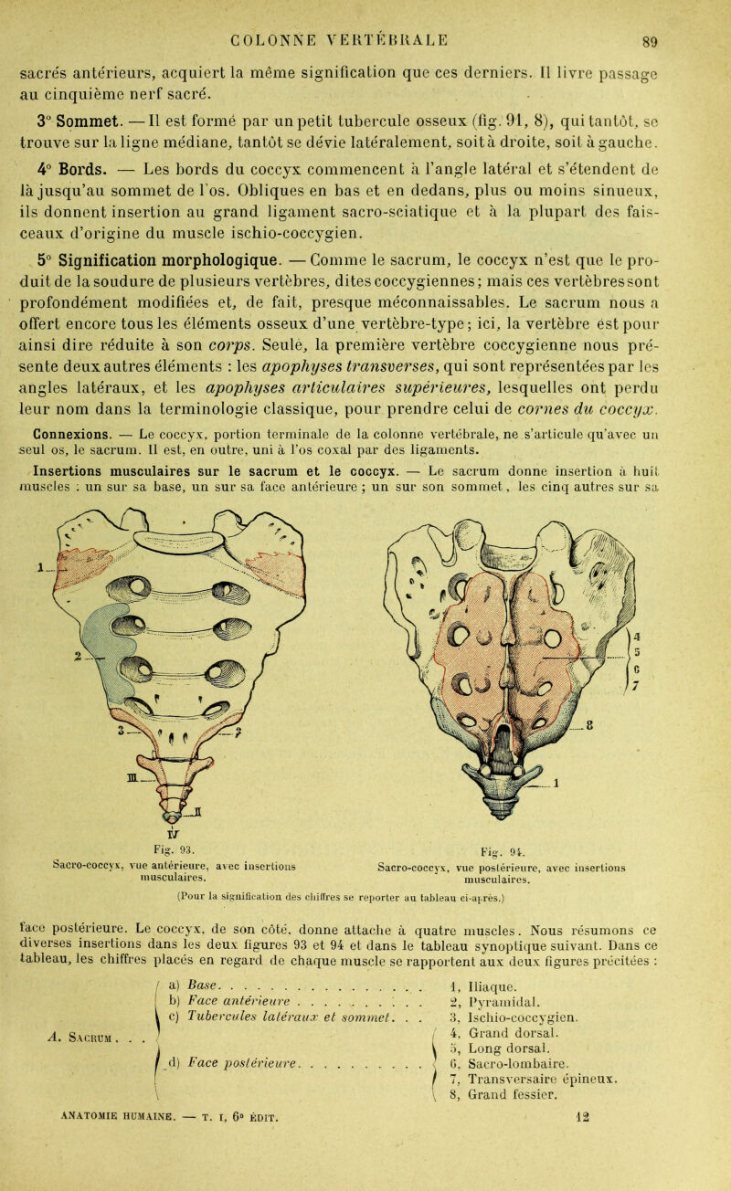 sacrés antérieurs, acquiert la même signification que ces derniers. Il livre passage au cinquième nerf sacré. 3° Sommet. —Il est formé par un petit tubercule osseux (fig. 91, 8), qui tantôt, se trouve sur la ligne médiane, tantôt se dévie latéralement, soit à droite, soit à gauche. 4'^ Bords. — Les bords du coccyx commencent à l’angle latéral et s’étendent de là jusqu’au sommet de Los. Obliques en bas et en dedans, plus ou moins sinueux, ils donnent insertion au grand ligament sacro-sciatique et à la plupart des fais- ceaux d’origine du muscle ischio-coccygien. 5® Signification morphologique. —Gomme le sacrum, le coccyx n’est que le pro- duit de la soudure de plusieurs vertèbres, dites coccygiennes ; mais ces vertèbres sont profondément modifiées et, de fait, presque méconnaissables. Le sacrum nous a offert encore tous les éléments osseux d’une vertèbre-type ; ici, la vertèbre est pour ainsi dire réduite à son corps. Seule, la première vertèbre coccygienne nous pré- sente deux autres éléments : les apophyses transverses, qui sont représentées par les angles latéraux, et les apophyses articulaires supérieures, lesquelles ont perdu leur nom dans la terminologie classique, pour prendre celui de cornes du coccyx. Connexions. — Le coccyx, portion terminale de la colonne vertébrale, ne s’articule qu’avec un seul os, le sacrum. Il est, en outre, uni à l’os coxal par des ligaments. Insertions musculaires sur le sacrum et le coccyx. — Le sacrum donne insertion à huit muscles ; un sur sa base, un sur sa face antérieure ; un sur son sommet, les cinq autres sur sa lace postérieure. Le coccyx, de son côté, donne attache à quatre muscles. Nous résumons ce diverses insertions dans les deu.x figures 93 et 94 et dans le tableau synoptique suivant. Dans ce tableau, les chiffres placés en regard de chaque muscle se rapportent aux deux figures précitées : ir Fig. 93. Sacro-coccyx, A^ue antérieure, avec insertions musculaires. Fig. 94. Sacro-coccyx, vue postérieure, avec insertions musculaires. (Pour la signification des cliiffres se reporter au tableau ci-après.) ( a) Base b) Face antérieure '. . . c) Tubercules latéraux et sommet. . . 1, Iliaque. 2, Pyramidal. 3, Ischio-coccygien. 4, Grand dorsal. .0, Long dorsal. 0, Sacro-lombaire. 7, Transversaire épineux. 8, Grand fessier. A. Sacrum. . . / ^d) Face postérieure -ANATOMIE HUM.AINE. — T. I, 6® ÉDIT. 12