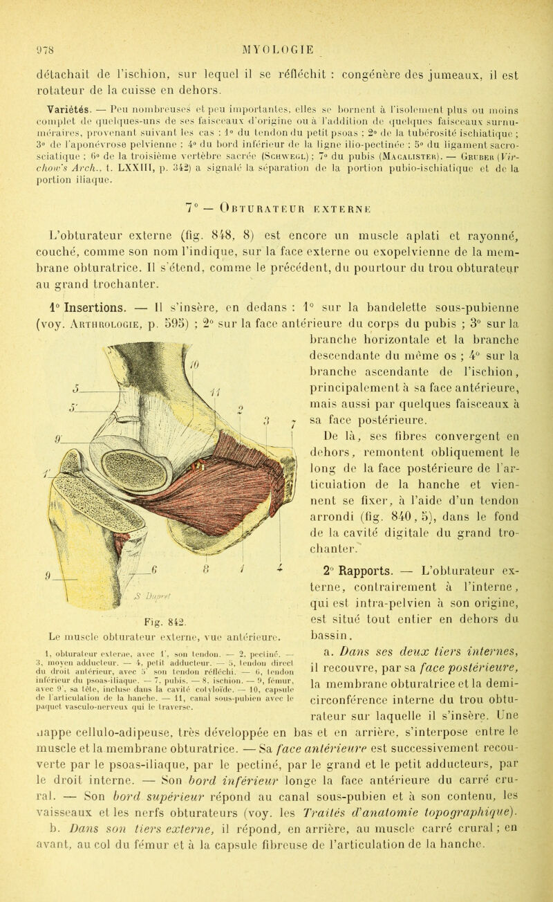 détachait de l’ischion, sur lequel il se réfléchit : congénère des jumeaux, il est rotateur de la cuisse en dehors. Variétés. — Peu nombreuses et peu importantes, elles se bornent à l'isolement plus ou moins complet de quelques-uns de ses faisceau.x: d'origine ou à l'addition de quelques faisceaux surnu- nnû’aires, provenant suivant les cas ; 1° du tendon du petit psoas ; 2° de la tubérosité iscliiatique ; 3« de l'aponévrose pelvienne ; 4“ du bord inférieur de la ligne ilio-pectinée ; du ligament sacro- sciatique ; 6° de la troisième vertèbre sacrée (Schwegl) ; 7“ du pubis (Magalister). — Gruber (Vir- cliow's Arch., t. LXXIII, p. 342) a signalé la séparation de la portion pubio-iscbialique et de la portion iliaque. 7 — Obturateur externe L’obturateur externe (fig. 848, 8) est encore un muscle aplati et rayonné, couché, comme son nom l’indique, sur la face externe ou exopelvienne de la mem- brane obturatrice. Il s’étend, comme le précédent, du pourtour du trou obturateur au grand trochanter. 1 Insertions. — ü s’insère, en dedans : 1® sur la bandelette sous-pubienne (voy. Arthrologie, p. 595) ; 2° sur la face antérieure du corps du pubis ; 3° sur la branche horizontale et la branche descendante du meme os ; ¥ sur la branche ascendante de l’ischion, principalement à sa face antérieure, mais aussi par quelques faisceaux à sa face postérieure. De là, ses fibres convergent en dehors, remontent obliquement le long de la face postérieure de l’ar- ticulation de la hanche et vien- nent se fixer, à l’aide d’un tendon arrondi (fig. 840,5), dans le fond de la cavité digitale du grand tro- chanter. 2^ Rapports. — L’obturateur ex- terne, contrairement à l’interne, qui est intra-pelvien à son origine, est situé tout entier en dehors du bassin. a. Dans ses deux tiers internes, il recouvre, par sa face postérieure, la membrane obturatrice et la demi- circonférence interne du trou obtu- rateur sur laquelle il s’insère. Une xiappe cellulo-adipeuse, très développée en bas et en arrière, s’interpose entre le muscle et la membrane obturatrice. — Sa face antérieure est successivement recou- verte par le psoas-iliaque, par le pectiné, par le grand et le petit adducteurs, par le droit interne. — Son bord inférieur longe la face antérieure du carré cru- ral. — Son bord supérieur répond au canal sous-pubien et à son contenu, les vaisseaux et les nerfs obturateurs (voy. les Traités d’anatomie topographique). b. Dans son tiers externe, il répond, en arrière, au muscle carré crural ; en avant, au col du fémur et à la capsule fibreuse de l’articulation de la hanche. ,5 Üupi-et Fig. 842. Le muscle obturateur externe, vue antérieure. 1, obturateur externe, avec 1’, sou teiidou. — 2, pecliué. — 3, moyen adducleur. — 4, petit adducteur. — 5, tendon direct du droit antérieur, avec 5’ son tendon rcfleclii. — G, tendon inférieur du psoas-iliaque. — 7, pubis. — 8, ischion. — 9, fémur, avec 9', sa tète, incluse dans la cavité cotyloïde. — 10, ca|)sule de l'articulation de la hanche. — 11, canal sous-j)ubien avec le paquet vasculo-nerveux qui le traverse.