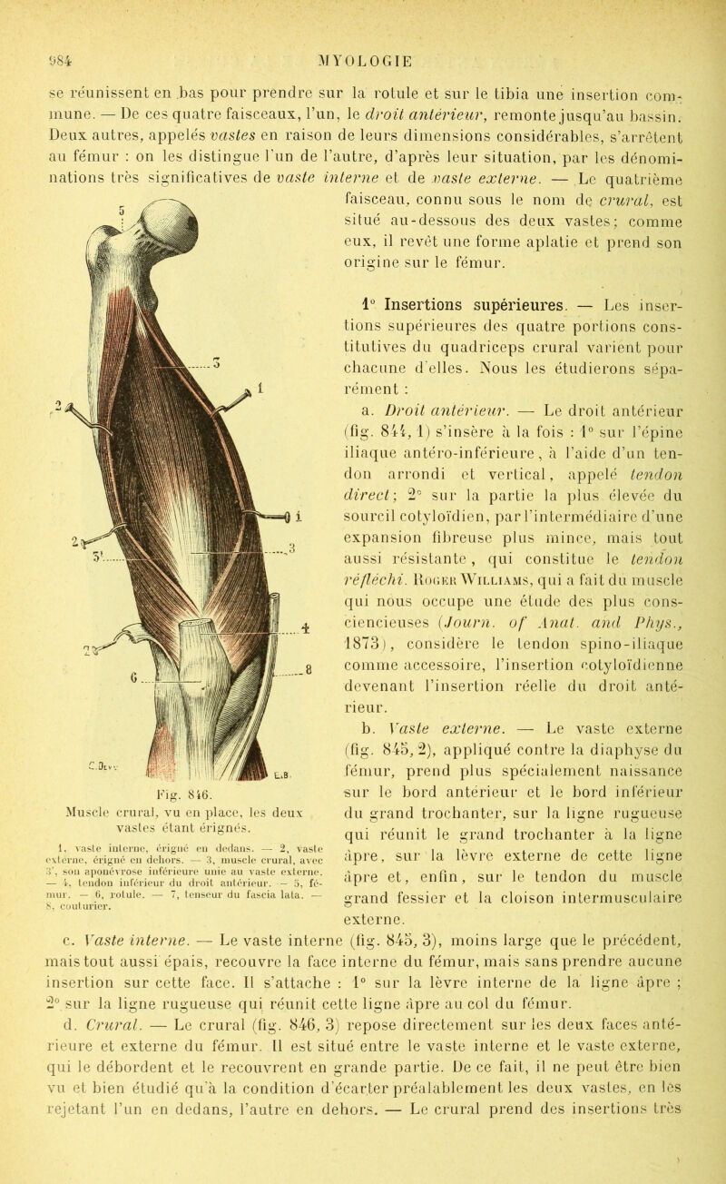 se réunissent en bas pour prendre sur la rotule et sur le tibia une insertion com- mune. — De ces quatre faisceaux, l’un, le droit antérieur, remonte jusqu’au bassin. Deux autres, appelés vastes en raison de leurs dimensions considérables, s’arrêtent au fémur : on les distingue l’un de l’autre, d’après leur situation, par les dénomi- nations très significatives de vaste interne et de vaste externe. — Le quatrième faisceau, connu sous le nom de crural, est situé au-dessous des deux vastes; comme eux, il revêt une forme aplatie et prend son origine sur le fémur. 1 Insertions supérieures. — Les inser- tions supérieures des quatre portions cons- titutives du qnadriceps crural varient pour chacune d’elles. Nous les étudierons sépa- rément : a. Droit antérieur. — Le droit antérieur (fig. 844,1) s’insère à la fois ; 1° sur l’épine iliaque antéro-inférieure, h l’aide d’un ten- don arrondi et vertical, appelé tendon direct; 2'’ sur la partie la jjliis élevée du sourcil cotyloïdien, par l’intermédiaire d’une expansion fibreuse plus mince, mais tout aussi résistante, qui constitue le tendon réfléchi, lluuiîu Williams, qui a fait du muscle qui nous occupe une étude des plus cons- ciencieuses iJourn. of Anat. and Phys., 1873), considère le tendon spino-iliaque comme accessoire, l’insertion cotyloïdienne devenant l’insertion réelle du droit anté- rieur. b. Vaste externe. — Le vaste externe (fig. 843,2), appliqué contre la diaphyse du fémur, prend plus spécialement naissance sur le bord antérieur et le bord inférieur du grand trochanter, sur la ligne rugueuse qui réunit le grand trochanter à la ligne âpre, sur la lèvre externe de cette ligne âpre et, enfin, sur le tendon du muscle grand fessier et la cloison intermusculaire externe. c. Vaste interne. — Le vaste interne (fig. 845, 3), moins large que le précédent, mais tout aussi épais, recouvre la face interne du fémur, mais sans prendre aucune insertion sur cette face. Il s’attache : 1° sur la lèvre interne de la ligne âpre ; 2° sur la ligne rugueuse qui réunit cette ligne âpre au col du fémur. d. Crural. — Le crural (fig. 846, 3) repose directement sur les deux faces anté- rieure et externe du fémur. Il est situé entre le vaste interne et le vaste externe, qui le débordent et le recouvrent en grande partie. De ce fait, il ne peut être bien vu et bien étudié qu’à la condition d’écarter préalablement les deux vastes, en les rejetant l’un en dedans, l’autre en dehors. — Le crural prend des insertions très Fig. 8i6. Muscle crural, vu eu place, les deux vastes étant érignés. 1, vasle iulcTiie, érigné en dedans. — 2, vasie CKternc, érigné en dehors. — 3, muscle crural, avec 3‘, sou aponévrose inférieure unie au vaste e.vterne. — 4-, tendon inférieur du droit antérieur. — 5, fé- mur. — 6, rotule. — 7, tenseur du fascia lata. — 8, couturier.