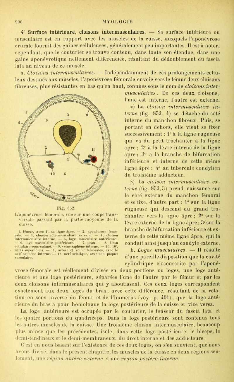 4° Surface intérieure, cloisons intermusculaires. — Sa surface intérieure ou musculaire est en rapport avec les muscles de la cuisse, auxquels l’aponévrose crurale fournit des gaines celluleuses, généralement peu importantes. Il est à noter, cependant, que le couturier se trouve contenu, dans toute son étendue, dans une gaine aponévrotique nettement différenciée, résultant du dédoublement du fascia lata au niveau de ce muscle. a. Cloisons intermusculaires. — Indépendamment de ces prolongements cellu- leux destinés aux muscles, l’aponévrose fémorale envoie vers le fémur deux cloisons fibreuses, plus résistantes en bas qu’en haut, connues sous le nom de cloisons inter- musculaires . De ces deux cloisons, l’une est interne, l’autre est externe. a) La cloison intermusculaire in- terne (fig. 852, 4) se détache du côté interne du manchon fibreux. Puis, se portant en dehors, elle vient se fixer successivement ; à la ligne rugueuse qui va du petit trochanter à la ligne âpre ; 2° à la lèvre interne de la ligne âpre ; 3° à la branche de bifurcation inférieure et interne de cette même ligne âpre ; 4° au tubercule condylien du troisième adducteur. (^) La cloison inter musculaire ex- terne ffig. 852,3) prend naissance sur le côté externe du manchon fémoral et se fixe, d’autre part : P sur la ligne rugueuse qui descend du grand tro- chanter vers la ligne âpre ; 2® sur la lèvre externe de la ligne âpre ; 3° sur la branche de bifurcation inférieure et ex- terne de cette même ligne âpre, qui la conduit ainsi jusqu’au condyle externe. b. Loges musculaires. — Il résulte d’une pareille disposition que la cavité cylindrique circonscrite par l’aponé- vrose fémorale est réellement divisée en deux portions ou loges, une loge anté- rieure et une loge postérieure, séparées l’une de l’autre par le fémur et par les deux cloisons intermusculaires qui y aboutissent. Ces deux loges correspondent exactement aux deux loges du bras, avec cette différence, résultant de la rota- tion en sens inverse du fémur et de l’humérus (voy. p. 401), que la loge anté- rieure du bras a pour homologue la loge postérieure de la cuisse et vice versa. La loge antérieure est occupée par le couturier, le tenseur du fascia lata et les quatre portions du quadriceps. Dans la loge postérieure sont contenus tous les autres muscles de la cuisse. Une troisième cloison intermusculaire, beaucoup plus mince que les précédentes, isole, dans cette loge postérieure, le biceps, le demi-tendineux et le demi-membraneux, du droit interne et des adducteurs. C’est en nous basant sur l’existence de ces deux loges, on s’en souvient, que nous avons divisé, dans le présent chapitre, les muscles de la cuisse en deux régions seu- lement, une région antéro-externe et une région postéro-interne. Fig. 852. L'aponévrose fémorale, vue sur une coupe trans- versale passant par la partie moyenne de la cuisse. 1, fémur, avec 1’, sa ligne âpre. — 2, aponévrose fémo- rale. — 3, cloison intermusculaire externe. — 4, cloison intermusculaire interne. — 5, loge musculaire antérieure. — 6. loge musculaire postérieure. — 7, peau. — 8, tissu cellulaire sous-cutané. — 9, veine saphène interne. — 10, 10’, nerfs superficiels. — H, artère et veine fémorales, avec le nerf saphène interne. — 12, nerf sciatique, avec son paquet vasculaire.