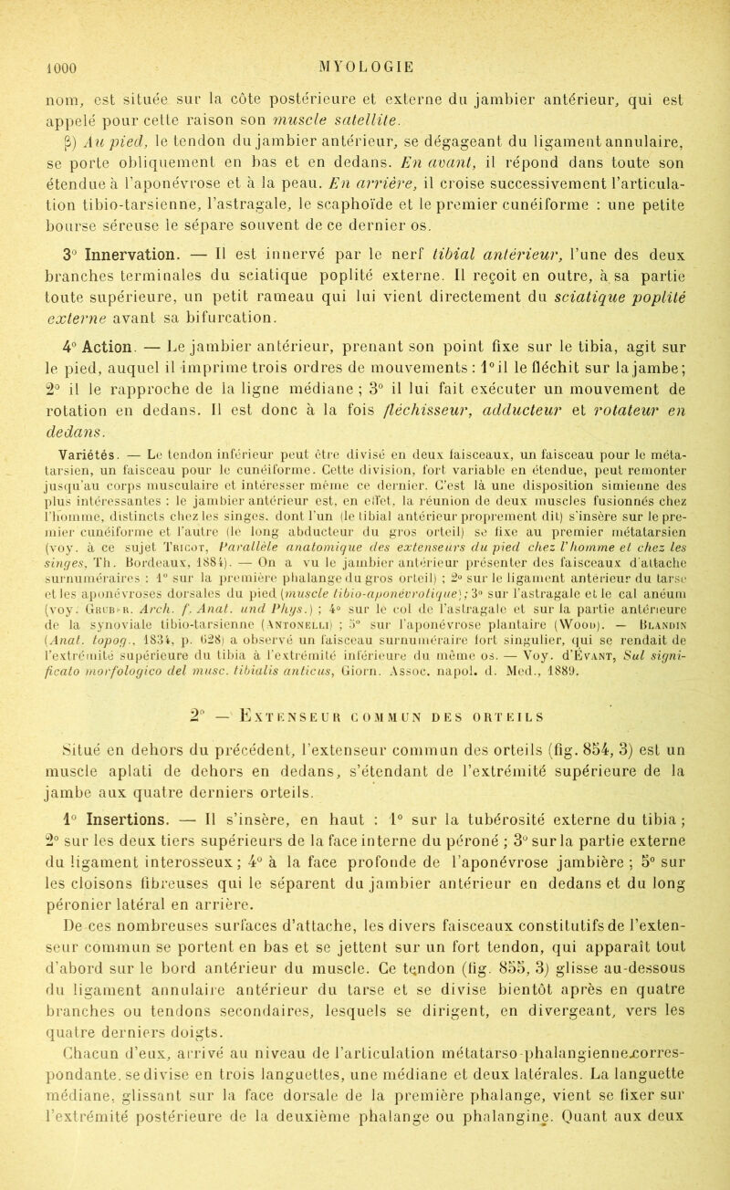 nom, est située sur la côte postérieure et externe du jambier antérieur, qui est appelé pour cette raison son rnuscle satellite. P) Au pied, le tendon du jambier antérieur, se dégageant du ligament annulaire, se porte obliquement en bas et en dedans. En avant, il répond dans toute son étendue à l’aponévrose et à la peau. En arrière, il croise successivement l’articula- tion tibio-tarsienne, l’astragale, le scaphoïde et le premier cunéiforme : une petite bourse séreuse le sépare souvent de ce dernier os. 3° Innervation. — Il est innervé par le nerf tibial antérieur, l’une des deux branches terminales du sciatique poplité externe. Il reçoit en outre, à sa partie toute supérieure, un petit rameau qui lui vient directement du sciatique poplité externe avant sa bifurcation. 4° Action. — Le jambier antérieur, prenant son point fixe sur le tibia, agit sur le pied, auquel il imprime trois ordres de mouvements : 1°il le fléchit sur la jambe; 2° il le rapproche de la ligne médiane ; 3° il lui fait exécuter un mouvement de rotation en dedans. Il est donc à la fois fléchisseur, adducteur et rotateur en dedans. Variétés. — Le tendon inférieur peut être divisé en deu.v faisceaux, un faisceau pour le méta- tarsien, un faisceau pour le cunéiforme. Cette division, fort variable en étendue, peut remonter jusqu’au corps musculaire et intéresser même ce dernier. C’est là une disposition simienne des plus intéressantes : le jambier antérieur est, en effet, la réunion de deux muscles fusionnés chez riiomme, distincts chez les singes, dont l’un (le libial antérieur proprement dit) s’insère sur le pre- mier cunéiforme et l’autre (le long abducteur du gros orteil) se fixe au premier métatarsien (voy. à ce sujet Tricot, Parallèle anatomique des extenseurs du pied chez Vhomme et chez les singes, Th. Bordeaux, 1884). — On a vu le jambier antérieur présenter des faisceaux d'altache surnuméraires ; 1“ sur la première phalange du gros orteil) ; 2» sur le ligament antérieur du tarse et les aponévroses dorsales du pied [muscle tibio-aponévrotique] ; sur l’astragale elle cal anéuni (voy. Grubi-u. At^ch. f. Anat. und Phys.) ; 4» sur le col de l’astragale et sur la partie antérieure de la synoviale tibio-tarsienne (Antonelli) ; 5“ sur l’aponévrose plantaire (Wood). — Blxndin [Anal, topog., 1834, p. 828) a observé un faisceau surnuméraire fort singulier, qui se rendait de l’extrémité supérieure du tibia à l’extrémité inférieure du même os. — Voy. d’EvANT, Sut signi- ficato rnorfologico del musc, tibialis anlicus, Giorn. Assoc. napol. d. Med., 1889. 2' — ExtI'INSeur co.vmun des orteils Situé en dehors du précédent, l’extenseur commun des orteils (fig. 854, 3) est un muscle aplati de dehors en dedans, s’étendant de l’extrémité supérieure de la jambe aux quatre derniers orteils. Insertions. — Il s’insère, en haut : 1° sur la tubérosité externe du tibia ; 2° sur les deux tiers supérieurs de la face interne du péroné ; 3*^ sur la partie externe du ligament interosseux; 4® à la face profonde de l’aponévrose jambière ; 5° sur les cloisons fibreuses qui le séparent du jambier antérieur en dedans et du long péronier latéral en arrière. De ces nombreuses surfaces d’attache, les divers faisceaux constitutifs de l’exten- seur commun se portent en bas et se jettent sur un fort tendon, qui apparaît tout d’abord sur le bord antérieur du muscle. Ce tqndon (fig. 855, 3j glisse au-dessous du ligament annulaire antérieur du tarse et se divise bientôt après en quatre branches ou tendons secondaires, lesquels se dirigent, en divergeant, vers les quatre derniers doigts. Chacun d’eux, arrivé au niveau de l’articulation métatarse-phalangiennexorres- pondante. se divise en trois languettes, une médiane et deux latérales. La languette médiane, glissant sur la face dorsale de la première phalange, vient se fixer sur l’extrémité postérieure de la deuxième phalange ou phalangine. Ooant aux deux