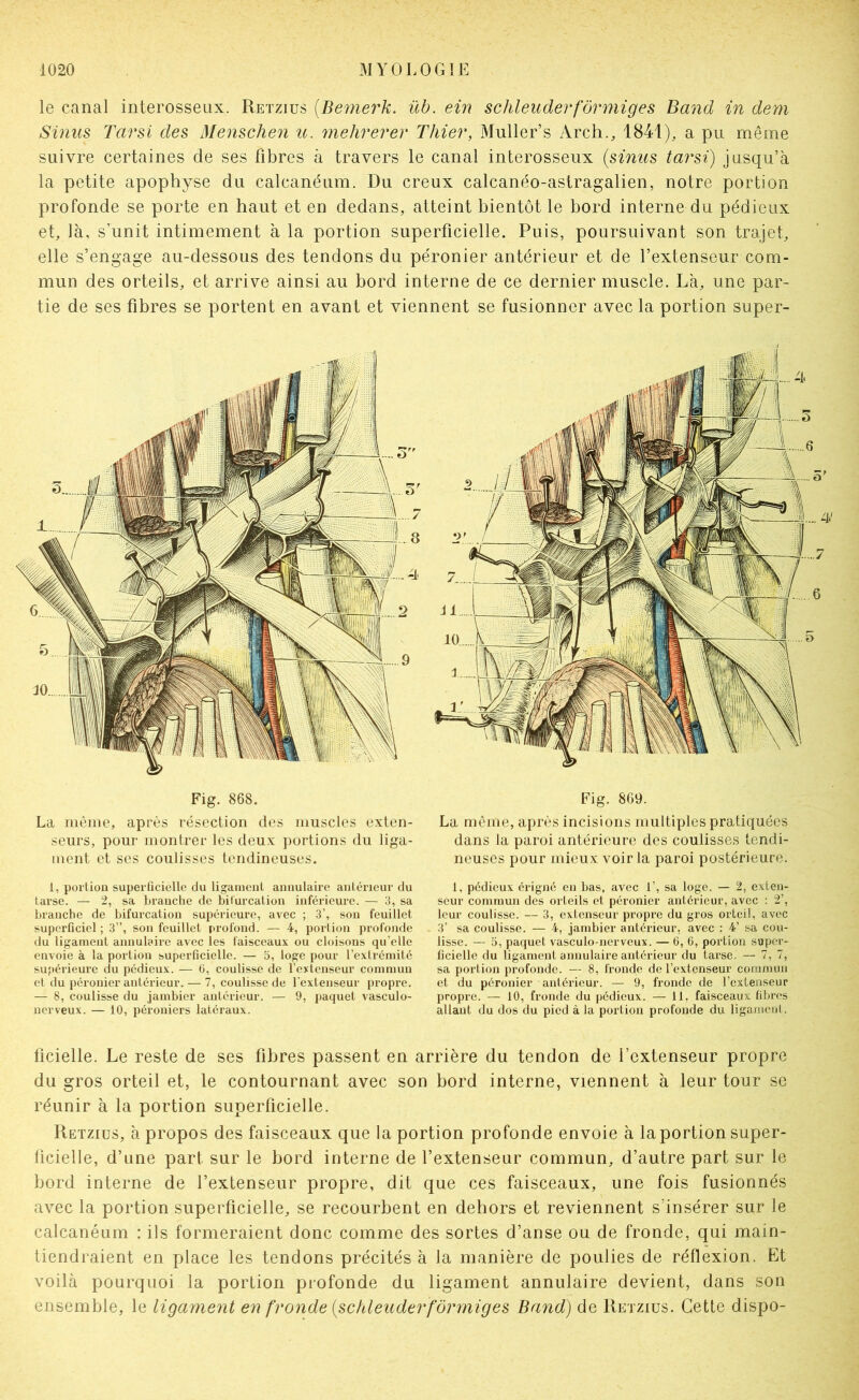 le canal interosseux. Retzius {Bemerk. üb. ein schleuderfôrmiges Band in dem Sinus Tarsi des Menschen u. mehrerer Thier, Muller’s Arcli., 1841), a pu même suivre certaines de ses fibres à travers le canal interosseux (sinus tarsi) jusqu’à la petite apophyse du calcanéum. Du creux calcanéo-astragalien, notre portion profonde se porte en haut et en dedans, atteint bientôt le bord interne du pédieux et, là, s’unit intimement à la portion superficielle. Puis, poursuivant son trajet, elle s’engage au-dessous des tendons du péronier antérieur et de l’extenseur com- mun des orteils, et arrive ainsi au bord interne de ce dernier muscle. Là, une par- tie de ses fibres se portent en avant et viennent se fusionner avec la portion super- La même, après résection des muscles exten- seurs, pour montrer les deux portions du liga- ment et scs coulisses tendineuses. i, portion superficielle du ligament annulaire antérieur du tarse. — 2, sa branche de biturcation inférieure. — 3, sa branche de bifurcation supérieure, avec ; 3’, son feuillet superficiel; 3”, son feuillet profond. — 4, portion profonde du ligament annulaire avec les faisceaux ou cloisons qu’elle envoie à la portion superficielle. — 5, loge pour rexti’émité supérieure du pédieux. — 0, coulisse de l'extenseur commun et du péronier antérieur. — 7, coulisse de l’extenseur propre. — 8, coulisse du jambier antérieur. — 9, paquet vasculo- nerveux. — 10, péroniers latéraux. Fig. 869. La même, après incisions multiples pratiquées dans la paroi antérieure des coulisses tendi- neuses pour mieux voir la paroi postérieure. 1, pédieux érigné en bas, avec 1’, sa loge. — 2, exten- seur commun des orteils et péronier antérieur, avec : 2’, leur coulisse. — 3, extenseur propre du gros orteil, avec 3’ sa coulisse. — 4, jambier antérieur, avec : 4’ sa cou- lisse. — 5, paquet vasculo-nerveux. — 0, G, portion super- ficielle du ligament annulaire antérieur du tarse. — 7, 7, sa portion profonde. — 8, fronde de l’extenseur commun et du péronier antérieur. — 9, fronde de l’extenseur propre. — 10, fronde du pédieux. — 11, faisceaux fibres allant du dos du pied à la portion profonde du ligarneiil. ficielle. Le reste de ses fibres passent en arrière du tendon de l’extenseur propre du gros orteil et, le contournant avec son bord interne, viennent à leur tour se réunir à la portion superficielle. Retzius, à propos des faisceaux que la portion profonde envoie à la portion super- ficielle, d’une part sur le bord interne de l’extenseur commun, d’autre part sur le bord interne de l’extenseur propre, dit que ces faisceaux, une fois fusionnés avec la portion superficielle, se recourbent en dehors et reviennent s’insérer sur le calcanéum : ils formeraient donc comme des sortes d’anse ou de fronde, qui main- tiendraient en place les tendons précités à la manière de poulies de réflexion. Et voilà pourquoi la portion profonde du ligament annulaire devient, dans son ensemble, le ligament en fronde (schleuderfôrmiges Bandi) de Retzius. Cette dispo-