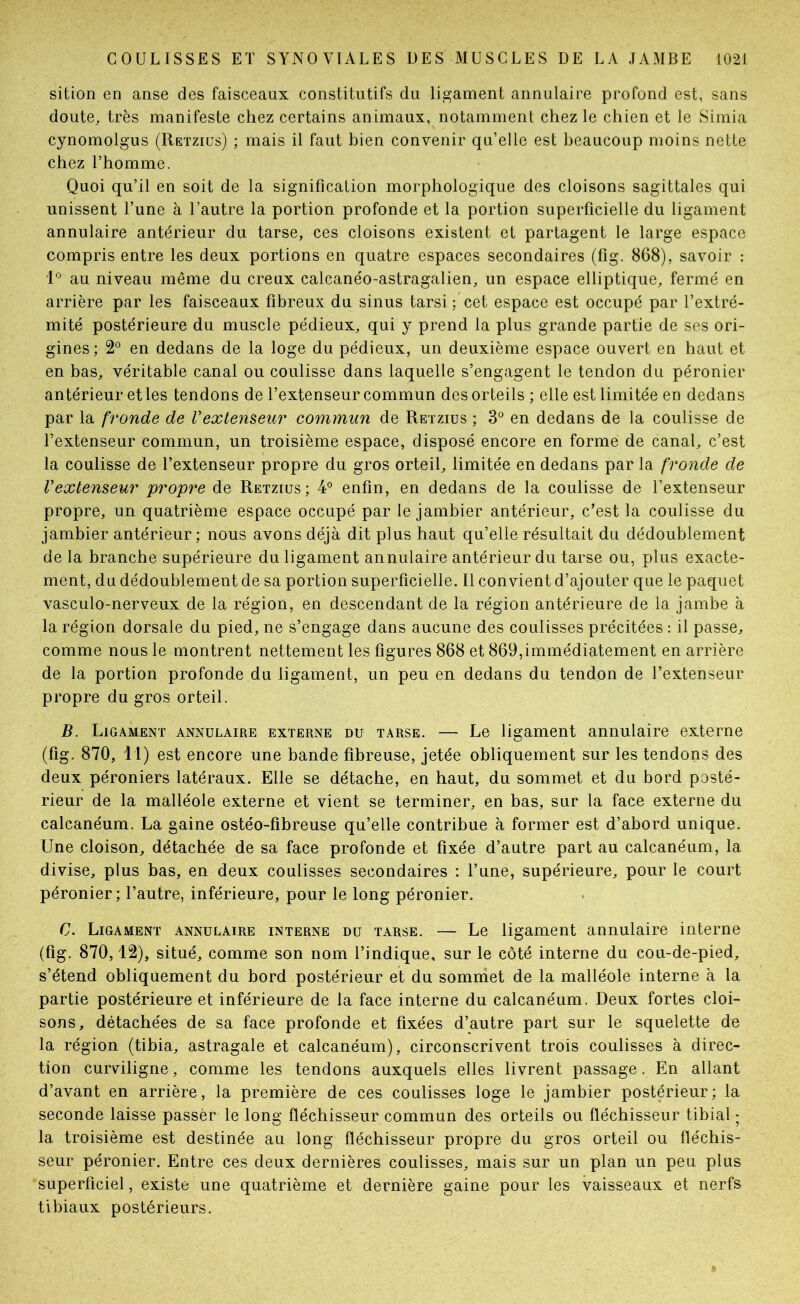 sition en anse des faisceaux constitutifs du ligament annulaire profond est, sans doute, très manifeste chez certains animaux, notamment chez le chien et le Simia cynomolgus (Retziüs) ; mais il faut bien convenir qu’elle est beaucoup moins nette chez l’homme. Quoi qu’il en soit de la signification morphologique des cloisons sagittales qui unissent l’une à l’autre la portion profonde et la portion superficielle du ligament annulaire antérieur du tarse, ces cloisons existent et partagent le large espace compris entre les deux portions en quatre espaces secondaires (lîg. 868), savoir : R au niveau même du creux calcanéo-astragalien, un espace elliptique, fermé en arrière par les faisceaux fibreux du sinus tarsi ; cet espace est occupé par l’extré- mité postérieure du muscle pédieux, qui y prend la plus grande partie de ses ori- gines; 2® en dedans de la loge du pédieux, un deuxième espace ouvert en haut et en bas, véritable canal ou coulisse dans laquelle s’engagent le tendon du péronier antérieur et les tendons de l’extenseur commun des orteils ; elle est limitée eu dedans par la fronde de Vextenseur commun de Retzius ; 3° en dedans de la coulisse de l’extenseur commun, un troisième espace, disposé encore en forme de canal, c’est la coulisse de l’extenseur propre du gros orteil, limitée en dedans par la fronde de Vextenseur propre de Retzius; 4° enfin, en dedans de la coulisse de l’extenseur propre, un quatrième espace occupé par le jambier antérieur, c’est la coulisse du jambier antérieur ; nous avons déjà dit plus haut qu’elle résultait du dédoublement de la branche supérieure du ligament annulaire antérieur du tarse ou, plus exacte- ment, du dédoublement de sa portion superficielle. 11 convient d’ajouter que le paquet vasculo-nerveux de la région, en descendant de la région antérieure de la jambe à la région dorsale du pied, ne s’engage dans aucune des coulisses précitées : il passe, comme nous le montrent nettement les figures 868 et 869,immédiatement en arrière de la portion profonde du ligament, un peu en dedans du tendon de l’extenseur propre du gros orteil. B. Ligament annulaire externe du tarse. — Le ligament annulaire externe (fig. 870, 1 1) est encore une bande fibreuse, jetée obliquement sur les tendons des deux péroniers latéraux. Elle se détache, en haut, du sommet et du bord posté- rieur de la malléole externe et vient se terminer, en bas, sur la face externe du calcanéum. La gaine ostéo-fibreuse qu’elle contribue à former est d’abord unique. Une cloison, détachée de sa face profonde et fixée d’autre part au calcanéum, la divise, plus bas, en deux coulisses secondaires : l’une, supérieure, pour le court péronier; l’autre, inférieure, pour le long péronier. G. Ligament annulaire interne du tarse. — Le ligament annulaire interne (fig. 870,12), situé, comme son nom l’indique, sur le côté interne du cou-de-pied, s’étend obliquement du bord postérieur et du sommet de la malléole interne à la partie postérieure et inférieure de la face interne du calcanéum. Deux fortes cloi- sons, détachées de sa face profonde et fixées d’autre part sur le squelette de la région (tibia, astragale et calcanéum), circonscrivent trois coulisses à direc- tion curWligne, comme les tendons auxquels elles livrent passage. En allant d’avant en arrière, la première de ces coulisses loge le jambier postérieur; la seconde laisse passer le long fléchisseur commun des orteils ou fléchisseur tibial; la troisième est destinée au long fléchisseur propre du gros orteil ou fléchis- seur péronier. Entre ces deux dernières coulisses, mais sur un plan un peu plus superficiel, existe une quatrième et dernière gaine pour les vaisseaux et nerfs tibiaux postérieurs.