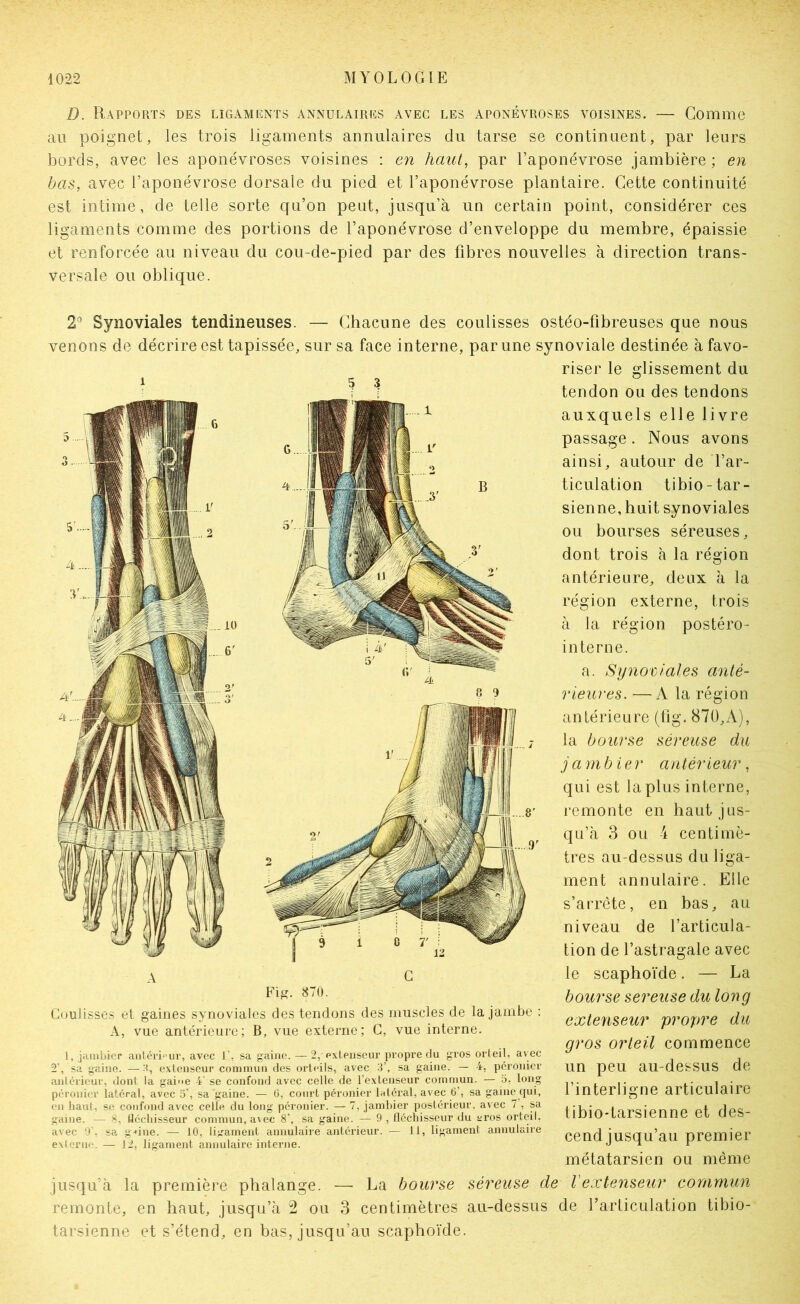 D. Rapports des ligaments annulaires avec les aponévroses voisines. — Gomme au poignet, les trois ligaments annulaires du tarse se continuent, par leurs liords, avec les aponévroses voisines : en haut, par l’aponévrose jambière ; en bas, avec l’aponévrose dorsale du pied et l’aponévrose plantaire. Cette continuité est intime, de telle sorte qu’on peut, jusqu’à un certain point, considérer ces ligaments comme des portions de l’aponévrose d’enveloppe du membre, épaissie et renforcée au niveau du cou-de-pied par des fibres nouvelles à direction trans- versale ou oblique. 2° Synoviales tendineuses. — Chacune des coulisses ostéo-fibreuses que nous venons de décrire est tapissée, sur sa face interne, par une synoviale destinée à favo- riser le glissement du tendon ou des tendons auxquels elle livre passage. Nous avons ainsi, autour de l’ar- ticulation tibio-tar- sienne, huit synoviales ou bourses séreuses, dont trois h la région antérieure, deux à la région externe, trois à la région postéro- in terne. a. Synoviales anté- rieures. — A la région antérieure (üg. 87ü,A), la bourse séreuse du ja mbier antérieur, qui est la plus interne, remonte en haut jus- qu’à 3 ou 4 centimè- tres au-dessus du liga- ment annulaire. Elle s’arrête, en bas, au niveau de l’articula- tion de l’astragale avec le scaphoïde. — La bourse sereuse du long extenseur propre du gros orteil commence un peu au-dessus de l’interligne articulaire tibio-tarsienne et des- cend jusqu’au premier métatarsien ou même — La bourse séreuse de Vextenseur commun 3 centimètres au-dessus de l’articulation tibio- Fi^. 870. Coulisse,s et gaines synoviales des tendons des muscles de la jambe : A, vue antérieure; B, vue externe; G, vue interne. 1, jambier antéri>'ur, avec 1’, sa gaine. — 2, exlenscur propre du gros orleil, avec 2‘, sa gaine. —e.xtcnseur commun des orteils, avec 3’, sa gaine. — 4, péronier anlérieur, dont la gaine 4' se confond avec celle de l’extenseur commun. — 5, long péronier latéral, avec 5’, sa gaine. — G, court péronier latéral, avec G’, sa gaine qui, en haut, se confond avec celle du long péronier. — 7, jambier postérieur, avec 7 , sa gaine. — 8, fléchisseur commun, avec 8’, sa gaine. — 9 , fléchisseur du aros orteil, avec 9 , sa gUne. — 10, ligament annulaire antérieur. — 11, ligament annulaire ex I crue. — 12, ligament annulaire interne. jusqu’à la première phalange, remonte, en haut, jusqu’à 2 ou tarsienne et s’étend, en bas, jusqu’au scaphoïde.