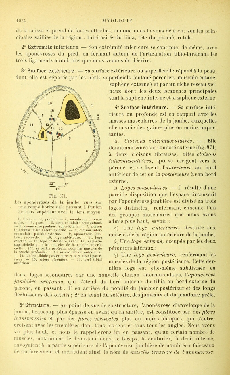 de la cuisse et prend de fortes attaches, comme nous l’avons déjà vu, sur les prin- cipales saillies de la région : tubérosités du tibia, tête du péroné, rotule. 2° Extrémité inférieure. — Son extrémité inférieure se continue, de même, avec les aponévroses du pied, en formant autour de l’articulation tibio-tarsienne les trois ligaments annulaires que nous venons de décrire. 3° Surface extérieure. — Sa surface extérieure ou superficielle répond à la peau, dont elle est séparée par les nerfs superficiels (cutané péronier, musculo-cutané, saphène externe) et par un riche réseau vei- neux dont les deux branches principales sont la saphène interne etla saphène externe. 4” Surface intérieure. — Sa surface inté- rieure ou profonde est en rapport avec les masses musculaires de la jambe, auxquelles elle envoie des gaines plus ou moins impor- tantes. a. Cloisons intermusculaires. — Elle donne naissance sur son côté externe (fig. 871) à deux cloisons fibreuses, dites cloisons inter musculaires, qui se dirigent vers le péroné et se fixent, Vantérieure au bord antérieur de cet os, la postérieure à son bord externe. b. Loges musculaires. — Il résulte d’une pareille disposition que l’espace circonscrit par l’aponévrose jambière est divisé en trois loges distinctes, renfermant chacune l’un des groupes musculaires que nous avons admis plus haut, savoir : a) Une loge antérieure, destinée aux muscles de la région antérieure de la jambe; Pj Une loge externe, occupée par les deux péroniers latéraux ; y) Une loge postérieure, renfermant les muscles de la région postérieure. Cette der- nière loge est elle-même subdivisée en deux loges secondaires par une nouvelle cloison intermusculaire, Vaponévrose jambière profonde, qui s’étend du bord interne du tibia au bord externe du péroné, en passant : U en arrière du poplité du jambier postérieur et des longs fléchisseurs des orteils ; 2° en avant du soléaire, des jumeaux et du plantaire grêle. 5° Structure. — Au point de vue de sa structure, l’aponévrose d’enveloppe de la jambe, beaucoup plus épaisse en avant qu’en arrière, est constituée par des fibres transversales et par des fibres verticales plus ou moins obliques, qui s’entre- croisent avec les premières dans tous les sens et sous tous les angles. Nous avons vu plus haut, et nous le rappellerons ici en passant, qu’un certain nombre de muscles, notamment le demi-tendineux, le biceps, le couturier, le droit interne, envoyaient à la partie supérieure de l’aponévrose jambière de nombreux faisceaux de renforcement et méritaient ainsi le nom de muscles tenseurs de Vaponévrose. Fig. 871. Los aponévroses de la jambe, vues sur une coupe horizontale passant à l’union du tiers supérieur avec le tiers moyen. 1, tibia. — 2, péroné. — 3, membrane interos- souse. — 4, ])ean. — 5, tissu cellulaire sous-culané. — C, aponévrose jambière superficielle. — 7, cloison intermusculaire antéro-externe. — 8, cloison inler- musculairc posléro-exlernc. — 9, aponévrose jam- bière profonde. — 10, loge antérieure. — 11, loge externe. — 12, loge postérieure, avec : 12’, sa partie superficielle pour les muscles de la couche superfi- cielle : 12”, sa partie profonde pour les muscles de la couche profonde. — 13. artère tibiale antérieure. — 14, artère tibiale postérieure et nerf tibial posté- rieur. — 15, artère péronière. — l(i, nerf tibial antérieur.