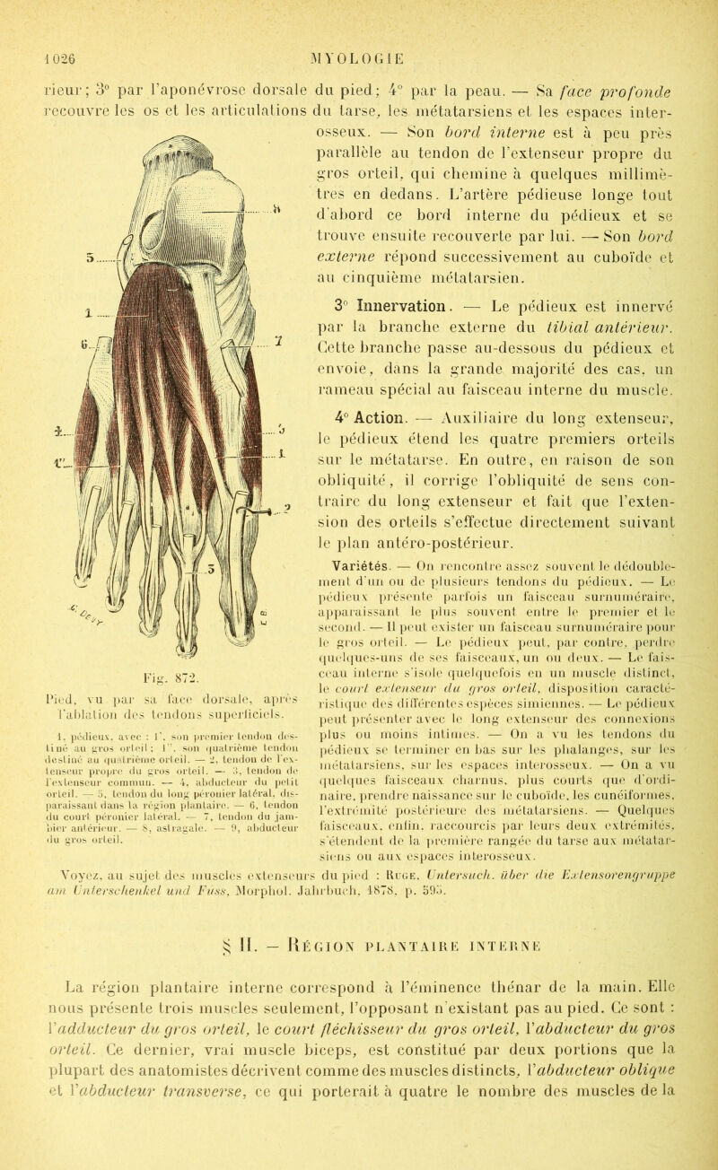 rieur; 3° par l’aponé^rrose dorsale du pied; 4° par la peau. — Sa face profonde recouvre les os et les articulations du tarse, les métatarsiens et les espaces inter- osseux. — Son bord interne est à peu près parallèle au tendon de l’extenseur propre du gros orteil, qui chemine à quelques millimè- tres en dedans. L’artère pédieuse longe tout d’abord ce bord interne du pédieux et se trouve ensuite recouverte par lui. — Son bord externe répond successivement au cuboïde et au cinquième métatarsien. 3° Innervation. — Le pédieux est innervé par la branche externe du tibial antérieur. Cette branche passe au-dessous du pédieux et envoie, dans la grande majorité des cas, un l'ameau spécial au faisceau interne du muscle. 4° Action. — Auxiliaire du long extenseur, le pédieux étend les quatre premiers orteils sur le métatarse. En outre, en raison de son obliquité, il corrige l’obliquité de sens con- traire du long extenseur et fait que l’exten- sion des orteils s’effectue directement suivant le plan antéro-postérieur. Variétés. — Ou iviicontrc assez sou vcnl le dédoublo- lueiit d'un ou de plusiems tendons du pédieux. — Le ])édieu\ piéseiiie parfois un faisceau surnuinérairr, ai»paraissanl le plus souvent entre le premier et b; second. — Il peut exister un faisceau surnuméraire pour le sr'»ï’ oi'leil. — Le pédieux peut, ]>ar contre, perdn^ fiucl(iues-uns de ses faisceaux, un ou (buix. — Le fais- C(‘au inteiTU' s'isole quelquefois en un muscle distinct, le court extenseur du gros orteil, disposition caracté- ristique des dilférent('S espèces simiennes. — Le pédieux ])eut ju'ésenter avec le long extenseur des connexions plus ou moins iidimes. — On a vu les tendons du pédieux se terminer en bas sur les phalanges, sur les métatarsiens, sur les espaces interosseux. — On a vu quekiues faisceaux charnus, plus courts que d'ordi- naire. ])rendre naissance sur le cubo'ide, les cunéiformes, l'extrémité postéi’ieure des métatarsiens. — Quelques l'aisceaux. enlin. laccourcis par leurs deux extrémités, s'étendent de la i)remièi'e rangée du tarse aux métatai- siens ou aux espaces iuterosseux. du pied : Ruge. Lhitersuch. über die Extensorengruppe ii buch. 1878, p. 59b. Fig. 872. Pied, vu paj' sa face dorsale, api'i's ral)lation des tendons superliciels. 1, i)éJieux, avec : 1’. son iii'cmier lendun clcs- liiié au “iros orleil ; I ’. son ijualrième len(i(Jii (Icsliiié au (|ualrièiiie orleil. — ri, leiulou de l'ex- Icnseur propre du gros (U'ieil. — o, leudon de rexlenscur comimui. — 4, aliducleur du pelit orteil. — 0, Leiulou du long péronier latéral, dis- pai’aissaiit dans la région jilantaire. — G, tendon du court péronier latéral. — 7, tendon du jain- oier antérieur. — S, asiragale. — 9, abducteur du gros orleil. Voyez, au sujet des muscles extenseurs arn L'nterscfien/cel und Fuss, IMorpbol. .Jal s; !1. — Région plantaire interne La région plantaire interne correspond à l’éminence thénar de la main. Elle nous présente trois muscles seulement, l’opposant n’existant pas au pied. Ce sont ; Vadducteur du gros orteil, le court fléchisseur du gros orteil, Vabducteur du gros orteil. Ce dernier, vrai muscle biceps, est constitué par deux portions que la plupart des anatomistes décrivent comme des muscles distincts, Vabducteur oblique et Vabducteur transverse, ce qui porterait à quatre le nombre des muscles de la