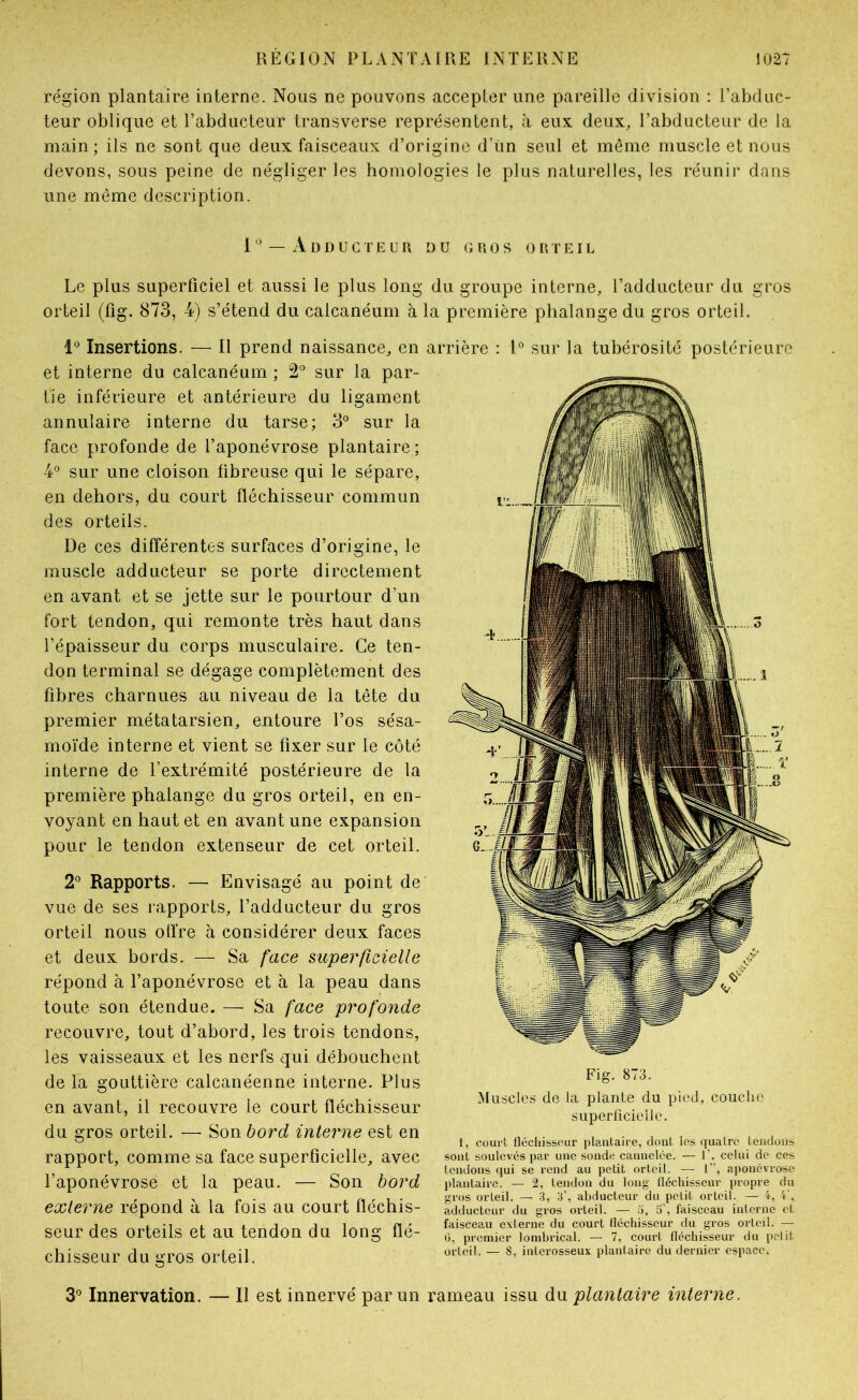 région plantaire interne. Nous ne pouvons accepter une pareille division : l’abduc- teur oblique et l’abducteur transverse représentent, à eux deux, l’abducteur de la main; ils ne sont que deux faisceaux d’origine d’ün seul et même muscle et nous devons, sous peine de négliger les homologies le plus naturelles, les réunir dans une même description. — A D D U G r E n R DU r, U 0 s or r e i l Le plus superficiel et aussi le plus long du groupe interne, l’adducteur du gros orteil (fig. 873, 4) s’étend du calcanéum à la première phalange du gros orteil. Insertions. — Il prend naissance, en arrière : 1° sur la tubérosité postérieure et interne du calcanéum ; 2° sur la par- tie inférieure et antérieure du ligament annulaire interne du tarse; 3° sur la face profonde de l’aponévrose plantaire; 4^ sur une cloison fibreuse qui le sépare, en dehors, du court fléchisseur commun des orteils. De ces différentes surfaces d’origine, le muscle adducteur se porte directement en avant et se jette sur le pourtour d’un fort tendon, qui remonte très haut dans l’épaisseur du corps musculaire. Ce ten- don terminal se dégage complètement des fibres charnues au niveau de la tête du premier métatarsien, entoure l’os sésa- moïde interne et vient se fixer sur le côté interne de l’extrémité postérieure de la première phalange du gros orteil, en en- voyant en haut et en avant une expansion pour le tendon extenseur de cet orteil. 2^ Rapports. — Envisagé au point de vue de ses rapports, l’adducteur du gros orteil nous otfre h considérer deux faces et deux bords. — Sa face mperfieielle répond à l’aponévrose et à la peau dans toute son étendue. — Sa face profonde recouvre, tout d’abord, les trois tendons, les vaisseaux et les nerfs qui débouchent de la gouttière calcanéenne interne. Plus en avant, il recouvre le court fléchisseur du gros orteil. — Son bord interne est en rapport, comme sa face superficielle, avec l’aponévrose et la peau. — Son bord externe répond à la fois au court fléchis- seur des orteils et au tendon du long flé- chisseur du gros orteil. Fig. 873. ^liisclcs de la plante du pied, couche superllcielle. 1, court fléchisseur plantaire, dont les quatre tendons sont soulevés par une sonde cannelée. — 1’, celui de ces tendons qui se rend au petit orteil. — 1”, aponévrose plantaire. — 2, tendon du long fléchisseur propre du gros orteil. — 3, 3’, abducteur du petit orteil. — 4, 4‘, adducteur du gros orteil. — o, 5', faisceau interne et faisceau externe du court fléchisseur du gros orteil. — G, premier lombrical. — 7, court fléchisseur du petit orteil. — 8, interosseux plantaire du dernier espace. 3° Innervation. — II est innervé parmi rameau issu du plantaire interne.