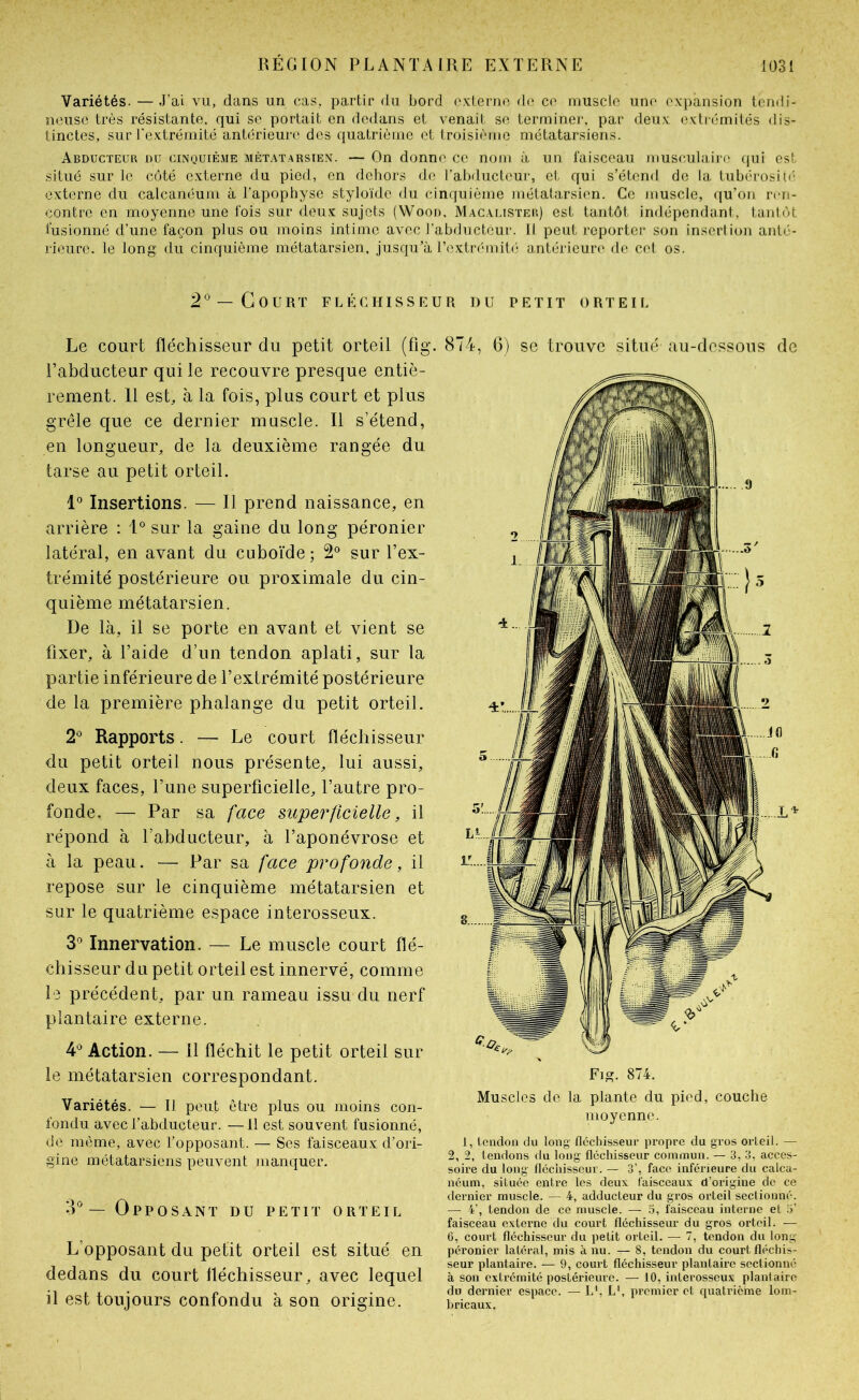 Variétés. — J’ai vu, dans un cas, partir du bord oxierno do ce muscle une expansion tendi- neuse très résistante, qui se portait en dedans et venait se terminer, par deux extrémités dis- tinctes, sur l'extrémité antérieure des quatrième et troisième métatarsiens. Abducteur du cinquième métatarsien. — On donne ce nom à un faisceau musculaire qui est situé sur le coté externe du pied, en dehors de l'abducteur, et qui s’étend de la tubérosit(! externe du calcanéum à l’apophyse styloïde du cinquième métatarsien. Ce muscle, qu’on ri'ii- contre en moyenne une fois sur deux sujets (Wood, Mac.ai.ister) est tantôt indépendant, tantôt fusionné d’une façon plus ou moins intime avec rabductéui-. 11 peut reporter son insertion anté- rieure. le long du cinquième métatarsien, jusqu’à rextr(Mnil(> antérieure de cet os. 2*^ —Court fléchisseur du petit orteil Le court fléchisseur du petit orteil (fig. l’abducteur qui le recouvre presque entiè- rement. 11 est, à la fois, plus court et plus grêle que ce dernier muscle. Il s’étend, en longueur, de la deuxième rangée du tarse au petit orteil. 1° Insertions. — Il prend naissance, en arrière : 1° sur la gaine du long péronier latéral, en avant du cuboïde ; 2° sur l’ex- trémité postérieure ou proximale du cin- quième métatarsien. De là, il se porte en avant et vient se fixer, à l’aide d’un tendon aplati, sur la partie inférieure de l’extrémité postérieure de la première phalange du petit orteil. 2® Rapports. — Le court fléchisseur du petit orteil nous présente, lui aussi, deux faces, l’une superficielle, l’autre pro- fonde. — Par sa face superficielle, il répond à l’abducteur, à l’aponévrose et à la peau. — Par sa face profonde, il repose sur le cinquième métatarsien et sur le quatrième espace interosseux. 3° Innervation. — Le muscle court flé- chisseur du petit orteil est innervé, comme le précédent, par un rameau issu du nerf plantaire externe. 4'^ Action. — il fléchit le petit orteil sur le métatarsien correspondant. Variétés. — Il peut être plus ou moins con- fondu avec l’abducteur. —11 est souvent fusionné, de môme, avec l’opposant. — Ses faisceaux d’ori- gine métatarsiens peuvent manquer. 3° — Opposant du petit orteil L’opposant du petit orteil est situé en dedans du court fléchisseur, avec lequel il est toujours confondu à son origine. 874, 6) se trouve situé au-dessous de Fig. 874. Muscles do la plante du pied, couche moyenne. 1, Icndon du long fléchisseur propre du gros orleil. — 2, 2, tendons du long fléchisseur commun. — 3, 3, acces- soire du long fléchisseur. — 3’, face inférieure du calca- néum, située entre les deux faisceaux d’origine de ce dernier muscle. — 4, adducteur du gros orteil secliouné. — 4’, tendon de ce muscle. — 5, faisceau interne el .3’ faisceau externe du court fléchisseur du gros orteil. — 6, court fléchisseur du petit orteil. — 7, tendon du long- péronier latéral, mis à nu. — 8, tendon du court fléchis- seur plantaire. — 9, court fléchisseur plantaire sectionné à son extrémité postérieure. — 10, interosseux plantaire du dernier espace. — L', L', premier et quatrième lom- hricaux.