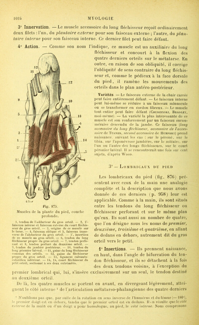 3 Innervation. — Le muscle accessoire du long fléchisseur reçoit ordinairement deux filets : l’iin, du plantaire externe pour son faisceau externe ; l’autre, du plan- taire interne pour son faisceau interne. Ce dernier filet peut faire défaut. 4° Action. — Gomme son nom l’i Fig. 875. Muscles de la plante du pied, couche profonde. 1, tendon de l’adducteur du gros orteil. — 2, 2’) faisceau interne et faisceau externe du court fléchis- seur du gros orteil. — 3, origine de ce muscle sur le tarse. — 4, faisceau oblique et 5, faisceau trans- verse de l’abducteur du gros orteil. — 5’, insertion de ce muscle au gros orteil. — 6, tendon du long fléchisseur propre du gros orteil. — 7, tendon perfo- rant et 8, tendon perforé du deuxième orteil. — 9, tendon du jambier postérieur. — 10, tendon du long péronier latéral. — 11, gaine du long fléchisseur commun des orteils. — 12, gaine du fléchisseur propre du gros orteil. — 13, ligament calcanéo- cuboïdien inférieur. — 14, 14, court fléchisseur du petit orteil, sectionné à ses deux extrémités. ndique, ce muscle est un auxiliaire du long fléchisseur et concourt à la flexion des quatre derniers orteils sur le métatarse. En outre, en raison de son obliquité, il corrige l’obliquité de sens contraire du long fléchis- seur et, comme le pédieux à la face dorsale du pied, il ramène les mouvements des orteils dans le plan antéro-postérieur. Variétés. — Le faisceau externe de la chair carrée peut faire entièrement défaut. — Le faisceau interne peut lui-même se réduire à un faisceau minuscule ou se transformer en cordon fibreux. — Le muscle tout entier peut faire défaut (Ghudzinski, Bkadley, moi-même). — La variété la plus intéressante de ce muscle est son renforcement par un faisceau surnu- méraire descendu de la jambe. Ce faisceau [long accessoire du long fléchisseur, accessoire de l’acces- soire de Tuuner, second accessoire de Humphry) prend naissance, suivant les cas : sur le péroné, sur le tibia, sur l’aponévrose jambière, sur le soléaire, sur l'un ou l’autre des longs tlécbisseurs, sur le court péronier latéral. Il se rencontrerait une fois sur cent sujets, d’après Wood. 3® — L O M B lU G A U X DU PIED Les lombricaiix du pied (fig. 876) pré- sentent avec ceux de la main une analogie complète et la description que nous avons donnée de ces derniers (p. 938) leur est applicable. Comme à la main, ils sont situés entre les tendons du long fléchisseur ou fléchisseur perforant et sur le même plan qu’eux. Ils sont aussi au nombre de quatre, que l’on désigne sous les noms de premier, deuxième, troisième et quatrième, en allant de dedans en dehors, autrement dit du gros orteil vers le petit. Insertions. — Ils prennent naissance, en haut, dans l’angle de bifurcation du ten- don fléchisseur, et ils se détachent à la fois des deux tendons voisins, à l’exception du premier lombrical qui, lui, s’insère exclusivement sur un seul, le tendon destiné au deuxième orteil. De là, les quatre muscles se portent en avant, en divergeant légèrement, attei- gnent le côté interne ^ de l’articulation métatarso-phalangienne des quatre derniers * N’oublions pas que, par suile de la rotation en sens inverse de rbumérus et du fémur (— 180), le premier doigt est en dehors, tandis que le premier orted est en dedans. Il » n résulte quelecé/ê externe de la main ou d’un doigt a pour homologue, au pied, le côlé interne. Nous comprenons