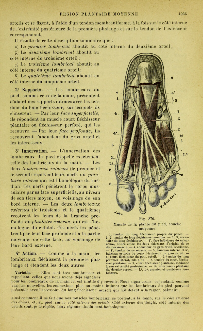 orteils et se fixent, à l’aide d’un tendon membraniforme, à la fois sur le côté interne de l’extrémité postérieure de la première phalange et sur le tendon de l’extenseur correspondant. 11 résulte de cette description sommaire que : a) Le premier lombrical aboutit au côté interne du deuxième orteil ; Le deuxième lombrical aboutit au côté interne du troisième orteil ; y) Le troisième lombrical aboutit au côté interne du quatrième orteil; S) Le quatrième lombrical aboutit au côté interne du cinquième orteil. 2° Rapports. — Les lombricaux du pied, comme ceux de la main, présentent d’abord des rapports intimes avec les ten- dons du long fléchisseur, sur lesquels ils shnsêrent. — Par leur face superficielle, ils répondent au muscle court fléchisseur plantaire ou fléchisseur perforé, qui les recouvre. — Par leur face profonde^ ils recouvrent l’abducteur du gros orteil et les interosseux. 3 Innervation. — L’innervation des lombricaux du pied rappelle exactement celle des lombricaux de la main. — Les deux lombricaux internes (le premier et le second) reçoivent leurs nerfs du plan- taire interne qui est l’homologue du mé- dian. Ces nerfs pénètrent le corps mus- culaire par sa face superficielle, au niveau de son tiers moyen, au voisinage de son hord interne. — Les deux lombricaux externes (le troisième et le quatrième) reçoivent les leurs de la branche pro- fonde plantaire externe, qui est l’ho- mologue du cubital. Ces nerfs les pénè- trent par leur face profonde et à la partie moyenne de cette face, au voisinage de leur bord externe. 4^ Action. — Gomme à la main, les lombricaux fléchissent la première pha- lange et étendent les deux autres. il.. Fig. 876. Muscle de la plante du pied, couche moyenne. 1, tendon du long fléchisseur propre du pouce. — 2, 2, tendon du long fléchisseur commun. — 3, 3, acces- soire du long fléchisseur. — 3', face inférieure du calca- néum, située entre les deux faisceaux d’origine de ce dernier muscle. — 4, adducteur du gros orteil, sectionné. — 4', tendon de ce muscle. — 5, faisceau interne et 5’, faisceau externe du cour' fléchisseur du gros orteil. — 6, court flécliisseur du petit orteil. — 7, tendon du long- péronier latéral, mis à nu. — 5, tendon du court fléchis- seur plantaire. — 9, court fléchisseur plantaire, sectionné à son extrémité postérieure. — lü. interosseux plantaire du dernier espace. — U, premier et quatrième lom- bricaux. Variétés. — Elles sont très nombreuses et rappellent celles que nous avons déjà signalées pour les lombricaux de la main ; il est inutile d’y revenir. Nous signalerons, cependant, comme variétés nouvelles, les connexions plus ou moins intimes que les lombricaux du pied peuvent présenter avec l’accessoire du long fléchisseur, muscle qui fait défaut à la région palmaire. ainsi-comment il se fait que nos muscles lombricaux, se portent, à la main, sur le côté externe des doigts, et, au pied, sur le côté interne des orteils. Côté externe des doigts, côté interne des orteils sont, je le répète, deux régions absolument homologues.