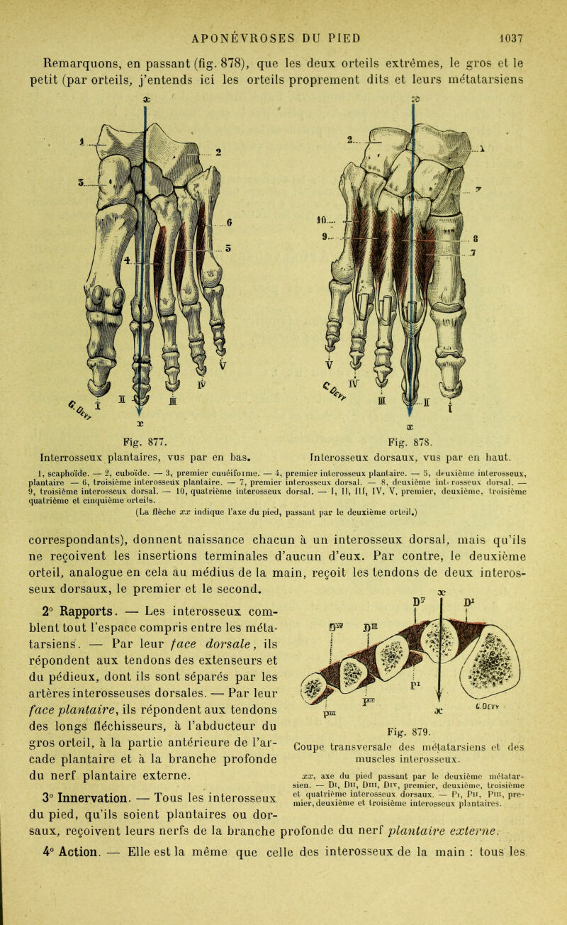 Remarquons, en passant (fig. 878), que les deux orteils extrêmes, le gros et le petit (par orteils, j’entends ici les orteils proprement dits et leurs métatarsiens Fig. 877. Interrosseux plantaires, vus par en bas. Fig. 878. Interosseux dorsaux, vus par en haut. 1, scaphoïde. — 2, cuboïde. — 3, premier cuaéifoinie. — 4, premier interosseux plantaire. — 5, deuxième interosseux, plantaire — 6, troisième interosseüx plantaire. — 7, premier interosseux dorsal. — 8, deuxième inti rosseux dorsal. — 9, troisième intei’osseux doi’sal. — 10, quatrième interosseux dorsal. — I, II, 111, IV, V, premier, deuxième, troisième quatrième et cinquième orteils. (La flèche xx indique l’axe du pied, passant par le deuxième orteil.) correspondants), donnent naissance chacun à un interosseux dorsal, mais qu’ils ne reçoivent les insertions terminales d’aucun d’eux. Par contre, le deuxième orteil, analogue en cela au médius de la main, reçoit les tendons de deux interos- seux dorsaux, le premier et le second. oc 2° Rapports. — Les interosseux com- blent tout l’espace compris entre les méta- tarsiens. — Par leur face dorsale, ils répondent aux tendons des extenseurs et du pédieux, dont ils sont séparés par les artères interosseuses dorsales. — Par leur face plantaire, ils répondent aux tendons des longs fléchisseurs, à l’abducteur du gros orteil, à la partie antérieure de l’ar- cade plantaire et à la branche profonde du nerf plantaire externe. 3° Innervation. — Tous les interosseux du pied, qu’ils soient plantaires ou dor- Goupe transversale des métatarsiens et des muscles interosseux. XX, axe du pied passant par le deuxième métatai’- sien. — Di, Du, Dni, Div, premier, deuxième, troisième et quatrième interosseux dorsaux. — Pr, Pu, Pni, pre- mier, deuxième et troisième interosseux plantaires. saux, reçoivent leurs nerfs de la branche profonde du nerf plantaire externe. 4° Action. — Elle est la même que celle des interosseux de la main : tous les