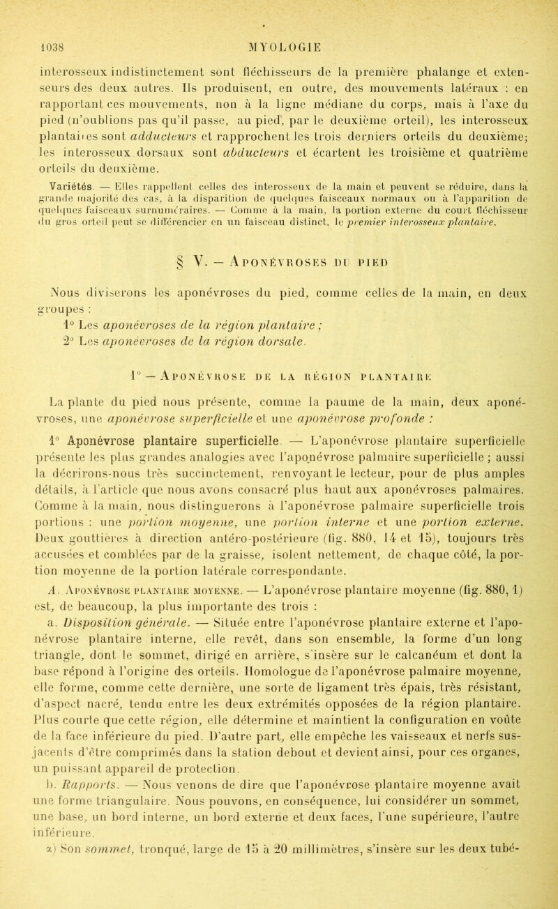interosseux indistinctement sont fléchisseurs de la première phalange et exten- seurs des deux autres. Ils produisent, en outre, des mouvements latéraux : en rapportant ces mouvements, non à la ligne médiane du corps, mais à Taxe du pied (n’oublions pas qu’il passe, au pied, par le deuxième orteil), les interosseux plantaiI es sont et rapprochent les trois derniers orteils du deuxième; les interosseux dorsaux sont abducteurs et écartent les troisième et quatrième orteils du deuxième. Variétés. — Elles rappellent celles des interosseux de la main et peuvent se réduire, dans la grande majorité des cas, à la disparition de quelques faisceaux normaux ou à l’apparition do quelques faisceaux surnuméraires. — Comme à la main, la portion externe du court fléchisseur du gros orteil peut se dilïérencier en un faisceau distinct. \{i premier interosseux plantaire. § V. — Aponévroses du pied Nous diviserons les aponévroses du pied, comme celles de la main, en deux groupes : Les aponévroses de la région plantaire ; 2^ Les aponévroses de la région dorsale. 1° — Aponévrose de la région plantaire La plante du pied nous présente, comme la paume de la main, deux aponé- vroses, une aponévrose superficielle et une aponévrose profonde : 1° Aponévrose plantaire superficielle. — L’aponévrose plantaire superficielle présente les plus grandes analogies avec l’aponévrose palmaire superficielle ; aussi la décrirons-nous très succinctement, renvoyant le lecteur, pour de plus amples détails, a l’article que nous avons consacré plus haut aux aponévroses palmaires. Comme à la main, nous distinguerons à l’aponévrose palmaire superficielle trois portions : une portion moyenne, une portion interne et une portion externe. Deux gouttières cd direction antéro-postérieure (fig. 880, 14 et 15), toujours très accusées et comblées par de la graisse, isolent nettement, de chaque côté, la por- tion moyenne de la portion latérale correspondante. A. Aponévrose pl.\ntaiiie moyenne. — L’apo-névrose plantaire moyenne (fig. 880,1) est, de beaucoup, la plus importante des ti'ois : a. Disposition générale. — Située entre l’aponévrose plantaire externe et l’apo- névrose plantaire interne, elle revêt, dans son ensemble, la forme d’un long- triangle, dont le sommet, dirigé en arrière, s’insère sur le calcanéum et dont la hase répond à l’origine des orteils. Homologue de l’aponévrose palmaire moyenne, elle forme, comme cette dernière, une sorte de ligament très épais, très résistant, d’aspect nacré, tendu entre les deux extrémités opposées de la région plantaire. Plus courte que cette région, elle détermine et maintient la configuration en voûte de la face inférieure du pied. D’autre part, elle empêche les vaisseaux et nerfs sus- jacents d’être comprimés dans la station debout et devient ainsi, pour ces organes, un puissant appareil de protection. b. Rapports. — Nous venons de dire que l’aponévrose plantaire moyenne avait une forme triangulaire. Nous pouvons, en conséquence, lui considérer un sommet, une base, un bord interne, un bord externe et deux faces, l’une supérieure, l’autre inférieure. a) Son sommet, tronqué, large de 15 à 20 millimètres, s’insère sur les deux tubé-