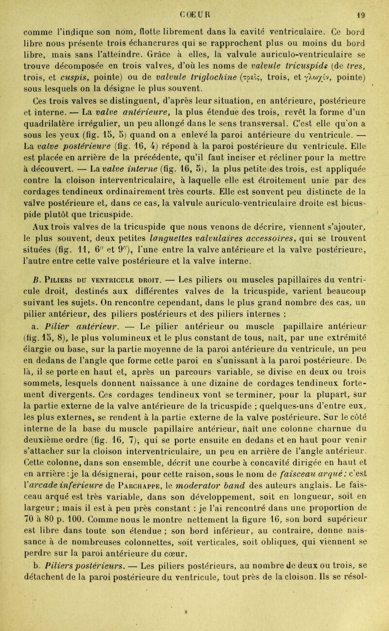 comme l’inclique son nom, flotte librement dans la cavité ventriculaire. Ce bord libre nous présente trois échancrures qui se rapprochent plus ou moins du hord libre, mais sans l’atteindre. Grâce à elles, la valvule auriculo-ventriculaire se trouve décomposée en trois valves, d’oii les noms de valvule tricuspids (de très, trois, et cuspis, pointe) ou de valvule triglochine ('coslç, trois, et -fïMyyj, pointe) sous lesquels on la désigne le plus souvent. Ces trois valves se distinguent, d’après leur situation, en antérieure, postérieure et interne. — La valve antérieure, la plus étendue des trois, revêt la forme d’un quadrilatère irrégulier, un peu allongé dans le sens transversal. C’est elle qu’on a sous les yeux (fig. 15, 5) quand on a enlevé la paroi antérieure du ventricule. — La valve postérieure (fig. 16, 4) répond à la paroi postérieure du ventricule. Elle est placée en arrière de la précédente, qu’il faut inciser et récliner pour la mettre à découvert. — hVi valve interne (fig. 16, 5), la plus petite des trois, est appliquée contre la cloison interventriculaire, à laquelle elle est étroitement unie par des cordages tendineux ordinairement très courts. Elle est souvent peu distincte de la valve postérieure et, dans ce cas, la valvule auriculo-ventriculaire droite est bicus- pide plutôt que tricuspide. Aux trois valves de la tricuspide que nous venons de décrire, viennent s’ajouter, le plus souvent, deux petites longuettes valvulaires accessoires, qui se trouvent situées (fig. 11, 6^' et l’une entre la valve antérieure et la valve postérieure, l’autre entre cette valve postérieure et la valve interne. B. Piliers du ventricule droit. — Les piliers ou muscles papillaires du ventri- cule droit, destinés aux différentes valves de la tricuspide, varient beaucoup suivant les sujets. On rencontre cependant, dans le plus grand nombre des cas, un pilier antérieur, des piliers postérieurs et des piliers internes : a. Pilier antérieur. — Le pilier antérieur ou muscle papillaire antérieur (fig. 15, 8), le plus volumineux et le plus constant de tous, naît, par une extrémité élargie ou base, sur la partie moyenne de la paroi antérieure du ventricule, un peu en dedans de l’angle que forme cette paroi en s’unissant à la paroi postérieure. De là, il se porte en haut et, après un parcours variable, se divise en deux ou trois sommets, lesquels donnent naissance à une dizaine de cordages tendineux forte- ment divergents. Ces cordages tendineux vont se terminer, pour la plupart, sur la partie externe de la valve antérieure de la tricuspide ; quelques-uns d’entre eux, les plus externes, se rendent à la partie externe de la valve postérieure. Sur le côté interne de la hase du muscle papillaire antérieur, naît une colonne charnue du deuxième ordre (fig. 16, 7), qui se porte ensuite en dedans et en haut pour venir s’attacher sur la cloison interventriculaire, un peu en arrière de l’angle antérieur. Cette colonne, dans son ensemble, décrit une courbe à concavité dirigée en haut et en arrière : je la désignerai, pour cette raison, sous le nom de faisceau arqué: c’est Varcade inférieure de Parchappe, le moderator band des auteurs anglais. Le fais- ceau arqué est très variable, dans son développement, soit en longueur, soit en largeur ; mais il est à peu près constant : je l’ai rencontré dans une proportion de 70 à 80 p. 100. Comme nous le montre nettement la figure 16, son bord supérieur est libre dans toute son étendue ; son bord inférieur, au contraire, donne nais- sance à de nombreuses colonnettes, soit verticales, soit obliques, qui viennent se perdre sur la paroi antérieure du cœur. b. Piliers postérieurs. — Les piliers postérieurs, au nombre de deux ou trois, se détachent de la paroi postérieure du ventricule, tout près de la cloison. Ils se résol-