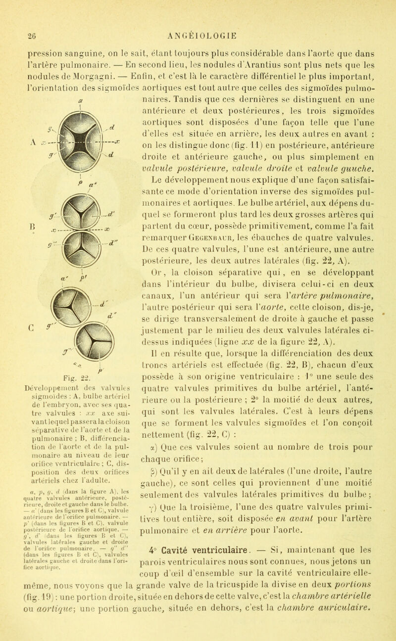 pression sanguine, on le sait, étant toujours plus considérable dans l’aorte que dans l’artère pulmonaire. — En second lieu, les nodules d’Arantius sont plus nets que les nodules de Morgagni. — Enfin, et c’est là le caractère différentiel le plus important, l’orientation des sigmoïdes aortiques est tout autre que celles des sigmoïdes pulmo- a naires. Tandis que ces dernières se distinguent en une antérieure et deux postérieures, les trois sigmoïdes ^ aortiques sont disposées d’une façon telle que l’une ^ ^ d’elles est située en arrière, les deux autres en avant : A on les distingue donc(fig. li) en postérieure, antérieure droite et antérieure gauche, ou plus simplement en valvule postérieure, valmde droite et valvule guuche. Le développement nous explique d’une façon satisfai- sante ce mode d’orientation inverse des sigmoïdes pul- monaires et aortiques. Le bulbe artériel, aux dépens du- quel se formeront plus tard les deux grosses artères qui B ^ partent du cœur, possède primitivement, comme l’a fait remarquer Gegenh.\ur, les ébauches de quatre valvules. ^ iTK n De ces quatre valvules, l’une est antérieure, une autre postérieure, les deux autres latérales (fig. i22. A). Or, la cloison séparative qui, en se développant dans l’intérieur du bulbe, divisera celui-ci en deux canaux, l’un antérieur qui sera Vartère pidmonaire, Wiffr l’autre postérieur qui sera Vaorte, cette cloison, dis-je, ^ se dirige transversalement de droite à gauche et passe ^ ^ justement par le milieu des deux valvules latérales ci- J dessus indiquées (ligne xx de la figure 2:2, A). 11 en résulte que, lorsque la différenciation des deux troncs artériels est effectuée (fig. 22, B), chacun d’eux Fig. 22. possède à son origine ventriculaire : J-* une seule des Développement des valvules quatre valvules primitives du bulbe artériel, l’anté- sigmoides ; A, bulbe artenel ^^eure OU la postérieure ; 2° la moitié do deux autres, de 1 embryon, avec ses qua- ^ tre valvules : oex axe sui- qui sont les valvules latérales. C’est à leurs dépens vantlequelpasseralacloison q^e se forment les valvules sigmoïdes et l’on conçoit séparative de l’aorte et de la /-.x pulmonaire ; B, différencia- nettement (fig. C) . tion de l'aorte et de la pul- a) Oue ces valvules soient au nombre de trois pour monaire au niveau de leur orifice ventriculaire ; C, dis- u position des deux orifices S) Qu’il y en ait deux de latérales (l’une droite, l’autre artenels chez 1 adulte. gauche), ce sont celles qui proviennent d’une moitié quâire’ ?iivuies“LÙÆ,e! 'poslX Seulement des valvules latérales primitives du bulbe ; - ^TdalifieYfilSreiB^ ï) 'Jue la troisième, l’une des quatre valvules primi- antérieure del’orifkepuimo^^ tout entière, soit disposéo avunt pour l’artère P (dans les figures B et C). valvule ’ r i postérieure de lorifice aortique. — pulmonaire et eu arrière pour l’aorte. (j\ (T (dans les figures B et C), ^ valvules latérales gauche et droite de l’orifice pulmonaire — d” Cavité veiitriculaire. — Si, maintenant que les (dans les figures B et C), valvules ’ ^ latérales gauche et droite dans l’on- parois ventriculaires nous sont connues, nous jetons un fice aortique. ^ , • 1 • n coup d’œil d ensemble sur la cavité ventriculaire elle- même, nous voyons que la grande valve de la tricuspide la divise en deux portions (fig. 19) : une portion droite, située en dehors de cette valve, c’est la chambre artérielle ou aortique-, une portion gauche, située en dehors, c’est la chambre auriculaire.