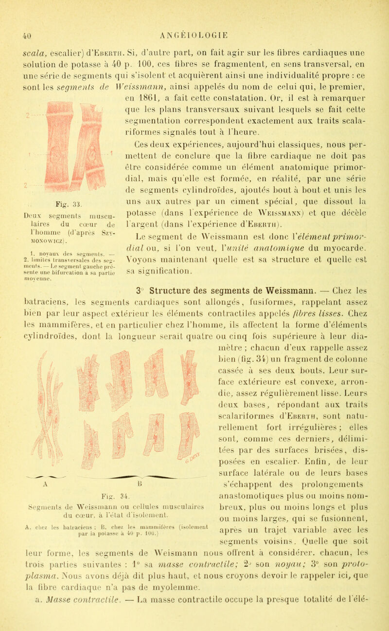 scala, escalier) (I’Eberth. Si, d’autre part, on fait agir sur les fibres cardiaques une solution de potasse à 40 p. 100, ces fibres se fragmentent, en sens transversal, en une série de segments qui s’isolent et acquièrent ainsi une individualité propre : ce sont les segments de Weissmann, ainsi appelés du nom de celui qui, le premier, en 1861, a fait cette constatation. Or, il est à remarquer que les plans transversaux suivant lesquels se fait cette segmentation correspondent exactement aux traits scala- riformes signalés tout à l’heure. Ces deux expériences, aujourd’hui classiques, nous per- mettent de conclure que la fibre cardiaque ne doit pas être considérée comme un élément anatomique primor- dial, mais qu’elle est formée, en réalité, par une série de segments cylindroïdes, ajoutés bout à bout et unis les uns aux autres par un ciment spécial, que dissout la potasse (dans l'expérience de Weissmann) et que décèle l’argent (dans l’expérience d’EaEirni). l.e segment de Weissmann est tlonc Vélément primor- dial ou, si l’on veut, Vunité anatomique du myocarde. Voyons maintenanl quelle est sa structure et quelle est Fig. 33. Deux segments muscu- laires du cœur de l’homme (d'après Szv- MOXOWICZ). 1, noyaux dos segnienls. — 2, limites transversales des ser- ments. — Le segment gauche pré- sente une bifurcation a sa partie movenne. sa signification. Structure des segments de Weissmann. — Chez les batraciens, les segmenls cardiaques sont allongés, fusiformes, lappelant assez bien par leur aspect extérieur les éléments contractiles appelés fibres lisses. Chez les mammifères, et en particulier chez l’iiomme, ils affectent la forme d’éléments cylindroïdes, dont la longueur serait quatre ou cinq fois supérieure à leur dia- mètre ; chacun d’eux rappelle assez l)ien (fig. 3t) un fragment de colonne cassée à ses deux bouts. Leur sur- face extérieure est convexe, arron- die, assez régulièrement lisse. Leurs deux bases, répondant aux traits scalariformes d’EiiEUTH, sont natu- rellement fort irrégulières ; elles sont, comme ces derniers, délimi- tées par des surfaces brisées, dis- posées en escalier. Enfin, de leur surface latérale ou de leurs bases s’échappent des prolongements anastomotiques plus ou moins nom- breux, plus ou moins longs et plus ou moins larges, qui se fusionnent, après un trajet variable avec les segments voisins. Quelle que soit leur forme, les segments de Weismann nous offrent à considérer, chacun, les trois parties suivantes : 1° sa masse contractile ; 2^ son noyau; 3° son proto- plasma. Nous avons déjà dit plus haut, et nous croyons devoir le rappeler ici, que la fibre cardiaque n’a pas de myolemme. a. Masse contractile. — La masse contractile occupe la presque totalité de l’élé- A Fig. 34. Segments de Weissmann ou cellules musculaires du cœur, à l'état d'isolement. A, chez les batraciens : B. cliez les mammifères (isolement par la potasse à 40 p. 100.)