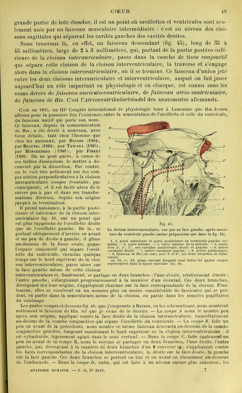 grande partie de leur étendue, il est un point où oreillettes et ventricules sont seu- lement unis par un faisceau musculaire intermédiaire : c’est au niveau des cloi- sons sagittales qui séparent les cavités gauches des cavités droites. Nous trouvons là, en effet, un faisceau descendant (fig. 45), long de 35 à 45 millimètres, large de 2 à 3 millimètres, qui, partant de la partie postéro-infé- rieure de la cloison interauriculaire, passe dans la couche de tissu conjonctif qui sépare cette cloison de la cloison interventriculaire, la traverse et s’engage alors dans la cloison interventriculaire, où il se termine. Ce faisceau d’union jeté entre les deux cloisons interauriculaire et interventriculaire, auquel on fait jouer aujourd’hui un rôle important en physiologie et en clinique, est connu sous les noms divers de faisceau auriculo-ventriculaire, de faisceau atrio-ventricutaire, de faisceau de llis. C’est VAtrioventrikularbündel des anatomistes allemands. C’est en 1895, au Ht» Congrès international de physiologie tenu à Lausanne que IJis Junior affirma pour la première fois l’existence, entre la musculature de l’oreillette et celle du ventricule, du faisceau unilif qui porte son nom. Ce faisceau, depuis la communication de His, a été décrit à nouveau, avec force détails, tant chez l’homme que chez les animaux, par Retzer (1904), par Brxunkt (1904), par Tawarx (1905), par Môngkererg ( 1908 ), par Firket (1908). On ne peut guère, à cause de ses faibles dimensioils, le mettre à dé- couvert par la dissection. Far contre, on le voit très nettement sur des cou- pes sériées perpendiculaires à la cloison interauriculaire [coupes frontales, par conséquent), et il est facile alors de le suivre pas à pas et dans ses transfor- mations diverses, depuis son origine jusqu’à sa terminaison. 11 prend naissance, à la partie posté- rieure et inférieure de la cloison inter- auriculaire fig. 46, sur un point qui est plus rapproché de l’oreillette droite que de l’oreillette gauche. De là, se portant obliquement d’arrière en avant et un peu de droite à gauche, il glisse au-dessous de la fosse ovale, gagne l’espace conjonctif qui sépare l'oreil- lette du ventricule, chemine quelque temps sur le bord supérieur de la cloi- son interventriculaire, passe alors sur la face gauche même de cette cloison interventriculaire et, finalement, se partage en deux branches : l’une droite, relativement étroite ; l’autre gauche, s’élargissant progressivement à la manière d'un éventail. Ces deux branches, divergeant dès leur origine, s’appliquent chacune sur la face correspondante de la cloison. Fina- lement, elles se résolvent en un nombre plus ou moins considérable de fascicules qui se per- dent, en partie dans la musculature même de la cloison, en partie dans les muscles papillaires du voisinage. Les quatre coupes ci-dessous fig. 46, que j’emprunte à Retzer, en les schématisant, nous montrent nettement le faisceau de Dis. tel que je viens de le décrire. — La coupe A nous le montre peu après son origine, appliqué contre la face droite de la cloison interauriculaire, immédiatement au-dessus de la couché conjonctive qui sépare l’oreillette du ventricule. — La coupe B, faite un peu en avant de la précédente, nous montre ce même faisceau descendu au-dessous de la couche conjonctive précitée, longeant maintenant le bord supérieur ae la cloison interventriculaire : il est cylindroïde, légèrement aplati dans le sens vertical. — Dans la coupe C, faite également un peu en avant de la coupe B, nous le voyons se partager en deux branches, l’une droite, l'autre gauche, qui, divergeant à la manière de deux branches d'un V renversé (a), s’appliquent contre les faces correspondantes de la cloison interventriculaire, la droite sur la face di'oite, la gauche sur la face gauche. Ces deux branches se portent en bas et en avant en cheminant au-dessous de l’endocarde. — Dans la coupe D, enfin, qui est faite à un niveau encore plus antérieur, les anatomie humaine. — T. Il, 6® ÉDIT. 7 Fig. 45. La cloison interventriculaire, vue par sa face gauche, après ouver- ture du ventricule gauche (même préparation que dans la fig. 24). 1, 2, paroi antérieure et paroi postérieure du ventricule gauche, éri- gnées. — 3, paroi interne. — 4, valve interne de la mitrale. — 3, aorte, avec 5’, 3”. 5”’, ses valvules postérieure, droite et gauclie. — 6, artère coronaire droite. — 7, artère coronaire gauche. — 8, artère pulmonaire. — 9, faisceau de His [tn rose), avec 9’ et 9”, ses deux branches de bifur- cation. aa, bb, ec, dd, plans suivant lesquels sont faites les quatre coupes représentées dans la ligure suivante (tig. 46j.