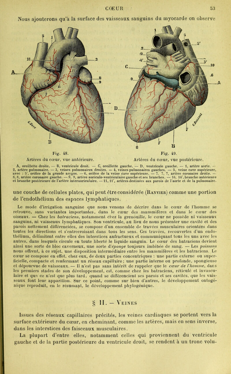 Nous ajouterons qu’à la surface des vaisseaux sanguins du myocarde on observe Fig, 48. Fig. 49. Artères du cœur, vue antérieure. Artères du cœur, vue postérieure. A, oreillette droite. — B, ventricule droit. — C, oreillette gauche. — D, ventricule gauche. — 1, artère aorte. — 2, artère pulmonaire. — 3, veines pulmonaires droites. — 4, veines pulmonaires gauches. — 5, veine cave supérieure, avec : 5’, orifice de la grande azygos. —6, orifice de la veine cave supérieure. — 7. 7, 7, artère coronaire droite. — 8, 8, artère coronaire gauche. — 9, 9, artère auriculo-ventriculaire gauche et ses branches. — 10, 10’, branche antérieure et branche postérieure de l’artère interauriculaire. — 11, H’, artères destinées aux parois de l’aorte et de la pulmonaire. une couche de cellules plates, qui peut être considérée (Ranvier) comme une portion de l’endothélium des espaces lymphatiques. Le mode d’irrigation sanguine que nous venons de décrire dans le cœur de l’homme se retrouve, sans variantes importantes, dans le cœur des mammifères et dans le cœur des oiseaux. — Chez les batraciens, notamment chez la grenouille, le cœur ne possède ni vaisseaux sanguins, ni vaisseaux lymphatiques. Son ventricule, au lieu de nous présenter une cavité et des parois nettement différenciées, se compose d’un ensemble de travées musculaires orientées dans toutes les directions et s’entrecroisant dans tous les sens. Ces travées, recouvertes d’un endo- thélium, délimitent entre elles des interstices anfractueux et communiquant tous les uns avec les autres, dans lesquels circule en toute liberté le liquide sanguin. Le cœur des batraciens devient ainsi une sorte de bloc caverneux, une sorte à'éponge toujours imbibée de sang. — Les poissons nous offrent, à ce sujet, une disposition intermédiaire entre les mammifères et les batraciens. Le cœur se compose en effet, chez eux, de deux parties concentriques ; une partie externe ou super- ficielle, compacte et renfermant un réseau capillaire ; une partie interne ou profonde, spongieuse et dépourvue de vaisseaux. — Il n’est pas sans intérêt de rappeler que le cœur de Vhomme, dans les premiers stades de son développement, est, comme chez les batraciens, réticulé et invascu- laire et que ce n’est que plus tard, quand se différencient ses parois et ses cavités, que les vais- seaux font leur apparition. Sur ce point, comme sur bien d’autres, le développement ontogé- nique reproduit, en le résumapt, le développement phylogénique. § II. — Veines Issues des réseaux capillaires précités, les veines cardiaques se portent vers la surface extérieure du cœur, en cheminant, comme les artères, mais en sens inverse, dans les interstices des faisceaux musculaires. La plupart d’entre elles, notamment celles qui proviennent du ventricule gauche et de la partie postérieure du ventricule droit, se rendent à un tronc volu-
