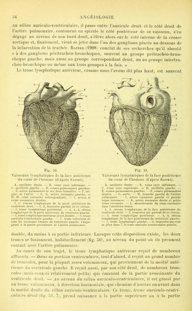 au sillon auriculo-ventriculaire, il passe entre l’auricule droit et le côté droit de l’artère pulmonaire, contourne en spirale le côté postérieur de ce vaisseau, s’en dégage au niveau de son bord droit, s’élève alors sur le côté interne de la crosse aortique et, finalement, vient se jeter dans l’un des ganglions placés au-dessous de la bifurcation de la trachée. Rainer (1908) conclut de ses recherches qu’il aboutit « à des ganglions péritrachéo-bronchiques, souvent au groupe prétrachéo-bron- chique gauche, mais aussi au groupe correspondant droit, ou au groupe intertra- chéo-bronchique ou même aux trois groupes à la fois. » Le tronc lymphatique antérieur, comme nous l’avons dit plus haut, est souvent Fig. 50. Yaisseau.x lymphatiques de la lace antérieure du cœur de riiomme (d’après 8.\iu>ey). A, oreilletle droite. — B, veine cave inférieure. — C, oreillette gauche. — Ü, veines pulmonaires gauches. — E, artère pulmonaire et ses deux branches. — F, ori- gine de l’aorte. — G, G, artère coronaire gauche. — II, H, veine coronaire correspondante. — I, artère et veine coronaires droites. 1, 1, réseau lymphatique de la paroi antérieure du ventricule droit. — 2, troncules partant de ce réseau. — 3, tronc lymphatique postérieur. — 4. 4, 4, réseau lymphati({ue de la paroi antérieure du ventricule gauclie. — 5, tronc lymphatique antérieur (il est double i. — G, tronc auriculo-ventriculaire gauche. — 7, tronc collecteur de tous les vaisseaux émanés du ventricule gauche, s’enga- geant à la partie postérieure de l'artère pulmonaire. Fig. ol. Vaisseaux lymphatiques de la face postérieure du cœur de l’homme (d’après Sappey). A, oreillette droite. — B, veine cave inférieure. — C, veine cave supérieure. — D, oreillette gauche. — E, veines pulmonaires gauches. — F, veines pulmonaires droites. — G, aorte. — H, branche gauche de l’artère pulmonaire. — I, artère coronaire gauche et grande veine coronaire. — Iv, artère coronaire droite et petite veine coronaire. —L, abouchement du sinus coronaire dans Forcillctte droite. 1, 1, réseau lymphalifjue de la face postérieure du ventricule droit. — 2, troncules qui parlent de ce réseau. — 3, tronc lynq)hati<|ue postérieur. — 4, 4, réseau lymphatique de la face postérieure du ventricule gauche. — 3, tronc lymphatique gauche. — 6, troncules qui vont se jeter dans 7, le tronc auriculo-ventriculaire gauche. double, du moins à sa partie inférieure. Lorsque cette disposition existe, les deux troncs se fusionnent, habituellement (fig. oOj, au niveau du point où ils prennent contact avec l’artère pulmonaire. Au cours de son trajet, le tronc lymphatique antérieur reçoit de nombreux affluents. — Dans sa portion ventriculaire, tout d’abord, il reçoit un grand nombre de troncules, pour la plupart assez volumineux, qui proviennent de la moitié anté- rieure du ventricule gauche. 11 reçoit aussi, par son côté droit, de nombreux tron- cules (mais ceux-ci relativement petits; qui émanent de la partie avoisinante du ventricule droit. — Au niveau du sillon auriculo-ventriculaire, il est grossi par un tronc volumineux, à direction horizontale, qui chemine d’arrière en avant dans la moitié droite du sillon auriculo-ventriculaire. Ce tronc, tronc auriculo-ventri- culaire droit ol, 7j, prend naissance à la partie supérieure ou h la partie