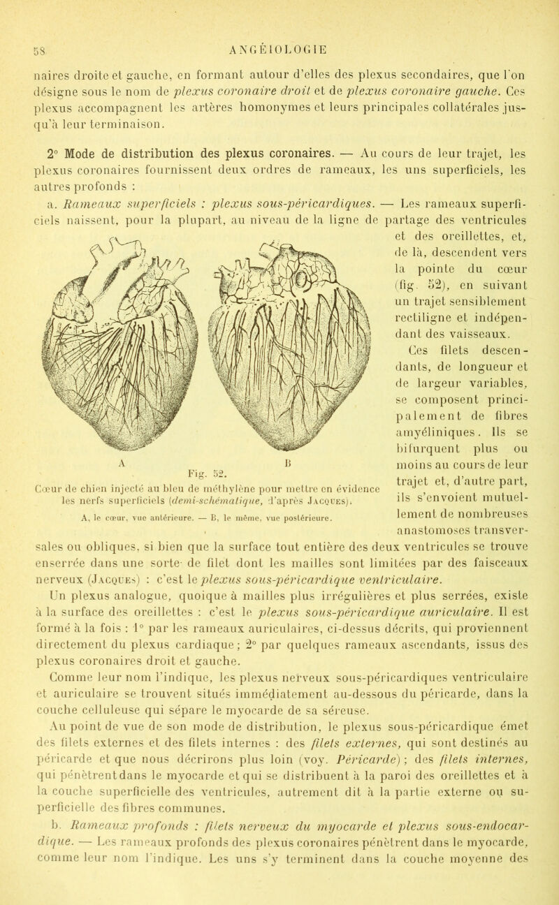 naires droite et gauche, en formant autour d’elles des plexus secondaires, que Ton désigne sous le nom de plexus coronaire droit et de plexus coronaire gauche. Ces plexus accompagnent les artères homonymes et leurs principales collatérales jus- qu’à leur terminaison. 2° Mode de distribution des plexus coronaires. — Au cours de leur trajet, les plexus coronaires fournissent deux ordres de rameaux, les uns superficiels, les autres profonds ; a. Rameaux superficiels : plexus sous-péricardiques. — Les rameaux superfi- ciels naissent, pour la plupart, au niveau de la ligne de partage des ventricules sales ou obliques, si bien que la surface tout entière des deux ventricules se trouve enserrée dans une sorte- de filet dont les mailles sont limitées par des faisceaux nerveux (Jacques) : c’est \q plexus sous-péricardique venlriculaire. Un plexus analogue, quoique à mailles plus irrégulières et plus serrées, existe à la surface des oreillettes : c’est le plexus sous-péricardique auriculaire. Il est formé à la fois : 1® par les rameaux auriculaires, ci-dessus décrits, qui proviennent directement du plexus cardiaque; 2® par quelques rameaux ascendants, issus des plexus coronaires droit et gauche. Comme leur nom l’indique, les plexus nerveux sous-péricardiques ventriculaire et auriculaire se trouvent situés immédiatement au-dessous du péricarde, dans la couche celluleuse qui sépare le myocarde de sa séreuse. Au point de vue de son mode de distribution, le plexus sous-péricardique émet des filets externes et des filets internes : des filets externes, qui sont destinés au péricarde et que nous décrirons plus loin (voy. Péricarde) ; des filets internes, qui pénètrent dans le myocarde et qui se distribuent à la paroi des oreillettes et à la couche superficielle des ventricules, autrement dit à la partie externe ou su- perficielle des fibres communes. b. Rameaux profonds : filets nerveux du myocarde et plexus sous-endocar- dique. — Les rameaux profonds des plexus coronaires pénètrent dans le myocarde, comme leur nom l’indique. Les uns s’y terminent dans la couche moyenne des et des oreillettes, et, de là, descendent vers la pointe du cœur (fig. 52), en suivant un trajet sensiblement rectiligne et indépen- dant des vaisseaux. Fig. 52. Cœur de chien injecté au bleu de méthylène pour mettre en évidence les nerfs superficiels [demi-schématique, d’après J.vcques); A, le cœur, vue antérieure. — B, le môme, vue postérieure. A Ces filets descen- dants, de longueur et de largeur variables, se composent princi- palement de fibres amyéliniques. Ils se bifurquent plus ou moins au cours de leur trajet et, d’autre part, ils s’envoient mutuel- lement de nombreuses anastomoses transver-