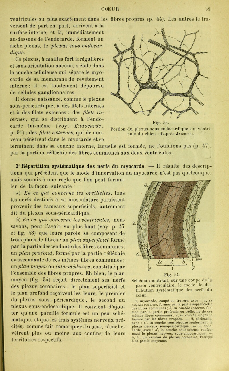 ventricules ou plus exactement dans les fibres propres (p. 44). Les autres le tra- versent de part en part, arrivent à la surface interne, et là, immédiatement au-dessous de l’endocarde, forment un riche, plexus, le plexus sous-endocar- dique. Ce plexus, à mailles fort irrégulières et sans orientation aucune, s’étale dans la couche celluleuse qui sépare le myo- carde de sa membrane de revêtement interne ; il est totalement dépourvu de cellules ganglionnaires. Il donne naissance, comme le plexus sous-péricardique, à des filets internes et à des filets externes : des fllels in- ternes, qui se distribuent à l’endo- carde lui-même (voy. Endocarde, p. 91) ; des filets externes, qui de nou- veau pénètrent dans le myocarde et se terminent dans sa couche interne, laquelle est formée, ne l’oublions pas (p. 47j, par la portion réfléchie des fibres communes aux deux ventricules. Portion du plexus sous-endocardique du,ventri- cule du chien (d’après Jacques). 3° Répartition systématique des nerfs du myocarde. — Il résulte des descrip- tions qui précèdent que le mode d’innervation du myocarde n’est pas quelconque, mais soumis à une règle que l’on peut formu- ler de la façon suivante a) En ce qui concerne les oreillettes, tous les nerfs destinés à sa musculature paraissent provenir des rameaux superficiels, autrement dit du plexus sous-péricardique, P) En ce qui concerne les ventricules, nous savons, pour l’avoir vu plus haut (voy. p. 47 et fig. 43) que leurs parois se composent de trois pians de fibres : un plan superficiel formé par la partie descendante des fibres communes; un plan profo7id, formé par la partie réfléchie ou ascendante de ces mêmes fibres communes ; wiiplan moyen ou intermédiaire, constitué par l’ensemble des fibres propres. Eh bien, le plan moyen (fig. 54) reçoit directement ses nerfs des plexus coronaires; le plan superficiel et le plan profond reçoivent les leurs, le premier duplexas sous - péricardique , le second du plexus sous-endocardique. 11 convient d’ajou- ter qu’une pareille formule est un peu sché- matique, et que les trois systèmes nerveux pré- cités, comme fait remarquer Jacques, s’enche- vêtrent plus ou moins aux confins de leurs territoires respectifs. 1 Fig. 54. Schéma montrant, sur une coupe de la paroi ventriculaire, le mode de dis- tribution systématique des nerfs du cœur. 1, myocarde, coupé en travers, avec : a, sa couche externe, formée parla partie superficielle des fibres communes ; b, sa couche interne, for- mée par la partie profonde ou réfléchie de ces mêmes fibres communes ; c, sa couche moyenne formée par les fibres propres. — 2, péricarde, avec ; 2’, sa couche sous-séreuse renfermant le plexus nerveux sous-péricardique. — 3, endo- carde, avec : 3’, la couche sous-séreuse renfer- mant le plexus nerveux sous-endocardique. — 4, 4’, un rameau du plexus coronaire, réséqué à sa partie moyenne.