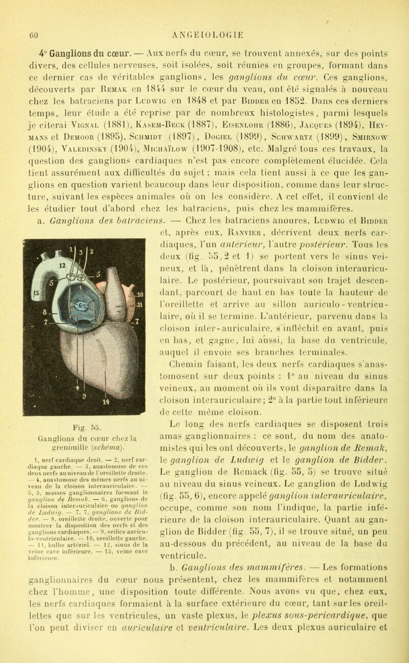 4° Ganglions du cœur. — Aux nerfs du cœur, se trouvent annexés, sur des points divers, des cellules nerveuses, soit isolées, soit réunies en groupes, formant dans ce dernier cas de véritables ganglions, les ganglions du cœur. Ces ganglions, découverts par Remak en 1844 sur le cœur du veau, ont été signalés à nouveau chez les batraciens par Ludwig en 1848 et par Biddeu en 1852. Dans ces derniers temps, leur étude a été reprise par de nombreux histologistes, parmi lesquels je citerai Vignal (1881), Kasem-Beck (1887), Eisenlohr (1886), Jacques (1894), IIey- MANS et Demoor (1895), Schmidt (1897), Dogiel (1899), Schwartz (1899), Smirnow (1904), Valedinsky (1904), Michaïlow (1907-1908), etc. Malgré tous ces travaux, la question des ganglions cardiaques n’est pas encore complètement élucidée. Gela tient assurément aux difficultés du sujet ; mais cela tient aussi à ce que les gan- glions en question varient beaucoup dans leur disposition, comme dans leur struc- ture, suivant les espèces animales où on les considère. A cet effet, il convient de les étudier tout d’abord chez les batraciens, puis chez les mammifères. a. Ganglions des batraciens. — Chez les batraciens anoures, Ludwig et Bidder et, après eux, Banvier, décrivent deux nerfs car- diaques, l’un antérieur, VdiWivQ postérieur. Tous les deux (fig. 55,2 et 1) se portent vers le sinus vei- neux, et là, pénètrent dans la cloison interauricu- laire. Le postérieur, poursuivant son trajet descen- dant, parcourt de haut en bas toute la hauteur de l’oreillette et arrive au sillon auriculo - ventricu- laire, oii il se termine. L’antérieur, parvenu dans la cloison inter-auriculaire, s’inlléchit en avant, puis en bas, et gagne, lui aussi, la base du ventricule, auquel il envoie ses branches terminales. Chemin faisant, les deux nerfs cardiaques s’anas- tomosent sur deux points : D au niveau du sinus veineux, au moment où ils vont disparaître dans la cloison interauriculaire; 2® à la partie tout inférieure de cette même cloison. Le long des nerfs cardiaques se disposent trois amas ganglionnaires : ce sont, du nom des anato- mistes qui les ont découverts, le ganglion de Remak, le ganglion de Ludivig et le ganglion de Bidder. Le ganglion de Bemack (fig. 55, 5) se trouve situé au niveau du sinus veineux. Le ganglion de Ludwig (fig. 55, 6), encore appelé ganglion interauriculaire, occupe, comme son nom l’indique, la partie infé- rieure de la cloison interauriculaire. Quant au gan- glion de Bidder (fig. 55, 7), il se trouve situé, un peu au-dessous du précédent, au niveau de la base du ventricule. b. Ganglions des mammifères. — Les formations ganglionnaires du cœur nous présentent, chez les mammifères et notamment chez l’homme, une disposition toute différente. Nous avons vu que, chez eux, les nerfs cardiaques formaient à la surface extérieure du cœur, tant sur les oreil- lettes que sur les ventricules, un vaste plexus, le plexus sous-péricardique, que l’on peut diviser en auriculaire et ventriculaire. Les deux plexus auriculaire et Fig. .^5. Ganglions du cœur chez la grenouille [schéma). 1, nerf cardiaque droit. — 2, nerf car- diaque gauche. — 3, anastomose de ces deux nerfs au niveau de l'oreillette droite. — 4, anastomose des mêmes nerfs au ni- veau de la cloison interauriculaire. — 5, 5, masses ganglionnaires formant le (janf/lion de liemak. — 6, ganglions de la cloison interauriculaire ou (janrjlion de LudwHj. — 7, 7, (janrjlions de Bid- der. — 8, oreillette droite, ouverte pour montrer la disposition des nerfs et des ganglions cardiaques. — 9, orifice auricu- lo-ventriculaire. — 10, oreillette gauche. — Il, bulbe artériel. — li. sinus de la veine cave inférieure. — 13, veine cave inférieure.