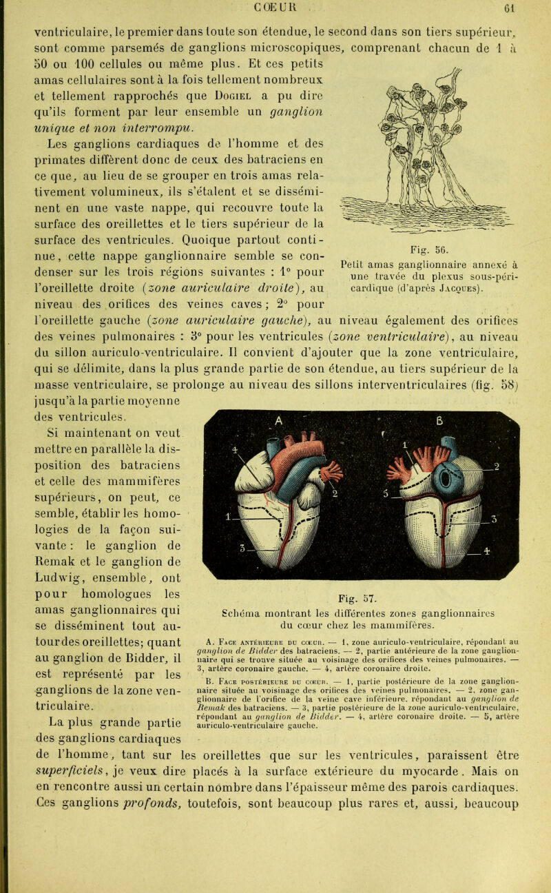 Fig. 56. inglioniic une travée du plexus sous-péri- cardique (d’après Jacques). ventriculaire, le premier dans toute son étendue, le second dans son tiers supérieur,, sont comme parsemés de ganglions microscopiques, comprenant chacun de 1 à oO ou 100 cellules ou même plus. Et ces petits amas cellulaires sont à la fois tellement nombreux et tellement rapprochés que Dogiel a pu dire qu’ils forment par leur ensemble un ganglion unique et non interrompu. Les ganglions cardiaques de l’homme et des primates diffèrent donc de ceux des batraciens en ce que, au lieu de se grouper en trois amas rela- tivement volumineux, ils s’étalent et se dissémi- nent en une vaste nappe, qui recouvre toute la surface des oreillettes et le tiers supérieur de la surface des ventricules. Quoique partout conti- nue, cette nappe ganglionnaire semble se con- denser sur les trois régions suivantes : 1° pour l’oreillette droite {zone auriculaire droite), au niveau des orifices des veines caves; 2° pour l’oreillette gauche {zone auriculaire gauche), au niveau également des orifices des veines pulmonaires : 3° pour les ventricules {zone ventriculaire), au niveau du sillon auriculo-ventriculaire. Il convient d’ajouter que la zone ventriculaire, qui se délimite, dans la plus grande partie de son étendue, au tiers supérieur de la masse ventriculaire, se prolonge au niveau des sillons interventriculaires (fig. 58j jusqu’à la partie moyenne des ventricules. Si maintenant on veut, mettre en parallèle la dis- position des batraciens et celle des mammifères supérieurs, on peut, ce semble, établir les homo- logies de la façon sui- vante : le ganglion de Remak et le ganglion de Ludwig, ensemble, ont pour homologues les amas ganglionnaires qui se disséminent tout au- tour des oreillettes; quant au ganglion de Bidder, il est représenté par les ganglions de la zone ven- triculaire. La plus grande partie des ganglions cardiaques de l’homme, tant sur les oreillettes que sur les ventricules, paraissent être super ficieU, veux dire placés à la surface extérieure du myocarde. Mais on en rencontre aussi un certain nombre dans l’épaisseur même des parois cardiaques. Ces ganglions profonds, toutefois, sont beaucoup plus rares et, aussi, beaucoup Fig. 57. Schéma montrant les différentes zones ganglionnaires du cœur chez les mammifères. A. Face antérieure du cœuR. — 1, zone auriculo-ventriculaire, répondant au ganglion de Bidder des batraciens. — 2, partie antérieure de la zone ganglion- naire qui se trouve située au voisinage des orifices des veines pulmonaires. — 3, artère coronaire gauche. — 4, artère coronaire droite. B. Face postérieure du coeur. — 1, partie postérieure de la zone ganglion- naire située au voisinage des orifices des veines pulmonaires. — 2, zone gan- glionnaire de l’orifice de la veine cave inférieure, répondant au ganglion de liemak des batraciens. — 3, partie postérieure de la zone auriculo-ventriculaire, répondant au ganglion de Bidder. — 4, artère coronaire droite. — 5, artère auriculo-ventriculaire gauche.