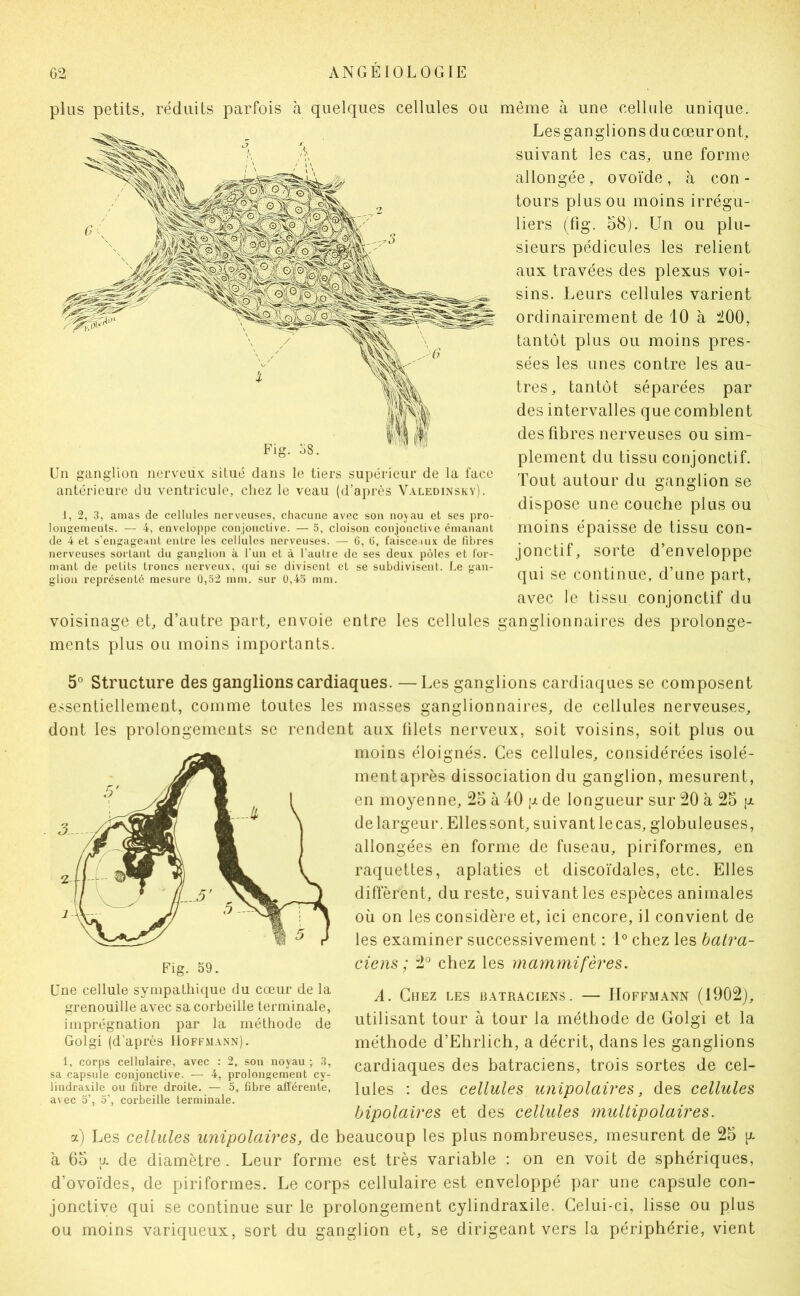 plus petits, réduits parfois à quelques cellules ou Un ganglion nerveii.x; situé dans le tiers supérieur de la face antérieure du ventricule, chez le veau (d’après Valedinsky). 1, 2, 3, amas de cellules nerveuses, chacune avec son noyau et ses pro- longements. — 4, enveloppe conjonctive. — 5, cloison conjoucti\e émanant de 4 et s’engageant entre les cellules nerveuses. — 6, ü, l’aisce uix de fibres nerveuses sortant du ganglion à l’un et à l’autre de ses deux pôles et Cor- mant de petits troncs nerveux, qui se divisent et se subdivisent. Le gan- glion représenté mesure 0,52 mm. sur 0,45 mm. voisinage et, d’autre part, envoie entre les cellules ments plus ou moins importants. même à une cellule unique. Lesganglionsducœuront, suivant les cas, une forme allongée, ovoïde, à con- tours plus ou moins irrégu- liers (fig. 58). Un ou plu- sieurs pédicules les relient aux travées des plexus voi- sins. Leurs cellules varient ordinairement de 10 à 200, tantôt plus ou moins pres- sées les unes contre les au- tres, tantôt séparées par des intervalles que comblent des fibres nerveuses ou sim- plement du tissu conjonctif. Tout autour du ganglion se dispose une couche plus ou moins épaisse de tissu con- jonctif, sorte d’enveloppe qui se continue, d’une part, avec le tissu conjonctif du ganglionnaires des prolonge- 5° Structure des ganglions cardiaques. —Les ganglions cardiaques se composent essentiellement, comme toutes les masses ganglionnaires, de cellules nerveuses, dont les prolongements se rendent aux (ilets nerveux, soit voisins, soit plus ou moins éloignés. Ces cellules, considérées isolé- mentaprès dissociation du ganglion, mesurent, en moyenne, 25 à 40 p de longueur sur 20 à 25 p de largeur. Ellessont, suivant lecas, globuleuses, allongées en forme de fuseau, piriformes, en raquettes, aplaties et discoïdales, etc. Elles diffèrent, du reste, suivant les espèces animales où on les considère et, ici encore, il convient de les examiner successivement : 1° chez les batra- ciens ; 2^ chez les mammifères. A. Chez les batraciens. — PIoffmann (1902), utilisant tour à tour la méthode de Golgi et la méthode d’Ehrlich, a décrit, dans les ganglions cardiaques des batraciens, trois sortes de cel- lules : des cellules unipolaires, des cellules bipolaires et des cellules multipolaires. a) Les cellules unipolaires, de beaucoup les plus nombreuses, mesurent de 25 [r à 65 U. de diamètre. Leur forme est très variable : on en voit de sphériques, d’ovoïdes, de piriformes. I^e corps cellulaire est enveloppé par une capsule con- jonctive qui se continue sur le prolongement cylindraxile. Celui-ci, lisse ou plus ou moins variqueux, sort du ganglion et, se dirigeant vers la périphérie, vient Une cellule sympathique du cœur de la grenouille avec sa corbeille terminale, imprégnation par la méthode de Golgi (d’après 11off.mann). 1, corps cellulaire, avec : 2, sou noyau ; 3, sa capsule conjonctive. — 4, prolongement cy- linclraxile ou fibre droite. — 5, fibre afférente, a\ ec o’, 5’, corbeille terminale.