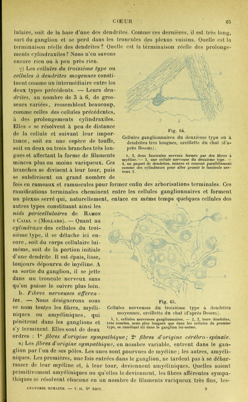lulaire, soit de la base d’une des dendrites. Gorrime ces dernières, il est très long, sort du ganglion et se perd dans les troncules des plexus voisins. Quelle est la terminaison réelle des dendrites? Quelle est la terminaison réelle des prolonge- ments cylindraxiles? Nous n’en savons encore rien ou à peu près rien. y) Les cellules du troisième type ou cellules à dendrites moyennes consti- tuent comme un intermédiaire entre les deux types précédents. — Leurs den- drites, au nombre de 3 à 6, de gros- seurs .variées, ressemblent beaucoup, comme celles des cellules précédentes, à des prolongements cylindraxiles. Elles ((' se résolvent à peu de distance de la cellule et suivant leur impor- tance, soit en une espèce de touffe, soit en deux ou trois branches très lon- gues et affectant la forme de filaments minces plus ou moins variqueux. Ces branches se divisent à leur tour, puis Cellules ganglionnaires du deuxième type ou à dendrites très longues, oreillette du chat (d’a- près Dogiel) . 1, 2, deux fascicules nerveux formés par des fibres à myéline.— 3, une cellule nerveuse du deuxième type. — 4, un paquet de dendrites, minces et courant parallèlement comme des cylindraxes pour aller grossir le fascicule ner- veux 2. . se subdivisent un grand nombre de fois en rameaux et ramuscules pour former enfin des arborisations terminales. Ces ramifications terminales cheminent entre les cellules ganglionnaires et forment un plexus serré qui, naturellement, enlace en même temps quelques cellules des autres types constituant ainsi les nids péricellulaires de Ramon Y Gajal )) (Mollard). — Quant au cylindraxe des cellules du troi- sième type, il se détache ici en- core , soit du corps cellulaire lui- même, soit de la portion initiale d’une dendrite. Il est épais, lisse, toujours dépourvu de 'myéline. A sa sortie du ganglion, il se jette dans un troncule nerveux sans qu’on puisse le suivre plus loin. b. Fibres neroeuses afféren- tes. — Nous désignerons sous ce nom toutes les fibres, myéli- niques ou amyéliniques, qui pénètrent dans les ganglions et s’y terminent. Elles sont de deux ordres : 1® fibres d'origine sympathique; 2° fibres d'origine cérébro-spinale. a) Les fibres d'origine sympathique, en nombre variable, entrent dans le gan- glion par l’un de ses pôles. Les unes sont pourvues de myéline; les autres, amyéli- niques. Les premières, une fois entrées dans le ganglion, ne tardent pas à se débar- rasser de leur myéline et, à leur tour, deviennent amyéliniques. Quelles soient primitivement amyéliniques ou qu’elles le deviennent, les fibres afférentes sympa- thiques se résolvent chacune en un nombre de filaments variqueux très fins, les- ANATOMIE HUMAINE. — T. II, 6® ÉDIT. 9 Fig. 65. Cellules nerveuses du troisième type à dendrites moyennes, oreillette du chat (d’après Dogiel). 1, 1, cellules nerveuses ganglionnaires. — 2,2, leurs dendrites, très courtes, mais plus longues que dans les cellules du premier type, se ramifiant ici dans le ganglion lui-même.