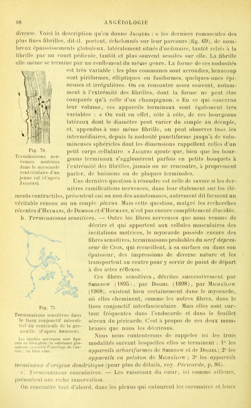 TU. Terminaisons ner- veuses motrices dans le myocarde ventriculaire d’un jeune rat (d'après Jacques). diverse. Voici la description qu’en donne Jacques : « les derniers ramuscules des plus fines fibrilles, dit-il, portent, échelonnés sur leur parcours (fig. 69), de nom- breux épaississements globuleux, latéralement situés d’ordinaire, tantôt reliés à la librille par un court pédicule, tantôt ot plus souvent sessiles sur elle. La fibrille elle-même se termine par un renflement du même genre. La forme de ces nodosités est très variable : les plus communes sont arrondies, beaucoup sont piriformes, elliptiques ou fusiformes, quelques-unes épi- neuses et irrégulières. On en rencontre assez souvent, notam- ment à l’extrémité des fibrilles, dont la forme ne peut être comparée qu’à celle d’un champignon. » En ce qui concerne leur volume, ces appareils terminaux sont également très variables : « On voit en elfet, côte à côte, de ces bourgeons latéraux dont le diamètre peut varier du simple au décuple, et, appendus à une même fibrille, on peut observer tous les intermédiaires, depuis la nodosité punctiforme jusqu’à de volu- mineuses sphéricles dont les dimensions rappellent celles d’un petit corps cellulaire. » Jacques ajoute que, bien que les bour- geons terminaux s’agglomèrent parfois en petits bouquets à l’extrémité des fibrilles, jamais on ne rencontre, à proprement parler, de buissons ou de plaques terminales. Une dernière question à résoudre est celle de savoir si les der- nières ramilications nerveuses, dans leur étalement sur les élé- ments contractiles, présentent oui ou non des anastomoses, autrement dit forment un véritable réseau ou un simple plexus. Mais cette question, malgré les recherches récentes d’HEYMANS, deDEMOon etd’lloFMANx, n’est pas encore complètement élucidée. b. Terminaisons sensitioes. — Outre les fibres nerveuses que nous venons de décrire et qui apportent aux cellules musculaires des incitations motrices, le myocarde possède encore des fibres sensitives, terminaisons probables du nerf dépres- seur de Cvox, qui recueillent, à sa surface ou dans son épaisseur, des impressions de diverse nature et les transportent au centre pour y servir de point de départ à des actes réflexes. X Ces fibres sensitives, décrites successivement par Smirxow (1895), par Uogiel (1898), par Michaïlüw (1908), existent bien certainement dans le myocarde, où elles cheminent, comme les autres fibres, dans le tissu conjonctif interfasciculaire. Mais elles sont sur- tout fréquentes dans l’endocarde et dans le feuillet séreux du péricarde. C’est à propos de ces deux mem- branes que nous les décrirons. Nous nous contenterons de rappeler ici les trois modalités suivant lesquelles elles se terminent : U les appareils arhoriformes de Smirxow et de Do(jiel; les appareils en peloton de Michaïlow ; 3° les appareils terminaux d'origine dendritique (pour plus de détails, voy. I^éricarde, p. 86). c. Terminaisons vasculaires. — Les vaisseaux du cœur, ici comme ailleurs, présentent une riche innervation. On rencontre tout d’abord, dans les plexus qui entourent les coronaires et Icirrs tZ Fig. 71. Terminaisons sensitives dans le tissu conjonctif intersti- tiel du ventricule de la gre- nouille (d’après Smirnow) . Les fibrilles nerveuses sont figu- rées en bleu plein : la substance gra- nuleuse [sensible Unterlage de l'au- teur), en bleu clair.