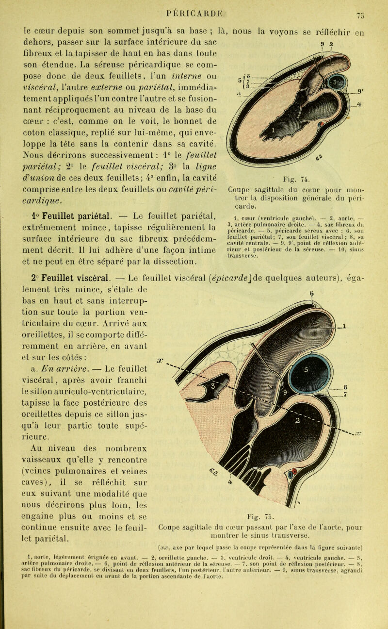 9 2 le cœur depuis son sommet jusqu’à sa base ; là, nous la voyons se réfléchir en dehors, passer sur la surface intérieure du sac fibreux et la tapisser de haut en bas dans toute son étendue. La séreuse péricardique se com- pose donc de deux feuillets, l’un interne ou viscéral, l’autre externe ou pariétal, immédia- tement appliqués l’un contre l’autre et se fusion- nant réciproquement au niveau de la base du cœur : c’est, comme on le voit, le bonnet de coton classique, replié sur lui-même, qui enve- loppe la tête sans la contenir dans sa cavité. Nous décrirons successivement : 1® le feuillet pariétal; 2° le feuillet viscéral; la ligne d’union &Q ces deux feuillets; 4® enfin, la cavité comprise entre les deux feuillets ou cavité péri- cardique. 1° Feuillet pariétal. — Le feuillet pariétal, extrêmement mince, tapisse régulièrement la surface intérieure du sac fibreux précédem- ment décrit. Il lui adhère d’une façon intime et ne peut en être séparé parla dissection. Fig. 74. Coupe sagittale du cœur pour mon- trer la disposition générale du péri- carde. 1, cœur (ventricule gauche). — 2, aorte. — 3, artère pulmonaire droite. — 4, sac fibreux, du péricarde. — 5. j)éricarde séreux avec : 6. sou feuillet pariétal; 7, son feuillet viscéral; 8, sa cavité centrale. — 9, 9’, point de réflexion anté- rieur et postérieur de la séreuse. —: 10, sinus transverse. 2° Feuillet viscéral. Le feuillet viscéral de quelques auteurs), éga- lement très mince, s’étale de bas en haut et sans interrup- tion sur toute la portion ven- triculaire du cœur. Arrivé aux oreillettes, il se comporte diffé- remment en arrière, en avant et sur les côtés : a. En arrière. — Le feuillet viscéral, après avoir franchi le sillon auriculo-ventriculaire, tapisse la face postérieure des oreillettes depuis ce sillon jus- qu’à leur partie toute supé- rieure. Au niveau des nombreux vaisseaux qu’elle y rencontre (veines pulmonaires et veines caves), il se réfléchit sur eux suivant une modalité que nous décrirons plus loin, les engaine plus ou moins et se continue ensuite avec le feuil- let pariétal. X Fig. 7o. Coupe sagittale du cœur passant par l’axe de Taorte, pour montrer le sinus transverse. (æx, axe par lequel passe la coupe représentée dans la figure suivante) 1, aorte, légèrement érignée en avant. — 2, oreillette gauclie. — 3, ventricule droit. — 4, ventricule gauclie. — 5, artère pulmonaire droite. — 6, point de réflexion antérieur de la séreuse. — 7. son point de réflexion postérieur. — 8, sac fibreux du péricarde, se divisant en deux feuillets, l’un postérieur, l'aulrc antérieur. — 9, sinus transverse, agrandi par suite du déplacement en avant de la portion ascendante de l'aorte.