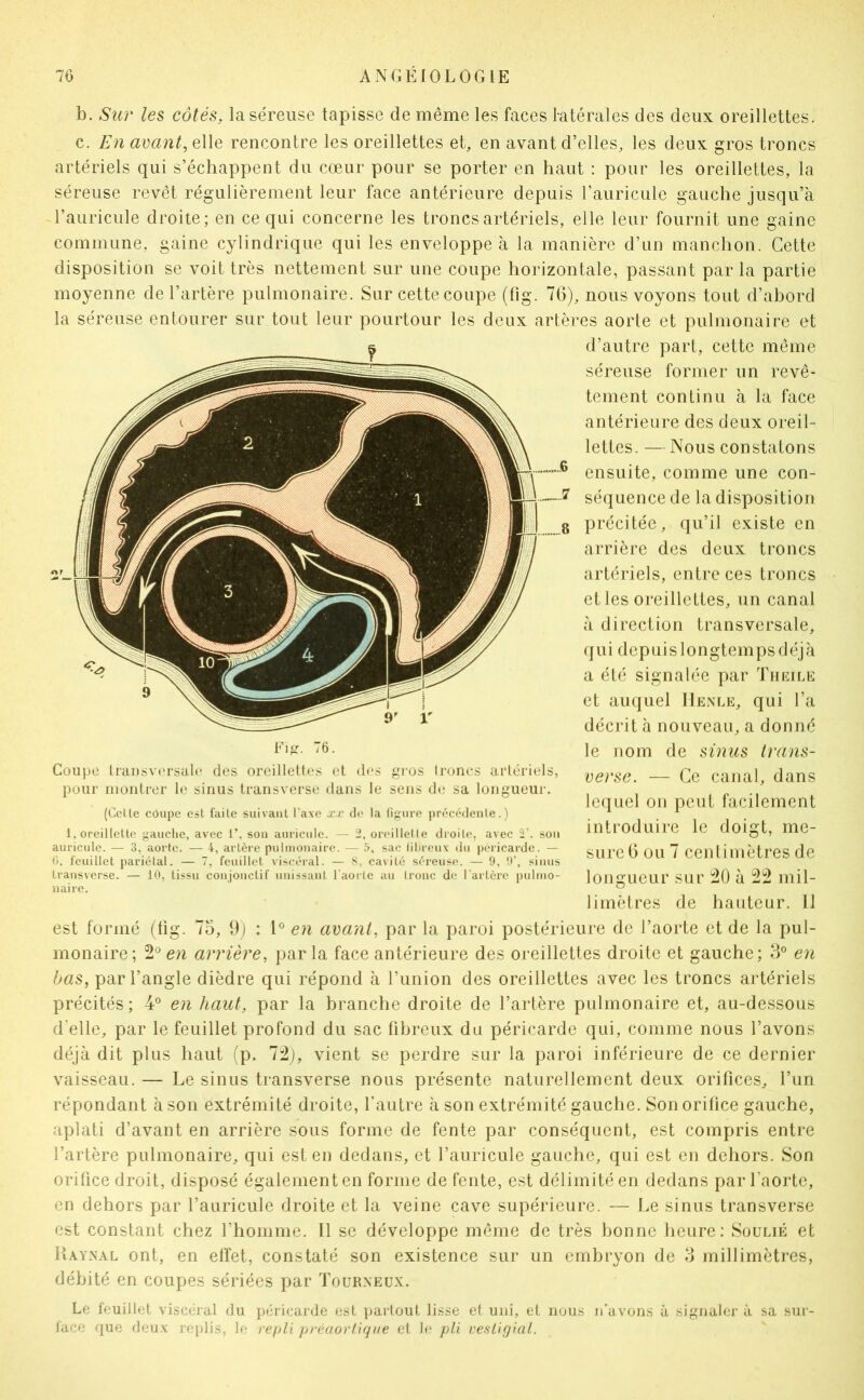 b. Sic?' les côtés, la séreuse tapisse de même les faces latérales des deux oreillettes. c. En avant, elle rencontre les oreillettes et, en avant d’elles, les deux gros troncs artériels qui s’échappent du cœur pour se porter en haut : pour les oreillettes, la séreuse revêt régulièrement leur face antérieure depuis l’auricule gauche jusqu’à l’auriciile droite; en ce qui concerne les troncs artériels, elle leur fournit une gaine commune, gaine cylindrique qui les enveloppe à la manière d’un manchon. Cette disposition se voit très nettement sur une coupe horizontale, passant par la partie moyenne de l’artère pulmonaire. Sur cette coupe (fig. 76), nous voyons tout d’abord la séreuse entourer sur tout leur pourtour les deux artères aorte et pulmonaire et d’autre part, cette même séreuse former un revê- tement continu à la face antérieure des deux oreil- lettes. — Nous constatons ensuite, comme une con- séquence de la disposition précitée, qu’il existe en arrière des deux troncs artériels, entre ces troncs et les oreillettes, un canal à direction transversale, qui depuis longtemps déjà a été signalée par Theile et auquel IIenle, qui l’a décrit à nouveau, a donné le nom de sinus h'ans- verse. — Ce canal, dans lequel on peut facilement introduire le doigt, me- sure 6 ou 7 centimètres de longueur sur ^0 à mil- limètres de hauteur, il est formé (tig. 75, 9) : l® en avant, par la paroi postérieure de l’aorte et de la pul- monaire; 2^ en annèi'e, par la face antérieure des oj'eilletles droite et gauche; 3° en bas, par l’angle dièdre qui répond à l’union des oreillettes avec les troncs artériels précités; 4° en haut, par la branche droite de l’artère pulmonaire et, au-dessous d’elle, par le feuillet profond du sac fibreux du péricarde qui, comme nous l’avons déjà dit plus haut (p. 72;, vient se perdre sur la paroi inférieure de ce dernier vaisseau. — Le sinus transverse nous présente naturellement deux orifices, l’un répondant à son extrémité droite, l’autre à son extrémité gauche. Son orifice gauche, aplati d’avant en arrière sous forme de fente par conséquent, est compris entre l’artère pulmonaire, qui est en dedans, et l’auricule gauche, qui est en dehors. Son orifice droit, disposé également en forme de fente, est délimité en dedans par l’aorte, en dehors par l’auricule droite et la veine cave supérieure. — Le sinus transverse est constant chez rhonime. Il se développe même de très bonne heure: Soulié et lî.^.YXAL ont, en effet, constaté son existence sur un embryon de 3 millimètres, débité en coupes sériées par Tourneux. Le feuillet viscéral du péricarde est partout lisse et uni, et nous n'avons à sij^naler à sa sur- face que deux replis, le repli préaorlique et le pli vestigial. Coupe lransv('rsal(‘ des oreillettes et des gros troncs artériels, pour montrer le sinus transverse dans le sens d(.- sa longueur. (Celle côupe est faite suivant l’axe xx de la figure précédenle.) 1, oreillette gauche, avec T, sou auricule. — 2. oreillelle dioile, avec 2’. sou auricule. — 3, aorte. — 4, artère pulnioiiairi;. — 5, sac lihreux du péricarde. — G. feuillet pariélal. — T, feuillet viscéral. — S, cavité séreuse. — 9, 9’, siuus trausverse. — 10, tissu coujouclif unissant l'aorte au tronc de l'artère pulmo- naire.