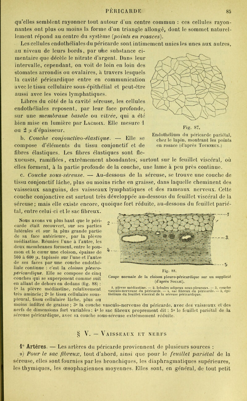 qu’elles semblent rayonner tout autour d’un centre commun : ces cellules rayon- nantes ont plus ou moins la forme d’un triangle allongé, dont le sommet naturel- lement répond au centre du système {points en rosaces). Les cellules endothéliales du péricarde sont intimement unies les unes aux autres, au niveau de leurs bords, par uhe substance ci- mentaire que décèle le nitrate d’argent. Dans leur intervalle, cependant, on voit de loin en loin des stomates arrondis ou ovalaires, à travers lesquels la cavité péricardique entre en communication avec le tissu cellulaire sous-épithélial et peut-être aussi avec les voies lymphatiques. Libres du côté de la cavité séreuse, les cellules endothéliales reposent, par leur face profonde, sur une membrane basale ou vitrée, qui a été bien mise en lumière par Laguoix. Elle mesure 1 ou 2 ;jL d’épaisseur. b. Couche conjonclivo-élastique. — Elle se compose d’éléments du tissu conjonctif et de fibres élastiques. Les fibres élastiques sont fle- xueuses, ramifiées, extrêmement abondantes; surtout sur le feuillet viscéral, où elles forment, à la partie profonde de la couche, une lame à peu près continue. Fig. 87. Endothélium du péricarde pariétal, chez le lapin, montrant les points en rosace (d’après Tourneux.) c. Couche sous-séreuse. — Au-dessous de la séreuse, se trouve une couche de tissu conjonctif lâche, plus ou moins riche en graisse, dans laquelle cheminent des vaisseaux sanguins, des vaisseaux lymphatiques et des rameaux nerveux. Cette couche conjonctive est surtout très développée au-dessous du feuillet viscéral de la séreuse; mais elle existe encore, quoique fort réduite, au-dessous du feuillet parié- tal, entre celui-ci et le sac fibreux. Nous avons vu plus haut que le péri- carde était recouvert, sur ses parties latérales et sur la plus grande partie de sa face antérieure, par la plèv^re médiastine. Réunies l’une à l’autre, les deux membranes forment, entre le pou- mon et le cœur une cloison, épaisse de 500 à 600 p., tapissée sur l’une et l’autre de ses faces par une couche endothé- liale continue : c’est la cloison pleuro- péricardique. Elle se compose de cinq couches qui se superposent comme suit en allant de dehors en dedans (fig. 88) : 1“ la plèvre médiastine, relativement très amincie; 2“ le tissu cellulaire sous- Fig. 88. Coupe normale de la cloison pleuro-péricardique sur un supplicié (d’après Soulié). J, plèvre médiastine. — 2, lobules adipeux sous-pleuraux. — 3, couche vasculo-nerveuse du péricarde. — 4, sac fibreux du péricarde. — 3, épi- thélium du feuillet viscéral de la séreuse péricardique. pleural, tissu cellulaire lâche, plus ou moins infdtré de graisse ; 3° la couche vasculo-nerveuse du péricarde, avec des vaisseaux et des nerfs de dimensions fort variables; 4“ le sac fibreux proprement dit ; 5« le feuillet pariétal de la séreuse péricardique, avec sa couche sous-séreuse extrêmement réduite. § V. — Vaisseaux et nerfs 1° Artères. — Les artères du péricarde proviennent de plusieurs sources : a) Pour le sac fibreux, tout d’abord, ainsi que pour le feuillet pariétal de la séreuse, elles sont fournies parles bronchiques, les diaphragmatiques supérieures, les thymiques, les œsophagiennes moyennes. Elles sont, en général, de tout petit