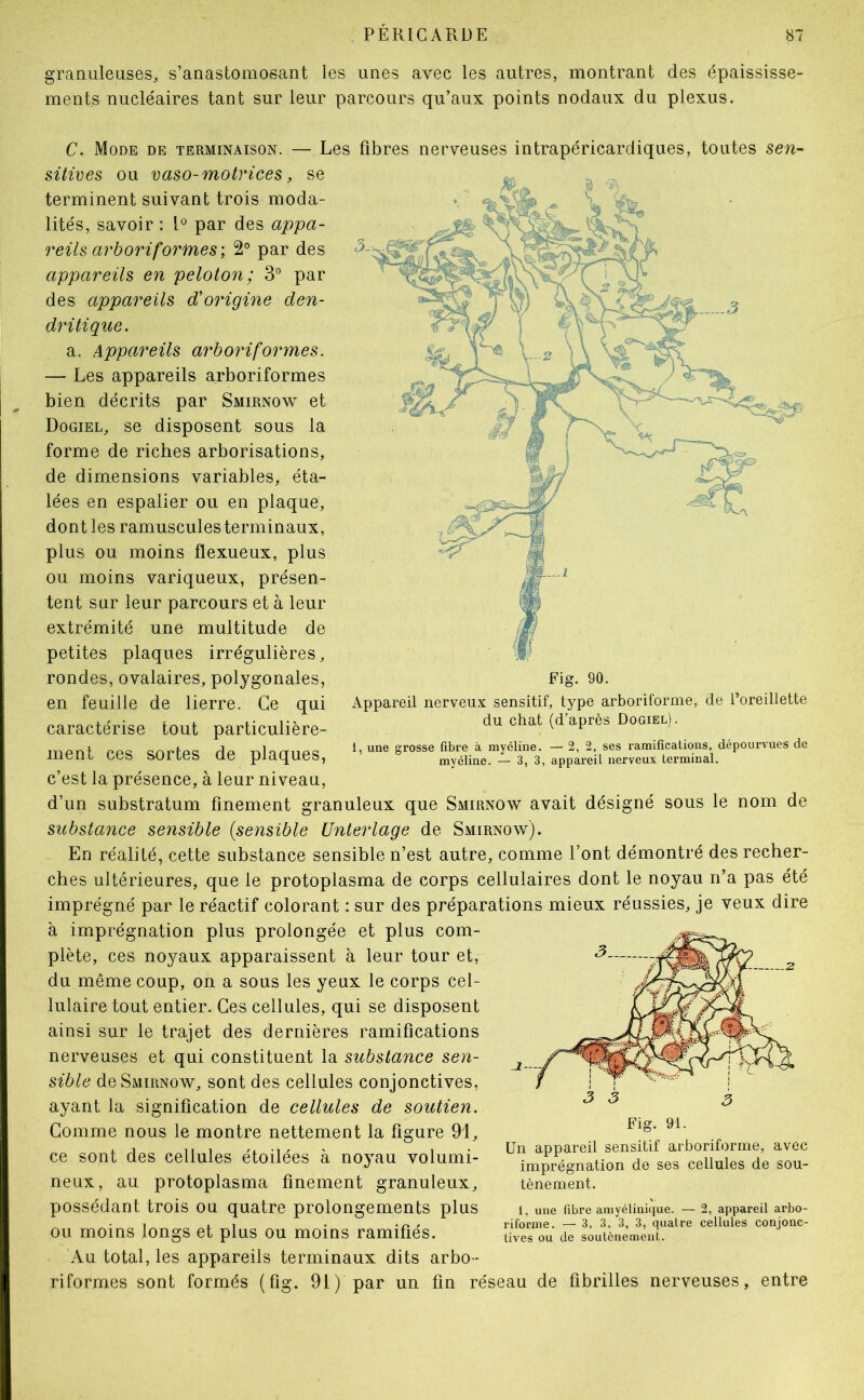 granuleuses, s’anastomosant les unes avec les autres, montrant des épaississe- ments nucléaires tant sur leur parcours qu’aux points nodaux du plexus. C. Mode de terminaison. — Les fibres nerveuses intrapéricardiques, toutes sen- süives ou vaso-motrices, se terminent suivant trois moda- lités, savoir : par des appa- reils arhori formes; 2° par des appareils en peloton; 3' par des appareils d'origine den- dritique. a. Appareils arboriformes. — Les appareils arboriformes bien décrits par Smirnow et Dogiel, se disposent sous la forme de riches arborisations, de dimensions variables, éta- lées en espalier ou en plaque, dont les ramuscules terminaux, plus ou moins flexueux, plus ou moins variqueux, présen- tent sur leur parcours et à leur extrémité une multitude de petites plaques irrégulières, rondes, ovalaires, polygonales, en feuille de lierre. Ce qui caractérise tout particulière- ment ces sortes de plaques, c’est la présence, à leur niveau, d’un substratum finement granuleux que Smirnow avait désigné sous le nom de substance sensible (sensible Unterlage de Smirnow). En réalité, cette substance sensible n’est autre, comme l’ont démontré des recher- ches ultérieures, que le protoplasma de corps cellulaires dont le noyau n’a pas été imprégné par le réactif colorant : sur des préparations mieux réussies, je veux dire à imprégnation plus prolongée et plus com- plète, ces noyaux apparaissent à leur tour et, du même coup, on a sous les yeux le corps cel- lulaire tout entier. Ces cellules, qui se disposent ainsi sur le trajet des dernières ramifications nerveuses et qui constituent la substance sen- sible de Smirnow, sont des cellules conjonctives, ayant la signification de cellules de soutien. Gomme nous le montre nettement la figure 91, ce sont des cellules étoilées à noyau volumi- neux, au protoplasma finement granuleux, possédant trois ou quatre prolongements plus ou moins longs et plus ou moins ramifiés. Au total, les appareils terminaux dits arbo- riformes sont formés (fig. 91) par un fin réseau de fibrilles nerveuses, entre Fig. 90. Appareil nerveux sensitif, type arboriforme, de l’oreillette du chat (d’après Dogiel). 1, une grosse fibre à myéline. — 2, 2, ses ramifications, dépourvues de myéline. — 3, 3, appareil nerveux terminal. Fig. 91. Un appareil sensitif arboriforme, avec imprégnation de ses cellules de sou- tènement. 1, une fibre amyélinique. — 2, appareil arbo- riforme. — 3, 3, 3, 3, quatre cellules conjonc- tives ou de soutènement.