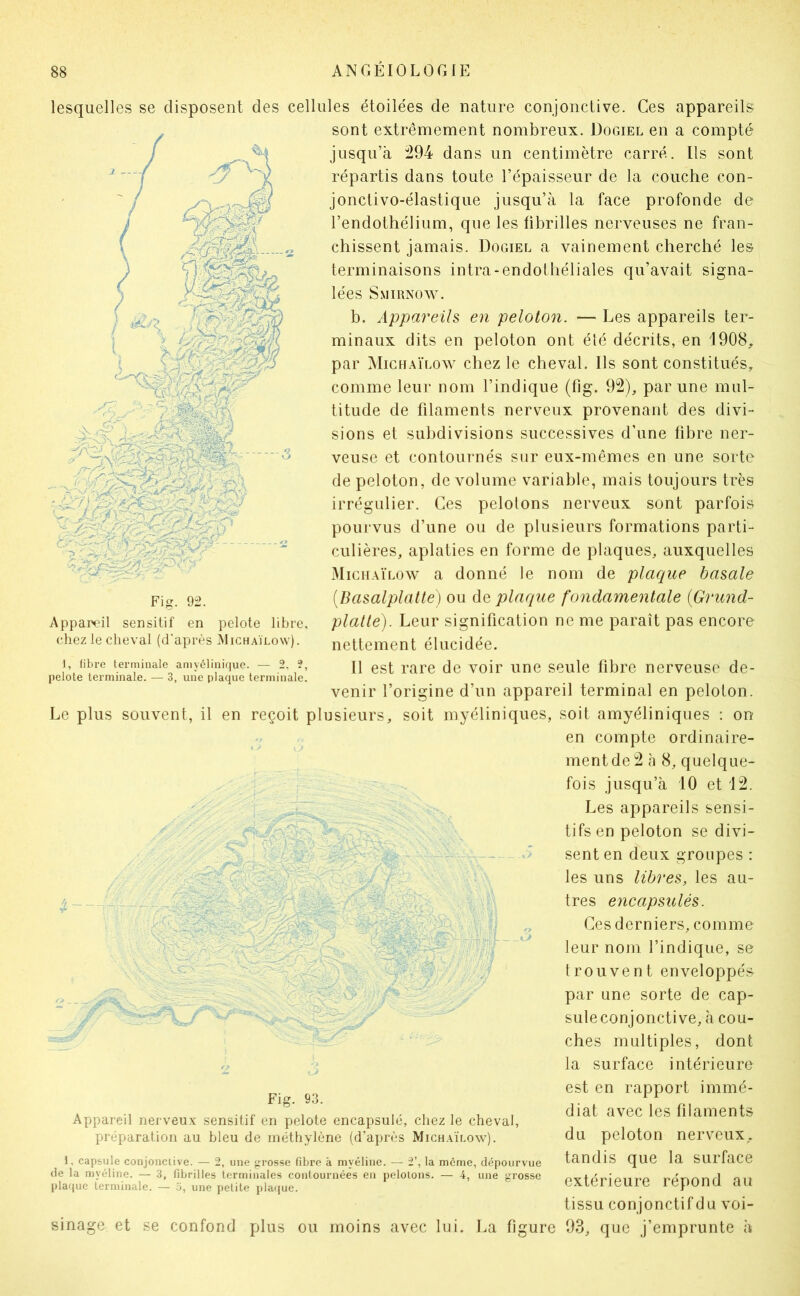 lesquelles se disposent des cellules étoilées de nature conjonctive. Ces appareils sont extrêmement nombreux. Dogiel en a compté jusqu’à 294 dans un centimètre carré. Ils sont répartis dans toute l’épaisseur de la couche con- jonctivo-élastique jusqu’à la face profonde de l’endothélium, que les fibrilles nerveuses ne fran- chissent jamais. Dogiel a vainement cherché les terminaisons intra-endothéliales qu’avait signa- lées S.MIRNOW. b. Appareils en peloton. — Les appareils ter- minaux dits en peloton ont élé décrits, en 1908^ par Mich.\ïlow chez le cheval. Ils sont constitués^ comme leur nom l’indique (fig. 92), par une mul- titude de filaments nerveux provenant des divi- sions et subdivisions successives d'une fibre ner- veuse et contournés sur eux-mêmes en une sorte de peloton, de volume variable, mais toujours très irrégulier. Ces pelotons nerveux sont parfois pourvus d’une ou de plusieurs formations parti- culières, aplaties en forme de plaques, auxquelles Michaïlow a donné le nom de plaque basale [Basalplatte] ou àQ plaque fondamentale {Grund- platte). Leur signification ne me paraît pas encore nettement élucidée. Il est rare de voir une seule fibre nerveuse de- venir l’origine d’un appareil terminal en peloton. Le plus souvent, il en reçoit plusieurs, soit myéliniques, soit amyéliniques : on en compte ordinaire- ment de 2 à 8, quelque- ^ fois jusqu’à 10 et 12. , ■ ' Les appareils sensi- ' j .  tifs en peloton se divi- , . ^ ' • - sent en deux groupes ; - ' ' , ^ ‘ les uns libres, les au- ‘ encapsulés. - . ' . ' ' ' - t: - / Ces derniers, comme ' . ‘ ' ” leur nom l’indique, se ' - trouvent enveloppés ' . par une sorte de cap- suleconjonctive,à cou- ches multiples, dont y: la surface intérieure est en rapport immé- diat avec les filaments du peloton nerveux, tandis que la surface extérieure répond au tissu conjonctif du voi- 93, que j’emprunte à Appareil sensitif en pelote libre, chez le cheval (d’après Michaïlow). 1, fibre terminale amyélinique. — 2, 2, pelote terminale. — 3, une plaque terminale. Fig. 93. Appareil nerveu.x sensitif en pelote encapsulé, chez le cheval, préparation au bleu de méthylène (d’après Mich.ülow). 1, capsule conjonctive. — 2, une j.n’osse fibre à myéline. — 2’, la meme, dépourvue de la myéline. — 3, fibrilles terminales contournées en pelotons. — 4, une grosse plaque terminale. — .o, une petite jdaque. sinage et se confond plus ou moins avec lui. La figure