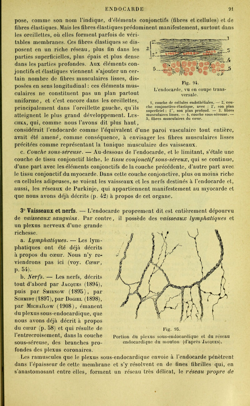 pose, comme son nom l’indique, d’éléments conjonctifs (fibres et cellules) et de fibres élastiques. Mais les fibres élastiques prédominent manifestement, surtout dans les oreillettes, où elles forment parfois de véri- tables membranes. Ces fibres élastiques se dis- posent en un riche réseau, plus fin dans les parties superficielles, plus épais et plus dense dans les parties profondes. Aux éléments con- jonctifs et élastiques viennent s’ajouter un cer- tain nombre de fibres musculaires lisses, dis- posées en sens longitudinal : ces éléments mus- culaires ne constituent pas un plan partout uniforme, et c’est encore dans les oreillettes, principalement dans l’oreillette gauche, qu’ils atteignent le plus grand développement. Lus- CHKA, qui, comme nous l’avons dit plus haut, considérait l’endocarde comme l’équivalent d’une paroi vasculaire tout entière, avait été amené, comme conséquence, à envisager les fibres musculaires lisses précitées comme représentant la tunique musculaire des vaisseaux. c. Couche sous-séreuse. — Au-dessous de l’endocarde, et le limitant, s’étale une couche de tissu conjonctif lâche, le tissu conjonctif sous-séreux, qui se continue, d’une part avec les éléments conjonctifs de la couche précédente, d’autre part avec le tissu conjonctif du myocarde. Dans cette couche conjonctive, plus ou moins riche en cellules adipeuses, se voient les vaisseaux et les nerfs destinés à l’endocarde et, aussi, les réseaux de Purkinje, qui appartiennent manifestement au myocarde et que nous avons déjà décrits (p. 42) à propos de cet organe. 3® Vaisseaux et nerfs. — L’endocarde proprement dit est entièrement dépourvu de vaisseaux sanguins. Par contre, il possède des vaisseaux lymphatiques et un plexus nerveux d’une grande richesse. a. Lymphatiques. — Les lym- phatiques ont été déjà décrits à propos du cœur. Nous n’y re- viendrons pas ici (voy. Cœur, p. 84). h. Nerfs. — Les nerfs, décrits tout d’abord par Jacques (1894), puis par Smirnow (1895), par Schmidt (1897), par Dogiel (1898), par Michaïlow (1908), émanent du plexus sous-endocardique, que nous avons déjà décrit à propos du cœur (p. 58) et qui résulte de l’entrecroisement, dans la couche sous-séreuse, des branches pro- fondes des plexus coronaires. Les ramuscules que le plexus sous-endocardique envoie à l’endocarde pénètrent dans l’épaisseur de cette membrane et s’y résolvent en de fines fibrilles qui, en s’anastomosant entre elles, forment un réseau très délicat, le réseau propre de Fig. 95. Portion du plexus sous-endocardique et du réseau endocardique du mouton (d’après Jacques). Fig. 94. L’endocarde, vu en coupe trans- versale. 1, couche de cellules endothéliales. — 2, cou- che conjonctivo-élaslique, avec : 2’, son plan superficiel ; 2”, son plan profond. — 3. fibres musculaires lisses. — 4, couche sous-séreuse. — 5, fibres musculaires du cœur.