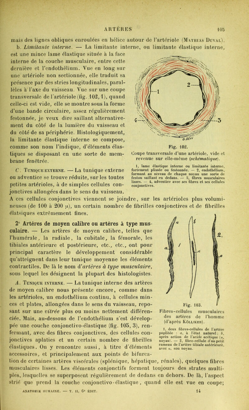 mais des lignes obliques enroulées en hélice autour de l’artériole (Mathias Duval). h.. Limitante interne. — La limitante interne, ou limitante élastique interne, est une mince lame élastique située à la face interne de la couche musculaire, entre cette dernière et l’endothélium. Vue en long sur une artériole non sectionnée, elle traduit sa présence par des stries longitudinales, paral- lèles à Taxe du vaisseau. Vue sur une coupe transversale de l’artériole (fig. .102,1), quand celle-ci est vide, elle se montre sous la forme d’une bande circulaire, assez régulièrement festonnée, je veux dire saillant alternative- ment du côté de la lumière du vaisseau et du côté de sa périphérie. Histologiquement, la limitante élastique interne se compose, comme son nom l’indique, d’éléments élas- tiques se disposant en une sorte de mem- brane fenêtrée. Coupe transversale d’une artériole, vide et revenue sur elle-même [schématique). 1, lame élastique interne ou limitante interne, fortement plissée ou festonnée. — 2, endothélium, formant au niveau de chaque noyau une sorte de feston saillant en dedans. — 5, fibres musculaires lisses. — 4, adventice avec ses fibres et ses cellules conjonctives. C. Tunique EXTERNE.—La tunique externe ou adventice se trouve réduite, sur les toutes petites artérioles, à de simples cellules con- jonctives allongées dans le sens du vaisseau. A ces cellules conjonctives viennent se joindre, sur les artérioles plus volumi- neuses (de 100 à 200 (jl), un certain nombre de fibrilles conjonctives et de fibrilles élatsiques extrêmement fines. 2^ Artères de moyen calibre ou artères à type mus- culaire. — Les artères de moyen calibre, telles que l’humérale, la radiale, la cubitale, la fémorale, les tibiales antérieure et postérieure, etc., etc., ont pour principal caractère le développement considérable qu’atteignent dans leur tunique moyenne les éléments contractiles. De là le nom à'artères à type musculaire, sous lequel les désignent la plupart des histologistes. A. Tunique interne. — La tunique interne des artères de moyen calibre nous présente encore, comme dans les artérioles, un endothélium continu, à cellules min- ces et plates, allongées dans le sens du vaisseau, repo- sant sur une vitrée plus ou moins nettement différen- ciée. Mais, au-dessous de l’endothélium s’est dévelop- pée une couche conjonctivo-élastique (fig. 105, 3), ren- fermant, avec des fibres conjonctives, des cellules con- jonctives aplaties et un certain nombre de fibrilles élastiques. On y rencontre aussi, à titre d’éléments accessoires, et principalement aux points de bifurca- tion de certaines artères viscérales (splénique, hépatique, rénales), quelques fibres musculaires lisses. Les éléments conjonctifs forment toujours des strates multi- ples, lesquelles se superposent régulièrement de dedans en dehors. De là, l’aspect strié que prend la couche conjonctivo-élastique, quand elle est vue en coupe; T. II, 6® ÉDIT. 14 Fig. 103. Fibres-cellules musculaires des artères de l’homme (d’après Kôlliker). 1, deux fibi’es-cellules de l’artère poplitée : a, à l’état naturel ; b, après action de l’acide acétique («, noyau). — 2, fibre-cellule d’uu petit rameau de l’artère tibiale antérieure, avec K, son novau. ANATOMIE HUMAINE.