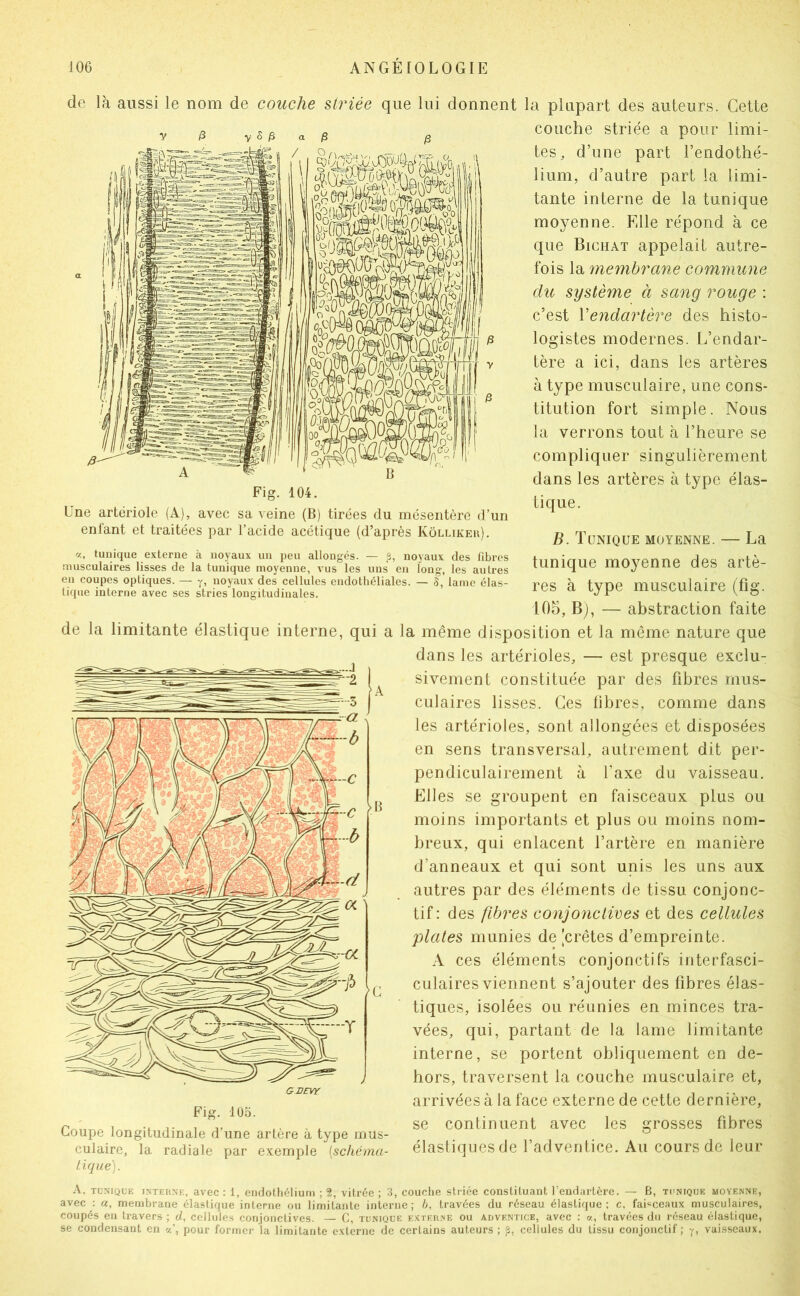 de là aussi le nom de couche striée que lui donnent la plupart des auteurs. Cette couche striée a pour limi- tes, d’une part l’endothé- lium, d’autre part la limi- tante interne de la tunique moyenne. Elle répond à ce que Bichat appelait autre- fois la membrane commune du système à sang rouge : c’est Vendartère des histo- logistes modernes. L’endar- tère a ici, dans les artères à type musculaire, une cons- titution fort simple. Nous la verrons tout à l’heure se compliquer singulièrement dans les artères à type élas- tique. Fig. 104. Une artériole (A), avec sa veine (B) tirées du mésentère d’un enlant et traitées par l’acide acétique (d’après Kôllikeu). a, tunique externe à noyaux un peu allongés. — ,3, noyaux des fibres musculaires lisses de la tunique moyenne, vus les uns en long, les autres en coupes optiques. — y, noyaux des cellules endothéliales. — S, lame élas- tique interne avec ses stries longitudinales. B. Tunique moyenne. — La tunique moyenne des artè- res à type musculaire (fig. 105, Bj, — abstraction faite de la limitante élastique interne, qui a la même disposition et la même nature que dans les artérioles, — est presque exclu- sivement constituée par des fibres mus- culaires lisses. Ces fibres, comme dans les artérioles, sont allongées et disposées en sens transversal, autrement dit per- pendiculairement à Taxe du vaisseau. Elles se groupent en faisceaux plus ou moins importants et plus ou moins nom- breux, qui enlacent l’artère en manière d’anneaux et qui sont unis les uns aux autres par des éléments de tissu conjonc- tif: des fih7^es conjo7iclives et des cellules plates munies de [crêtes d’empreinte. A ces éléments conjonctifs interfasci- culaires viennent s’ajouter des fibres élas- tiques, isolées ou réunies en minces tra- vées, qui, partant de la lame limitante interne, se portent obliquement en de- hors, traversent la couche musculaire et, arrivées à la face externe de cette dernière, se continuent avec les grosses fibres élastiques de l’adventice. Au cours de leur Fig. 10.O. Coupe longitudinale d’une artère à type mus- culaire, la radiale par e.vemple {schéma- tique). A, TUNIQUE INTERNE, av6C : 1, cndotliélium ; 2, vitrée; 3, couche striée constituant l’endartère. — B, tunique moyenne, avec : a, membrane élastique interne ou limitante interne; h, travées du réseau élastique; c. faisceaux musculaires, coupés en travers ; d, cellules conjonctives. — C, tunique externe ou adventice, avec : a, travées du réseau élastique, se condensant en pour former la limitante externe de certains auteurs ; ,3, cellules du tissu conjonctif ; y, vaisseaux.