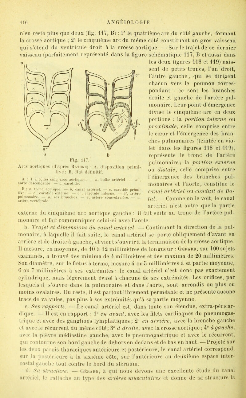 n’en reste plus que deux (fig. 117, B) : 1® le quatrième arc du côté gauche, formant la crosse aortique ; 2° le cinquième arc du même côté constituant un gros vaisseau qui s’étend du ventricule droit à la crosse aortique. —Sur le trajet de ce dernier vaisseau (parfaitement représenté dans la figure schématique 117, B et aussi dans les deux figures 118 et 119) nais- sent de petits troncs, l’im droit, l’autre gauche, qui se dirigent chacun vers le poumon corres- pondant : ce sont les branches droite et gauche de l’artère pul- monaire. Leur point d’émergence divise le cinquième arc en deux portions : la portion interne ou proximale, celle comprise entre le cœur et l’émergence des bran- ches pulmonaires (teintée en vio- let dans les figures 118 et 119), représente le tronc de l’artère pulmonaire ; la portion externe ou distale, celle comprise entre l’émergence des branches pul- monaires et l’aorte, constitue le canal artériel ou conduit de Bo- tal. — Comme on le voit, le canal artériel n’est autre que la partie externe du cinquième arc aortique gauche ; il fait suite au tronc de l’artère pul- monaire et fait communiquer celui-ci avec l’aorte. b. Trajet et dimensions du canal artériel. — Continuant la direction de la pul- monaire, à laquelle il fait suite, le canal artériel se porte obliquement d’avant en arrière et de droite à gauche, et vient s’ouvrir à la terminaison delà crosse aortique. Il mesure, en moyenne, de 10 à 12 millimètres de longueur : Géhard, sur 100 sujets examinés, a trouvé des minima de 4 millimètres et des maxima de 20 millimètres. Son diamètre, sur le fœtus à terme, mesure 4 ou5 millimètres à sa partie moyenne, 6 ou 7 millimètres à ses extrémités : le canal artériel n’est donc pas exactement cylindrique, mais légèrement évasé à chacune de ses extrémités. Les orifices, par lesquels il s’ouvre dans la pulmonaire et dans l’aorte, sont arrondis ou plus ou moins ovalaires. Du reste, il est partout librement perméable et ne présente aucune trace de valvules, pas plus à ses extrémités qu’à sa partie moyenne. c. Ses rapports. — Le canal artériel est, dans toute son étendue, extra-péricar- dique. — Il est en rapport : 1° en avant, avec les filets cardiaques du pneumogas- trique et avec des ganglions lymphatiques ; 2° en arrière, avec la bronche gauche et avec le récurrent du même côté; 3° à droite, avec la crosse aortique; 4° à gauche, avec la plèvre médiastine gauche, avec le pneumogastrique et avec le récurrent, qui contourne son bord gauche de dehors en dedans et de bas en haut. — Projeté sur les deux parois thoraciques antérieure et postérieure, le canal artériel correspond, sur la postérieure à la sixième côte, sur l’antérieure au deuxième espace inter- costal gauche tout contre le bord du sternum. d. Sa structure. — Gérard, à qui nous devons une excellente étude du canal artériel, le rattache au t^^ie des artères musculaires et donne de sa structure la Arcs aortiques (d'après R.a,thke) ; A, disposition primi- tive ; B, état défiiiitif. A : 1 à 5, les cinq arcs aorliques. — a, bulbe artériel. — a'\ aorte descendante. — c, carotide. B ; n, tronc aortique. — h, canal artériel. — c, carotide primi- tive. — c , carotide externe. — c”, carotide interne. — P, artère pulmonaire. — p, ses braucbcs. — s, artère sous-clavière. — w, artère vertébrale.