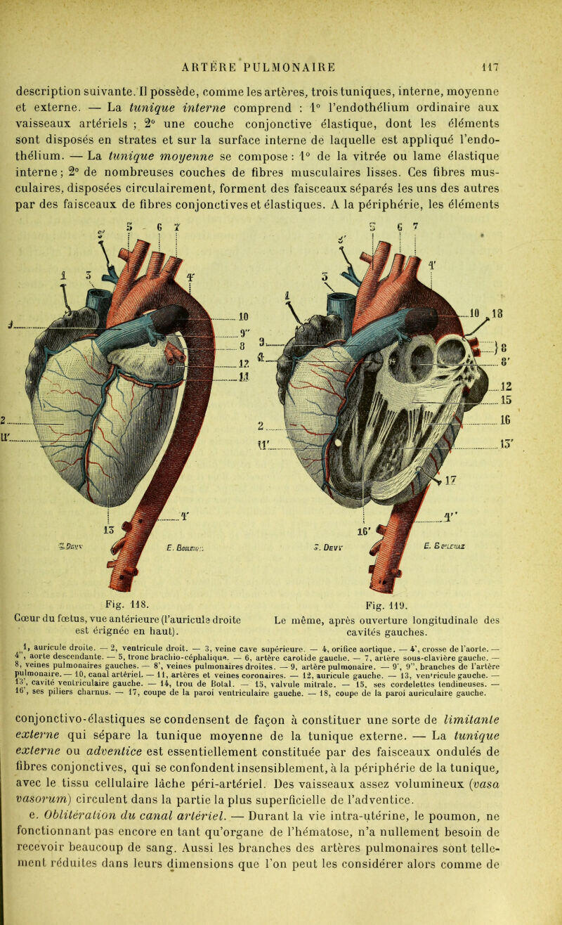description suivante.Tl possède, comme les artères, trois tuniques, interne, moyenne et externe. — La tunique interne comprend : 1° l’endothélium ordinaire aux vaisseaux artériels ; 2^ une couche conjonctive élastique, dont les éléments sont disposés en strates et sur la surface interne de laquelle est appliqué l’endo- thélium. — La tunique moyenne se compose : 1° de la vitrée ou lame élastique interne; 2° de nombreuses couches de fihres musculaires lisses. Ces fihres mus- culaires, disposées circulairement, forment des faisceaux séparés les uns des autres par des faisceaux de fihres conjonctives et élastiques. A la périphérie, les éléments Fig. 118. Fig. 119. Cœur du foetus, vue antérieure (l’auricula droite Le même, après ouverture longitudinale des est érignée en haut). cavités gauches. 1, auricule droite. — 2, ventricule droit. — 3, veine cave supérieure. — 4, oriûce aortique. — 4’, crosse de l’aorte. — 4 , aorte descendante, — 5, tronc braciiio-céphaliqufî. — 6, artère carotide gauclie. — 7, artère sous-clavière gauche. — 8, veines pulmonaires gauches. — 8’, veines pulmonaires droites. — 9, artère pulmonaire. — 9’, 9”, branches de l’artère pulmonaire.— 10, canal artériel. — 11, artères et veines coronaires. — 12, auricule gauche. — 13, ventricule gauche. — 13 , cavité ventriculaire gauche. — ii, trou de Botal. — 15, valvule mitrale. — 15, ses cordelettes tendineuses. — 16 , ses piliers charnus. — 17, coupe de la paroi ventriculaire gauche. — 18, coupe de la paroi auriculaire gauche. conjonctive-élastiques se condensent de façon à constituer une sorte de limitante externe qui sépare la tunique moyenne de la tunique externe. — La tunique externe ou adventice est essentiellement constituée par des faisceaux ondulés de fibres conjonctives, qui se confondent insensiblement, à la périphérie de la tunique, ; avec le tissu cellulaire lâche péri-artériel. Des vaisseaux assez volumineux {vasa vasorum) circulent dans la partie la plus superficielle de l’adventice. e. Oblitération du canal artériel. — Durant la vie intra-utérine, le poumon, ne fonctionnant pas encore en tant qu’organe de l’hématose, n’a nullement besoin de recevoir beaucoup de sang. Aussi les branches des artères pulmonaires sont telle- ment réduites dans leurs dimensions que l’on peut les considérer alors comme de