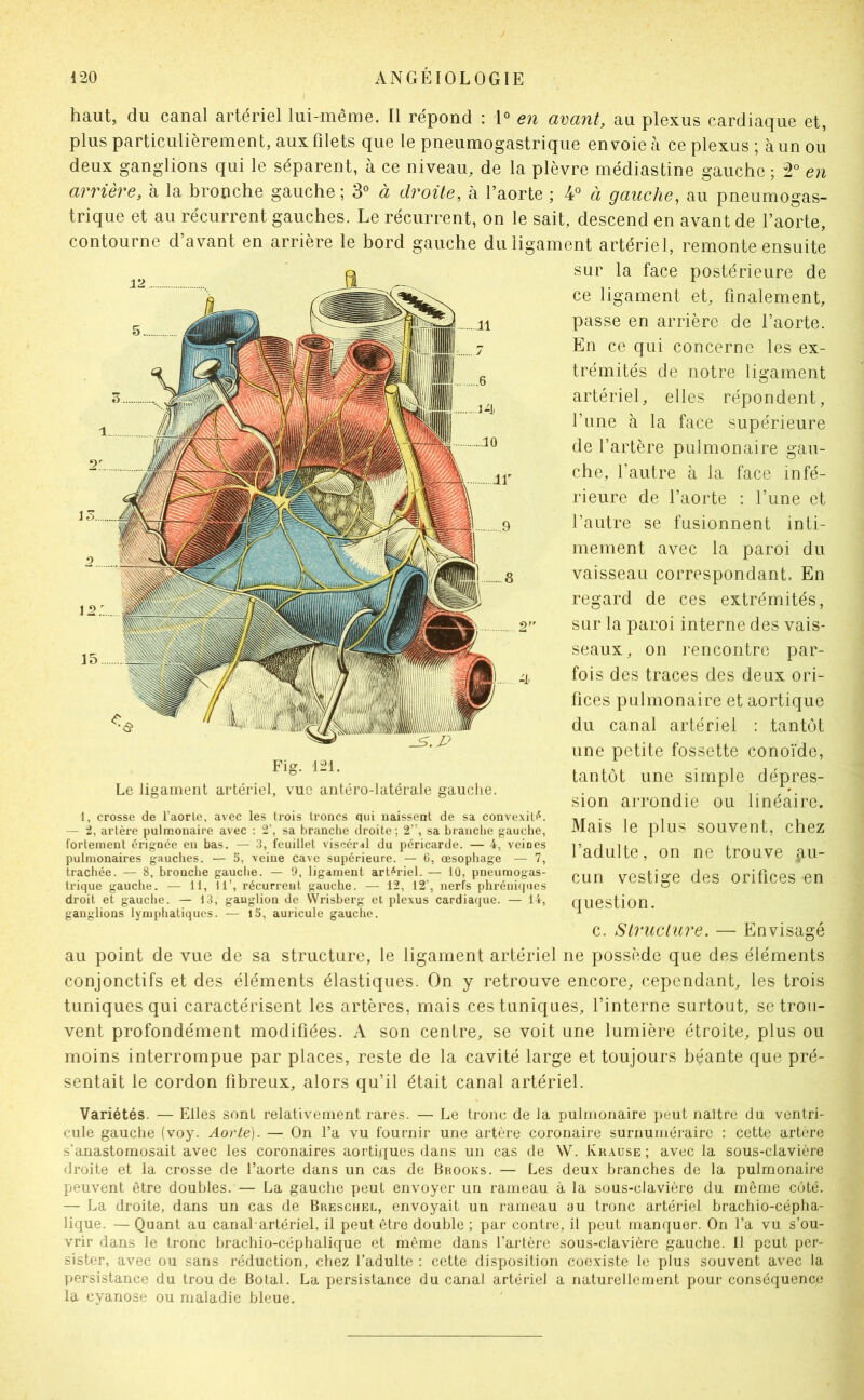 haut, du canal artériel lui-même. Il répond : e7i avant, au plexus cardiaque et, plus particulièrement, aux filets que le pneumogastrique envoie à ce plexus ; à un ou deux ganglions qui le séparent, à ce niveau, de la plèvre médiastine gauche ; 2° en arrière, à la bronche gauche; 3® à droite, à l’aorte ; 4® à gauche, au pneumogas- trique et au récurrent gauches. Le récurrent, on le sait, descend en avant de l’aorte, contourne d’avant en arrière le bord gauche du ligament artériel, remonte ensuite sur la face postérieure de ce ligament et, finalement, passe en arrière de l’aorte. En ce qui concerne les ex- trémités de notre ligament artériel, elles répondent, l’une à la face supérieure de l’artère pulmonaire gau- che, l’autre à la face infé- rieure de l’aorte : l’une et l’autre se fusionnent inti- mement avec la paroi du vaisseau correspondant. En regard de ces extrémités, sur la paroi interne des vais- seaux, on rencontre par- fois des traces des deux ori- fices pulmonaire et aortique du canal artériel : tantôt une petite fossette conoïde, tantôt une simple dépres- sion arrondie ou linéaire. Mais le plus souvent, chez l’adulte, on ne trouve au- cun vestige des orifices en question. c. Structure. — Envisagé au point de vue de sa structure, le ligament artériel ne possède que des éléments conjonctifs et des éléments élastiques. On y retrouve encore, cependant, les trois tuniques qui caractérisent les artères, mais ces tuniques, l’interne surtout, se trou- vent profondément modifiées. A son centre, se voit une lumière étroite, plus ou moins interrompue par places, reste de la cavité large et toujours béante que pré- sentait le cordon fibreux, alors qu’il était canal artériel. Variétés. — Elles sont relativement rares. — Le tronc de la pulmonaire peut naître du ventri- cule gauche (voy. Aorte). — On l’a vu fournir une artère coronaire surnuméraire : cette artère s’anastomosait avec les coronaires aortiques dans un cas de W. Krause ; avec la sous-clavière droite et la crosse de l’aorte dans un cas de Brooks. — Les deux branches de la pulmonaire peuvent être doubles. — La gauche peut envoyer un rameau à la sous-clavière du même côté. — La droite, dans un cas de Breschel, envoyait un rameau au tronc artériel brachio-cépha- lique. — Quant au canal-artériel, il peut être double ; par contre, il peut manquer. On l’a vu s’ou- vrir dans le tronc bracbio-céphalique et même dans l'artère sous-clavière gauche. Il peut per- sister, avec ou sans réduction, chez l’adulte : cette disposition coexiste le plus souvent avec la persistance du trou de Botal. La persistance du canal artériel a naturellement pour conséquence la cyanose ou maladie bleue. Fig. 121. Le ligament artériel, vue antéro-latérale gauche. 1, crosse de l’aorle, avec les trois troncs qui naissent de sa convexili^. — t, artère pulmonaire avec : 2’, sa branche droite ; 2”, sa brandie gauche, fortement érignée en bas. — 3, feuillet viscéiMl du péricarde. — 4, veines pulmonaires gauches. — 5, veine cave supérieure. — G, œsophage — 7, trachée. — 8, bronche gauche. — G, ligament art'^riel. — 10, pneumogas- trique gauche. — il, 11’, récurrent gauche. — 12, 12’, nerfs phréniques droit et gauche. — 13, ganglion de Wrisberg et plexus cardiaque. — 14, ganglions lymphatiques. — 15, auricule gauche.