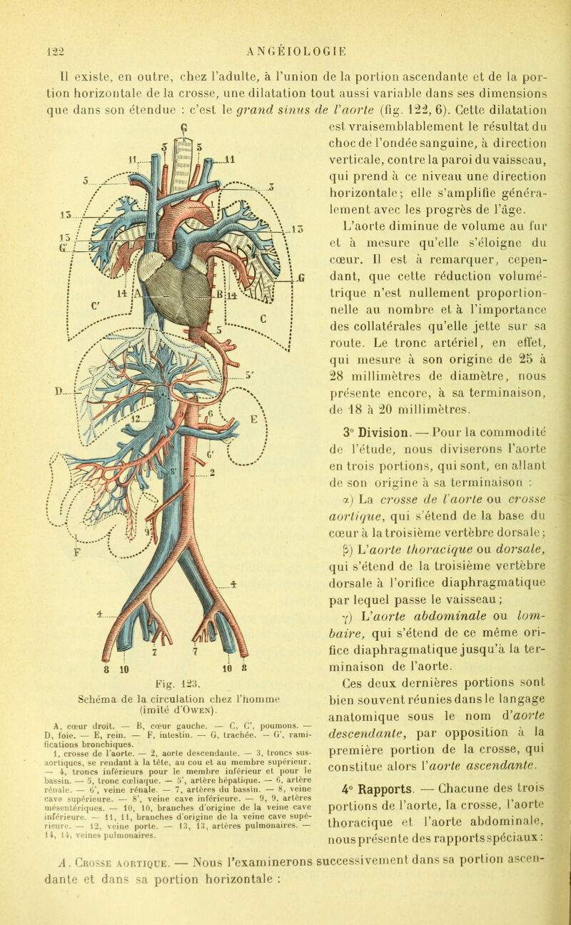 11 existe, en outre, chez l’adulte, à l’union de la portion ascendante et de la por- tion horizontale de la crosse, une dilatation tout aussi variable dans ses dimensions que dans son étendue : c’est le grand sinus de Vaorte (fig. 122, 6). Cette dilatation Schéma de la circulation chez l’homme (imité d’OwEN). A, cœur droit. — B, cœur gauche. — C, G’, poumons. — D, foie. — E, rein. — F, intestin. — G, trachée. — G’, rami- fications bronchiques. 1, crosse de l’aorte. — 2, aorte descendante. — 3, troncs sus- aortiques, se rendant à la tête, au cou et au membre supérieur. — 4, troncs inférieurs pour le membre inférieur et pour le bassin. — o, tronc cœliaque. — 5’, artère hépatique. — 6, artère rénale. — 6’, veine rénale. — 7, artères du bassin. — 8, veine cave supérieure. — 8’, veine cave inférieure. — 9, 9, artères mésentériques. — 10, 10, branches d’origine de là veine cave inférieure. — 11, 11, branches d’origine de la veine cave supé- rieure. — 12, veine porte. — 13, 13, artères pulmonaires. — 14, 14, veines pulmonaires. est vraisemblablement le résultat du choc de l’ondée sanguine, à direction verticale, contre la paroi du vaisseau, qui prend à ce niveau une direction horizontale; elle s’amplifie généra- lement avec les progrès de l’âge. L’aorte diminue de volume au fur et à mesure qu’elle s’éloigne du cœur. Il est à remarquer, cepen- dant, que cette réduction volumé- trique n’est nullement proportion- nelle au nombre et à l’importance des collatérales qu’elle jette sur sa route. Le tronc artériel, en effet, qui mesure à son origine de 25 à 28 millimètres de diamètre, nous présente encore, à sa terminaison, de 18 à 20 millimètres. 3° Division. — Pour la commodité de l’étude, nous diviserons l’aorte en trois portions, qui sont, en allant de son origine à sa terminaison : a) La crosse de Vaorte ou crosse aortique, qui s’étend de la base du cœur à la troisième vertèbre dorsale ; Vaorte thoracique ou doi^sale, qui s’étend de la troisième vertèbre dorsale à l’orifice diaphragmatique par lequel passe le vaisseau; y) Vaorte abdominale ou lom- baire, qui s’étend de ce même ori- fice diaphragmatique jusqu’à la ter- minaison de l’aorte. Ces deux dernières portions sont bien souvent réunies dans le langage anatomique sous le nom (ïaorte descendante, par opposition à la première portion de la crosse, qui constitue alors Vaorte ascendante. 4° Rapports. — Chacune des trois portions de l’aorte, l'a crosse, l’aorte thoracique et l’aorte abdominale, nous présente des rapports spéciaux : A. Crosse aortique. — Nous l’examinerons successivement dans sa portion ascen- dante et dans sa portion horizontale :