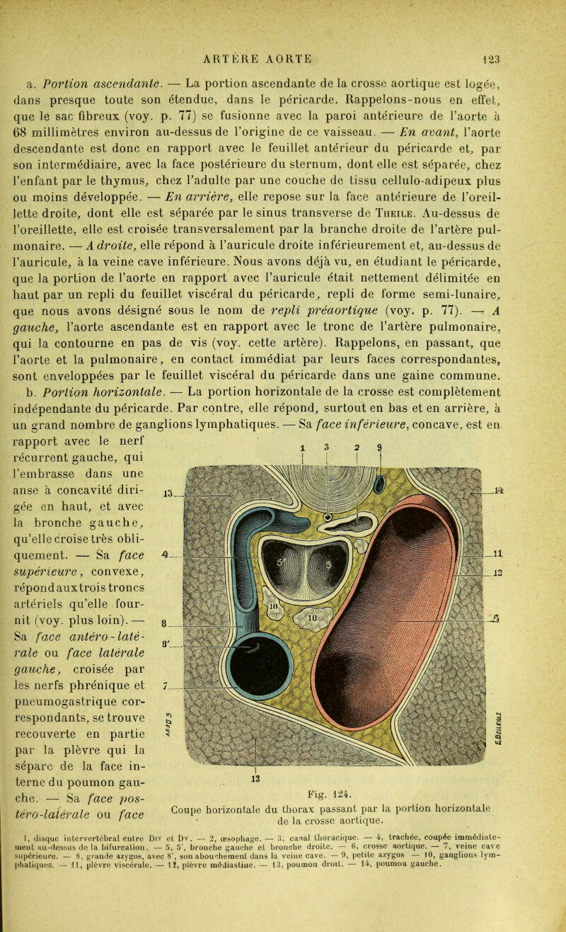 a. Portion ascendante. — La portion ascendante de la crosse aortique est logée, dans presque toute son étendue, dans le péricarde. Rappelons-nous en effet, que lé sac fibreux (voy. p. 77) se fusionne avec la paroi antérieure de l’aorte à 68 millimètres environ au-dessus de l’origine de ce vaisseau. — En avant, l’aorte descendante est donc en rapport avec le feuillet antérieur du péricarde et, par son intermédiaire, avec la face postérieure du sternum, dont elle est séparée, chez l’enfant par le thymus, chez l’adulte par une couche de tissu cellulo-adipeux plus ou moins développée. — En arrière, elle repose sur la face antérieure de l’oreil- lette droite, dont elle est séparée par le sinus transverse de Theile. Au-dessus de l’oreillette, elle est croisée transversalement par la branche droite de l’artère pul- monaire. — A droite, elle répond à l’auricule droite inférieurement et, au-dessus de l’auricule, à la veine cave inférieure. Nous avons déjà vu, en étudiant le péricarde, que la portion de l’aorte en rapport avec l’auricule était nettement délimitée en haut par un repli du feuillet viscéral du péricarde, repli de forme semi-lunaire, que nous avons désigné sous le nom de repli préaortique (voy. p. 77). — A gauche, l’aorte ascendante est en rapport avec le tronc de l’artère pulmonaire, qui la contourne en pas de vis (voy. cette artère). Rappelons, en passant, que l’aorte et la pulmonaire, en contact immédiat par leurs faces correspondantes, sont enveloppées par le feuillet viscéral du péricarde dans une gaine commune. b. Portion horizontale. — La portion horizontale de la crosse est complètement indépendante du péricarde. Par contre, elle répond, surtout en bas et en arrière, à un grand nombre de ganglions lymphatiques. — Sa face inférieure, concave, est en rapport avec le nerf récurrent gauche, qui l’embrasse dans une anse à concavité diri- gée en haut, et avec la bronche gauche, qu’elle croise très obli- quement. — Sa face supérieure, convexe, répond aux trois troncs artériels qu’elle four- nit (voy. plus loin).— Sa face antéro-laté- rale ou face latérale gauche, croisée par les nerfs phrénique et pneumogastrique cor- respondants, se trouve recouverte en partie par la plèvre qui la sépare de la face in- terne du poumon gau- che. —^ Sa face pos- téro-latérale ou face l, disque iiitecvertébral eutre Div et D'. — 2, œsophage. — 3, canal thoracique. — 4, trachée, coupée immédiate- tneut au-dessus de la bifurcation. — 5, 5’, bronche gauche et bronche droite. — 6, crosse aortique. — 7, veine cave supérieure. — 8, grande a/.ygos, avec 8’, son abouchement dans la veine cave. — 9, petite azygos — 10, ganglions lym- lihatiques. — 11, plèvre viscérale. — 12, plèvre médiastine. — 13, poumon droit. — 14, poumon gauche. 1 S 2 ^ 13 Fig. 124. Coupe horizontale du thorax passant par la portion horizontale de la crosse aortique.