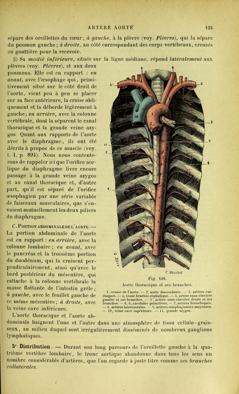 sépare des oreillettes du cœur ; à gauche, à la plèvre (voy. Plècres), qui la sépare du poumon gauche ; à droite, au côté correspondant des corps vertébraux, creusés en gouttière pour la recevoir. P) Sa moitié inférieure, située sur la ligne médiane, répond latéralement aux plèvres (voy. Plèvres), et aux deux poumons. Elle est en rapport ; en avant, avec l’œsophage qui, primi- tivement situé sur le côté droit de l’aorte, vient peu à peu se placer sur sa face antérieure, la croise obli- quement et la déborde légèrement à gauche ; en arrière, avec la colonne vertébrale, dont la séparent le canal thoracique et la grande veine azy- gos. Quant aux rapports de l’aorte avec le diaphragme, ils ont été décrits à propos de ce muscle (voy. t. I, p. 894). Nous nous contente- rons de rappeler ici que l’orifice aor- tique du diaphragme livre encore passage à la grande veine azygos et au canal thoracique et, d’autre part, qu’il est séparé de l’orifice œsophagien par une série variable de faisceaux musculaires, que s’en- voient mutuellement les deux piliers du diaphragme. C. Portion abdominale de l’aorte.— La portion abdominale de l’aorte est en rapport : en arrière, avec la colonne lombaire ; en avant, avec le pancréas et la troisième portion du duodénum, qui la croisent per- pendiculairement, ainsi qu’avec le bord postérieur du mésentère, qui rattache à la colonne vertébrale la masse flottante de l’intestin grêle ; à gauche, avec le feuillet gauche de ce même mésentère; à droite, avec la veine cave inférieure. L’aorte thoracique et l’aorte ab- dominale baignent l’une et l’autre dans une atmosphère de tissu cellulo - grais- seux, au milieu duquel sont irrégulièrement disséminés de nombreux ganglions lymphatiques. c. BoüLmz Fig, 126. Aorte thoracique et ses branches. 1, crosse de l’aorle. — 2, aorte descendante. — .3. artères car- diaques. — 4, tronc brachio-céphalique. — 5, artère sous-clavière gauclie et ses branches. — 5’, artèi'e sous-clavièi’e droite et ses branches. — 6, 6, carotides primitives. — 7, artères bronchiques. — 8, artères intercostales. — 9, artères œsophagiennes moyennes. — 10, veine cave supérieure. — 11, grande azygos. 5° Distribution. — Durant son long parcours de l’oreillette gauche à la qua- trième vertèbre lombaire, le tronc aortique abandonne dans tous les sens un nombre considérable d’artères, que l’on regarde ajuste titre comme ses branches collatérales.