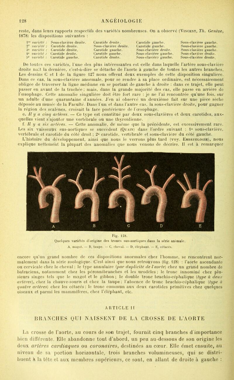 reste, dans leurs rapports respectifs des variétés nombreuses. On a observé (Vincent, Th. Genève, 1878) les dispositions suivantes : l'' variété : Sous-clavière droite. 2“ variété : Carotide droite. 3û variété : Carotide droite. 4® variété : Carotide droite. 5« variété : Carotide gauche. Carotide droite. Sous-claA'ière droite. Carotide gauche. Carotide gauche. Carotide droite. Carotide gauche. Carotide gauche. Sous-clavière droite. Sous-clavière gauche. Sous-clavière gauche. Sous-clavière gauche. Sous-clavière gauche. Sous-clavière gauche. Sous-clavière droite. Sous-clavière droite. De toutes ces variétés, l’une des plus intéressantes est -celle dans laquelle l’artère sous-clavière droite naît la dernière, c’est-à-dire se détache de l’aorte à gauche de toutes les autres branches. Les dessins C et I de la figure 127 nous otfrent deux exemples de cette disposition singulière. Dans ce cas, la sous-clavière anormale, pour se rendre à sa place ordinaire, est nécessairement obligée de traverser la ligne médiane en se portant de gauche à droite : dans ce trajet, elle peut passer en avant de la trachée ; mais, dans la grande majorité des cas, elle passe en arrière de l’œsophage. Cette anomalie singulière doit être fort rare ; je ne l’ai rencontrée qu’une fois, sur un adulte d’une quarantaine d'années. J’en ai observé un deuxième fait sur une pièce sèche déposée au musée de la Faculté. Dans l'un et dans l’autre cas, la sous-clavière droite, pour gagner la région des scalènes, croisait la face postérieure de l'œsophage. e. Il y a cinq artères. — Ce type est constitué par deux sous-clavières et deux carotides, aux- quelles vient s’ajouter une vertébrale ou une thyroïdienne. i. Il y a six artères. — Cette anomalie, de même que la précédente, est excessivement rare. Les six vaisseaux sus-aortiques se succèdent (Quain) dans l’ordre suivant ; 1® sous-clavière, vertébrale et carotide du côté droit ; 2® carotide, vertébrale et sous-clavière du côté gauche. L’histoire du développement, ainsi que nous le verrons plus tard (voy. Embryologie), nous explique nettement la plupart des anomalies que nous venons de décrire. Il est à remarquer Fig. 128. Queh|ues variétés d’origine des troncs sus-aorli(jues dans la série animale. A, magot. — B, taupe. — C, cheval. — D, éléphant. — E, cétacés. encore qu'un grand nombre de ces dispositions anormales chez l’homme, se rencontrent nor- malement dans la série zoologique. C'est ainsi que nous retrouvons (fig. 128) : l’aorte ascendante ou cervicale chez le cheval ; le type annulaire [par duplicité de Vaorte) chez un grand nombre de batraciens, notamment chez les pérennibranches et les urodèles ; le tronc innominé chez plu- sieurs singes tels que le magot et le gibbon ; le double tronc brachio-céphalique [type à deux artères), chez la chauve-souris et chez la taupe ; l’absence de tronc brachio-céphalique [type à quatre artères) chez les cétacés ; le tronc commun aux deux carotides primitives chez quelques oiseaux et parmi les mammifères, chez l’éléphant, etc. ARTICLE II BRANCHES QUI NAISSENT DE LA GROSSE DE L’AORTE La crosse de l’aorte, au cours de son trajet, fournit cinq branches d’importance bien différente. Elle abandonne tout d’abord, un peu au-dessous de son origine les deux artères cardiaques ou coronaires, destinées au cœur. Elle émet ensuite, au niveau de sa portion horizontale, trois branches volumineuses, qui se distri- buent à la tête et aux membres supérieurs, ce sont, en allant de droite à gauche :