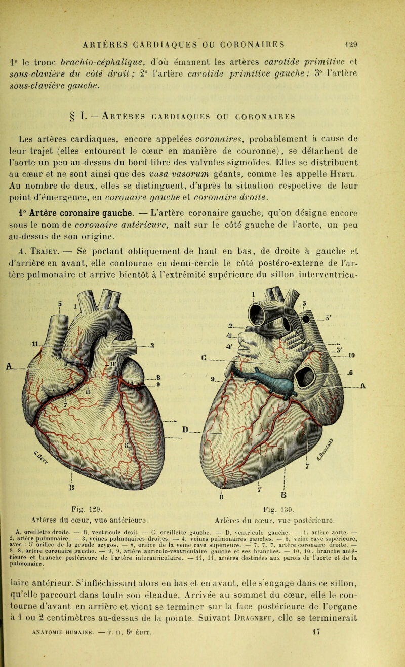 'P le tronc brachio-céphalique, d’où émanent les artères carotide primitive et sous-clavière du côté droit; 2^ l’artère carotide prirnitive gauche; S* l’artère sous-clavière gauche. § 1.—Artères cardiaques ou coronaires Les artères cardiaques, encore appelées coronaires, probablement à cause de leur trajet (elles entourent le cœur en manière de couronne), se détachent de l’aorte un peu au-dessus du bord libre des valvules sigmoïdes. Elles se distribuent au cœur et ne sont ainsi que des vasa vasorum géants, comme les appelle Hyrtl. Au nombre de deux, elles se distinguent, d’après la situation respective de leur point d’émergence, en coronaire gauche et coronaire droite. 1° Artère coronaire gauche. — L’artère coronaire gauche, qu’on désigne encore sous le nom de coronaire antérieure, naît sur le côté gauche de l’aorte, un peu au-dessus de son origine. A. Trajet.— Se portant obliquement de haut en bas, de droite à gauche et d’arrière en avant, elle contourne en demi-cercle le côté postéro-externe de l’ar- tère pulmonaire et arrive bientôt à l’extrémité supérieure du sillon interventricu- Fig. 129. Fig. 130. Artères du cœur, vue antérieure. Artères du cœur, vue postérieure. A, oreillette droite. — B, ventricule droit. — C, oreillette gauche. — D, Aentricule gauche. — 1, artère aorte. — 2, artère pulmonaire. — 3, veines pulmonaires droites. — 4, veines pulmonaires gauches. — 5, veine cave supérieure, avec : 5’ orifice de la grande azygos. — rt, orifice de la veine cave supérieure. — 7. 7, 7, artère coronaire droite. — 8. 8, artère coronaire gauche. — 9. 9, artère aunculo-veninculaire gauche et ses branches. — 10, 10', branche anté- rieure et branche postérieure de l’artère interauriculaire. — 11, 11, arières destinées aux parois de Taorle et de la pulmonaire. iaire antérieur. S’infléchissant alors en bas et en avant, elle s'engage dans ce sillon, qu’elle parcourt dans toute son étendue. Arrivée au sommet du cœur, elle le con- tourne d’avant en arrière et vient se terminer sur la face postérieure de l’organe à i ou 2 centimètres au-dessus de la pointe. Suivant Dragneff, elle se terminerait ANATOMIE HUMAINE. —T. II, 6® ÉDIT. 17