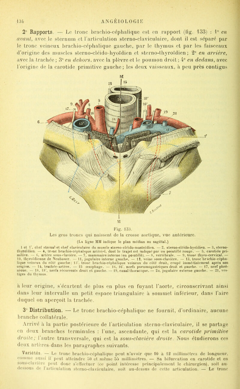 2° Rapports. — Le tronc brachio-céphalique est en rapport (fig. 133) : 1° en avant, avec le sternum et l’articulation sterno-claviculaire, dont il est séparé par le tronc veineux brachio-céphalique gauche, par le thymus et par les faisceaux d’origine des muscles sterno-cléido-hyoïdien et sterno-thyroïdien ; 2° en arrière, avec la trachée ; 3° en dehors, avec la plèvre et le poumon droit ; 4® en dedans, avec l’origine de la carotide primitive gauche; les deux vaisseaux, à peu près contigus m 18 I ‘5 Fig. 133. Les gros troncs qui naissent de la crosse aortique, vue antérieure. (La ligoe MM iadique le plan médian ou sagittal.) 1 et r, chef sternal et chef claviculaire du muscle sterno-cléido-mastoïdien. — 2, sterno-cléido-hyoïdien. — 3, sterno- thjTOÏdien. — 4, tronc brachio-céphalique artériel, dont le trajet est indiqué par un pointillé rouge. — 5, carotide pri- mitive. — G, artère sous-rlavière. — 7, mammaire interne (en pointillé).— 8, vertébrale. — 9, trône thyro-cervical. — 10, thyroïdienne de Neubauer. — 11, jugulaire interne gauche. — lî, veine sous-clavière. — 13, tronc brachio-cépha- lique veineux du côté gauche; 13’, tronc brachio-céphalique veineux du côté droit, coupé immédiatement après son origine. — 14, trachée-artère. — 15 œsophage. — IG, 16’. nerfs pneumogastriques droit et gauche. — 17, nerf phré- nique. — 18, 18’, nerfs récurrents droit et gauche. — 19, canal thoracique. — 2ü, jugulaire externe gauche. — 21, ves- tiges du thymus. à leur origine, s’écartent de plus en plus en fuyant l’aorte, circonscrivant ainsi dans leur intervalle un petit espace triangulaire à sommet inférieur, dans l’aire duquel on aperçoit la trachée. 3^ Distribution. — Le tronc brachio-céphalique ne fournit, d’ordinaire, aucune branche collatérale. Arrivé à la partie postérieure de l’articulation sterno-claviculaire, il se partage en deux branches terminales : l’une, ascendante, qui est la carotide primitive droite; l’autre transversale, qui est la sous-clavière droite. Nous étudierons ces deux artères dans les paragraphes suivants. Variétés. — Le tronc brachio-céphalique peut n’avoir que 10 à 12 millimètres de longueur, comme aussi il peut atteindre 50 et même 55 millimètres. — Sa bifurcation en carotide et en sous-clavière peut donc s’effectuer (ce point intéresse principalement le chirurgien), soit au- dessous de l’articulation sterno-claviculaire, soit au-dessus de cette articulation. — Le tronc