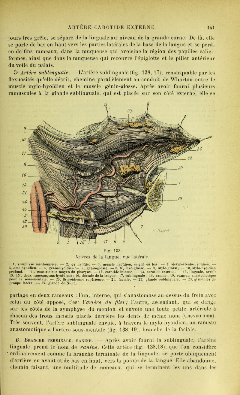 jours très grêle, se sépare de la linguale au niveau de la grande corne. De là, elle se porte de bas en haut vers les parties latérales de la base de la langue et se perd, en de fins rameaux, dans la muqueuse qui avoisine la région des papilles calici- formes, ainsi que dans la muqueuse qui recouvre l’épiglotte et le pilier antérieur du voile du palais. 3” Artère sublinguale. — L’artère sublinguale (fig. 138, 17), remarquable par les flexuosités qu’elle décrit, chemine parallèlement au conduit de Wharton entre le muscle mylo-hyoïdien et le muscle génio-glosse. Après avoir fourni plusieurs raniuscules à la glande sublinguale, qui est placée sur son côté externe, elle se partage en deux rameaux : l’un, interne, qui s’anastomose au-dessus du frein avec celui du côté opposé, c’est Vartère du filet; l’autre, ascendant, qui se dirige sur les côtés de la symphyse du menton et envoie une toute petite artériole à chacun des trous incisifs placés derrière les dents de même nom (Gruveilhier). Très souvent, l’artère sublinguale envoie, à travers le mylo-hyoïdien, un rameau anastomotique à l’artère sous-mentale (fig. 138,19), branche de la faciale. B. Branche terminale, ranine. — Après avoir fourni la sublinguale, Eartèré linguale prend le ‘nom de ranine. Cette artère (fig. 138,18), que- l’on considère ordinairement comme la branche terminale de la linguale, se porte obliquement d'arrière en avant et de bas en haut, vers la pointe de la langue. Elle abandonne, chemin faisant, une multitude de rameaux, qui se terminent les uns dans les Artères de la langue, vue latérale. 1, symphyse mentonnière. — 2. os hyoïde. — 3, muscle hyo'idien, érigné en bas. — 4. sterno-cléido-hyo-idicii. — ü, omo-hyo’idien. —G, géDio-hyo'idien. — 7, génio-glosse —8, 8’, hyo-glosse. — 9, stylo-glosse. — 10, stylo-liyoïdiep profond. — il, constricteur moyen du pharynx. — 12. carotide intex’iie. — 13, carotide externe. — 14, linguale, avec : 15, 15’, deux rameaux sus-hyo'ïdiens ; 16, dorsale de la langue ; 17, sublinguale ; 18, l’anine ; 19, rameau anastomotique pour la sous-mentale. — 20, thyroïdienne supérieure. — 21, faciale. — 22, glande sublinguale. — 23, glandules du groupe latéral. — 24, glande do Nühn. Fig. 138.