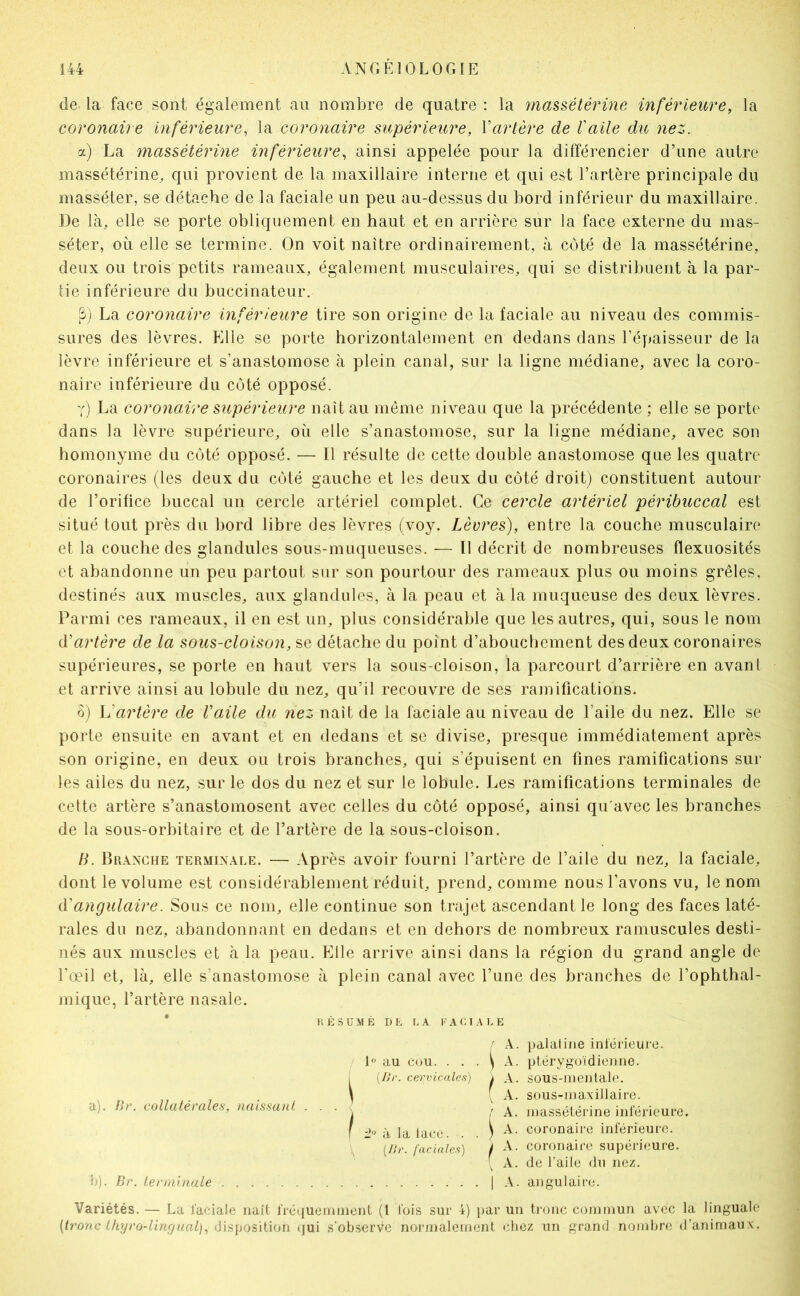 de la face sont également au nombre de quatre : la massétérine inférieure, la coronaire inférieure, la coronaire supérieure, Vartère de l'aile du nez. а) La massétérine inférieure, ainsi appelée pour la différencier d’une autre massétérine^ qui provient de la maxillaire interne et qui est l’artère principale du masséter, se détache de la faciale un peu au-dessus du bord inférieur du maxillaire. De là, elle se porte obliquement en haut et en arrière sur la face externe du mas- séter, où elle se termine. On voit naître ordinairement, à coté de la massétérine, deux ou trois petits rameaux, également musculaires, qui se distribuent à la par- tie inférieure du buccinateiir. p) La coronaire inférieure tire son origine de la faciale au niveau des commis- sures des lèvres. Elle se porte horizontalement en dedans dans l’épaisseur de la lèvre inférieure et s’anastomose à plein canal, sur la ligne médiane, avec la coro- naire inférieure du côté opposé. y) La coronaire supérieure naît au même niveau que la précédente ; elle se porte dans la lèvre supérieure, où elle s’anastomose, sur la ligne médiane, avec son homonyme du côté opposé. — Il résulte de cette double anastomose que les quatre coronaires (les deux du côté gauche et les deux du côté droit) constituent autour de l’orifice buccal un cercle artériel complet. Ce cercle artériel péribuccal est situé tout près du bord libre des lèvres (voy. Lèvres), entre la couche musculaire et la couche des glandules sous-muqueuses. — Il décrit de nombreuses flexuosités et abandonne un peu partout sur son pourtour des rameaux plus ou moins grêles, destinés aux muscles, aux glandules, à la peau et à la muqueuse des deux lèvres. Parmi ces rameaux, il en est un, plus considérable que les autres, qui, sous le nom d'artère de la sous-cloison, se détache du point d’abouchement des deux coronaires supérieures, se porte en haut vers la sous-cloison, la parcourt d’arrière en avanl et arrive ainsi au lobule du nez, qu’il recouvre de ses rajnifications. б) L'artère de l'aile du nez naît de la faciale au niveau de l’aile du nez. Elle se porte ensuite en avant et en dedans et se divise, presque immédiatement après son origine, en deux ou trois branches, qui s’épuisent en fines ramifications sur les ailes du nez, sur le dos du nez et sur le lobule. Les ramifications terminales de cette artère s’anastomosent avec celles du côté opposé, ainsi qu'avec les branches de la sous-orbitaire et de l’artère de la sous-cloison. li. Branche terminale. — Après avoir fourni l’artère de l’aile du nez, la faciale, dont le volume est considérablement réduit, prend, comme nous l’avons vu, le nom d'angulaire. Sous ce nom, elle continue son trajet ascendant le long des faces laté- rales du nez, abandonnant en dedans et en dehors de nombreux ramuscules desti- nés aux muscles et à la peau. Elle arrive ainsi dans la région du grand angle de l’œil et, là, elle s’anastomose à plein canal avec l’une des branches de l’ophthal- mique, l’artère nasale. * LÉS U -M É DP, LA KALI A L E f A. palatine inlérieure. 1 au cou. . . . ^ A. ptérygoïdienne. , {Br. cervicales) i A. soUS-Uientalo. . \ -A. sous-maxillaire. , a), hr. collatérales, naissant . ; A. massétérine inférieure. î à la lace. . . ^ A. coronaire inférieure. \ {Br. faciales) ) A. coronaire supérieure. [ A. de l’aile du nez. b). Br. terminale 1 A. angulaire. Variétés. — La faciale naît fréquemment (l fois sur 4) par un tronc commun avec la linguale [tronc thyro-linçjliai), (Vi^iOzyÜQn (jui s'observe normalement chez un grand nombre d’animaux.