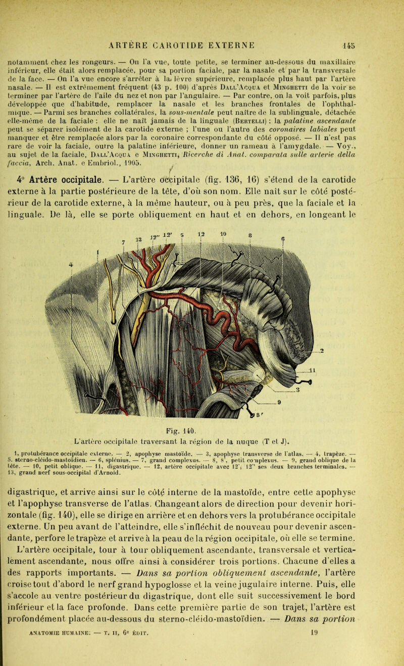 notamment chez les rongeurs. — On l’a vue, toute petite, se terminer au-dessous du maxillaire inférieur, elle était alors remplacée, pour sa portion faciale, par la nasale et par la transversale de la face. — On l’a vue encore s’arrêter à la< lèvre supérieure, remplacée plus haut par l’artère nasale. — Il est extrêmement fréquent (43 p. 100) d’après Dall’Acqua et Minghetti de la voir se terminer par l’artère de l’aile du nez et non par l’angulaire. — Par contre, on la voit parfois, plus développée que d’habitude, remplacer la nasale et les branches frontales de l’ophthal- mique. — Parmi ses branches collatérales, la sous-mentale peut naître de la sublinguale, détachée elle-même de la faciale : elle ne naît jamais de la linguale (Bertelli) : la palatine ascendante peut se séparer isolément de la carotide externe ; l’une ou l’autre des coronaires labiales peut manquer et être remplacée alors par la coronaire correspondante du côté opposé. — 11 n’est pas rare de voir la faciale, outre la palatine inférieure, donner un rameau à l’amygdale. — Voy., au sujet de la faciale, Dall’Acqua e Minghetti, Ricerche di Anal, comparata salle arterie délia faccia, Arch. Anat. e Embriol., 190.5. T 4° Artère occipitale. — L’artère occipitale (fig. i36, 16) s’étend de la carotide externe à la partie postérieure de la tête, d’où son nom. Elle naît sur le côté posté- rieur de la carotide externe, à la même hauteur, ou à peu près, que la faciale et la linguale. De là, elle se porte obliquement en haut et en dehors, en longeant le Fig. 140. L’artère occipitale traversant la région de la nuque (T et J). 1, protubérance occipitale externe. — 2, apophyse mastoïde. — 3, apophyse transverse de l’atlas. — 4, trapèze. — 5. sterao-cléido-masto’idien. — 6, splénius. — 7, grand complexus. — 8, 8’, petit coaiplexus. — 9, grand oblique de la tête. — 10, petit oblique. — 11, digastrique. — 12, artère occipitale avec 12’, 12” ses deux branches terminales. — 13, grand nerf sous-occipital d’Arnold. digastrique, et arrive ainsi sur le côté interne de la mastoïde, entre cette apophyse et l’apophyse transverse de l’atlas. Changeant alors de direction pour devenir hori- zontale (fig. 140), elle se dirige en arrière et en dehors vers la protubérance occipitale externe. Un peu avant de l’atteindre, elle s’infléchit de nouveau pour devenir ascen- dante, perfore le trapèze et arrive à la peau de la région occipitale, où elle se termine. L’artère occipitale, tour à tour obliquement ascendante, transversale et vertica- lement ascendante, nous offre ainsi à considérer trois portions. Chacune d’elles a des rapports importants. — Dans sa portion obliquement ascendante, l’artère croise tout d’abord le nerf grand hypoglosse et la veine jugulaire interne. Puis, elle s’accole au ventre postérieur du digastrique, dont elle suit successivement le bord inférieur et la face profonde. Dans cette première partie de son trajet, l’artère est profondément placée au-dessous du sterno-cléido-mastoïdien. — Dans sa portion — T. II, 6® ÉDIT. ANATOMIE humaine; 19