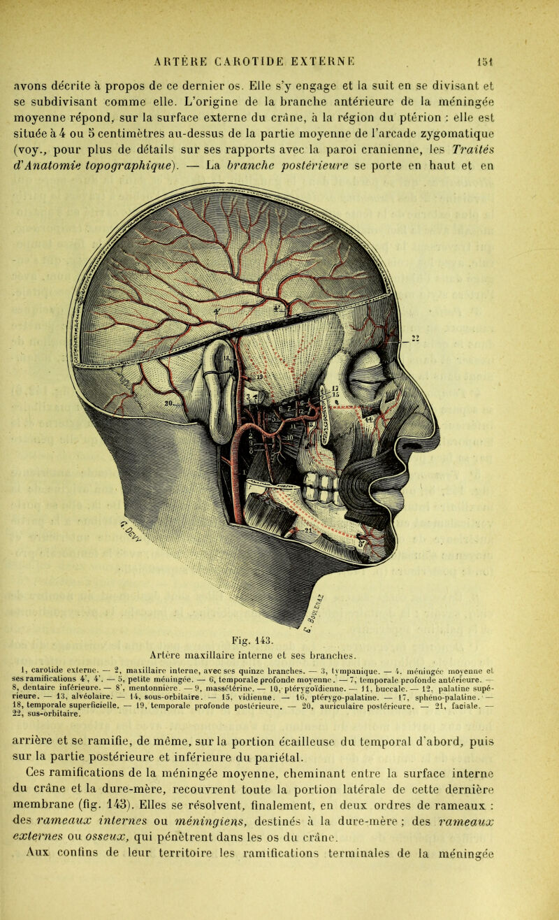 avons décrite à propos de ce dernier os. Elle s’y engage et la suit en se divisant et se subdivisant comme elle. L’origine de la branche antérieure de la méningée moyenne répond, sur la surface externe du crâne, à la région du ptérion : elle est située à 4 ou 5 centimètres au-dessus de la partie moyenne de l’arcade zygomatique (voy., pour plus de détails sur ses rapports avec la paroi crânienne, les Traités d'Anatomie topographique). — La branche postérieure se porte en haut et en Fig. 143. Artère maxillaire interne et ses branches. 1, carotide externe. — 2, maxillaire interne, avec ses quinze branches. — .3, tympanique. — 4. méningée moyenne et ses ramifications 4', 4’. — 5, petite méningée. — 6, temporale profonde moyenne. — 7, temporale profonde antérieure. — 8, dentaire inférieui’e.— 8’, mentonnière. —9, massétérine.— 10, ptérygoïdienne.— il, buccale.— 12, palatine supé- rieure. — 13, alvéolaire. — 14, sous-orbitaire. — 15, vidienne. — 16, ptérygo-palatine. — 17, sphéno-palatine. — 18, temporale superficielle. — 19, temporale profonde postérieure. — 20, auriculaire postérieure. — 21, faciale. — 22, sus-orbitaire. arrière et se ramifie, de même, sur la portion écailleuse du temporal d’abord, puis sur la partie postérieure et inférieure du pariétal. Ces ramifications de la méningée moyenne, cheminant entre la surface interne du crâne et la dure-mère, recouvrent toute la portion latérale de cette dernière membrane (fig. 143). Elles se résolvent, finalement, en deux ordres de rameaux : des rameaux internes ou méningiens, destinés à la dure-mère ; des rameaux externes ou osseux, qui pénètrent dans les os du crâne. yVux confins de leur territoire les ramifications terminales de la méningée